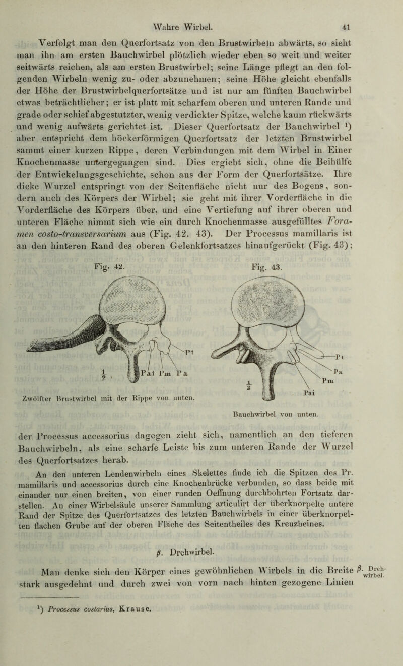 Verfolgt man den Querfortsatz von den Brustwirbeln abwärts, so sieht man ihn am ersten Bauchwirbel plötzlich wieder eben so weit und weiter seitwärts reichen, als am ersten Brustwirbel; seine Länge pflegt an den fol- genden Wirbeln wenig zu- oder abzunehmen; seine Höhe gleicht ebenfalls der Höhe der Brustwirbelquerfortsätze und ist nur am fünften Bauchwirbel etwas beträchtlicher; er ist platt mit scharfem oberen und unteren Rande und grade oder schief abgestutzter, wenig verdickter Spitze, welche kaum rückwärts und wenig aufwärts gerichtet ist. Dieser Querfortsatz der Bauchwirbel J) aber entspricht dem höckerförmigen Querfortsatz der letzten Brustwirbel sammt einer kurzen Rippe, deren Verbindungen mit dem Wirbel in Einer Knochenmasse untergegangen sind. Dies ergiebt sich, ohne die Beihülfe der Entwickelungsgeschichte, schon aus der Form der Querfortsätze. Ihre dicke Wurzel entspringt von der Seitenfläche nicht nur des Bogens, son- dern auch des Körpers der Wirbel; sie geht mit ihrer Vorderfläche in die Vorderfläche des Körpers über, und eine Vertiefung auf ihrer oberen und unteren Fläche nimmt sich wie ein durch Knochenmasse ausgefülltes Fora- men costo-transversarium aus (Fig. 42. 43). Der Processus mamillaris ist an den hinteren Rand des oberen Gelenkfortsatzes hinaufgerückt (Fig. 43); Fig. 42. Fig. 43. der Processus accessorius dagegen zieht sich, namentlich an den tieferen Bauchwirbeln, als eine scharfe Leiste bis zum unteren Rande der Wurzel des Querfortsatzes herab. An den unteren Lendenwirbeln eines Skelettes finde ich die Spitzen des Pr. mamillaris und accessorius durch eine Knochenbrücke verbunden, so dass beide mit einander nur einen breiten, von einer runden Oeflnung durchbohrten Fortsatz dar- stellen. An einer Wirbelsäule unserer Sammlung articulirt der überknorpelte untere Rand der Spitze des Querfortsatzes des letzten Bauchwirbels in einer überknorpel- ten flachen Grube auf der oberen Fläche des Seitentheiles des Kreuzbeines. ß. Drehwirbel. Man denke sich den Körper eines gewöhnlichen Wirbels in die Breite stark ausgedehnt und durch zwei von vorn nach hinten gezogene Linien l) Processus costarius, Krause.