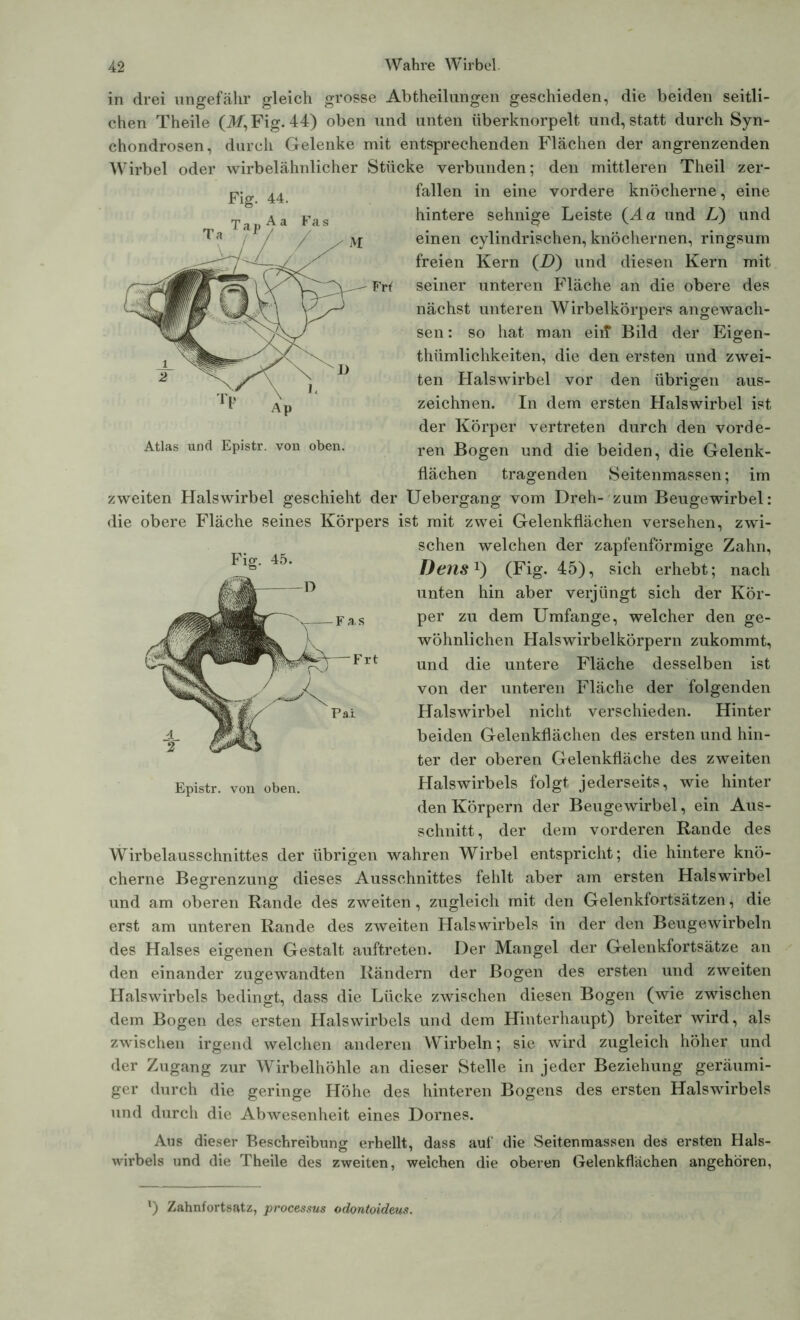 in drei ungefähr gleich grosse Abtheilungen geschieden, die beiden seitli- chen Theile (ikf,Fig. 44) oben und unten überknorpelt und, statt durch Syn- chondrosen, durch Gelenke mit entsprechenden Flächen der angrenzenden Wirbel oder wirbelähnlicher Stücke verbunden; den mittleren Theil zer- fallen in eine vordere knöcherne, eine hintere sehnige Leiste (da und L) und einen cylindrischen, knöchernen, ringsum freien Kern (D) und diesen Kern mit Frt seiner unteren Fläche an die obere des nächst unteren Wirbelkörpers angewach- sen: so hat man eilt Bild der Eigen- thümlichkeiten, die den ersten und zwei- ten Halswirbel vor den übrigen aus- zeichnen. In dem ersten Halswirbel ist der Körper vertreten durch den vorde- Atlas und Epistr. von oben. ren Bogen und die beiden, die Gelenk- flächen tragenden Seitenmassen; im zweiten Halswirbel geschieht der Uebergang vom Dreh- zum Beugewirbel: die obere Fläche seines Körpers ist mit zwei Gelenkflächen versehen, zwi- schen welchen der zapfenförmige Zahn, Dens1) (Fig. 45), sich erhebt; nach unten hin aber verjüngt sich der Kör- per zu dem Umfange, welcher den ge- wöhnlichen Halswirbelkörpern zukommt, und die untere Fläche desselben ist von der unteren Fläche der folgenden Halswirbel nicht verschieden. Hinter beiden Gelenkflächen des ersten und hin- ter der oberen Gelenkfläche des zweiten Halswirbels folgt jederseits, wie hinter den Körpern der Beugewirbel, ein Aus- schnitt, der dem vorderen Rande des Wirbelausschnittes der übrigen wahren Wirbel entspricht; die hintere knö- cherne Begrenzung dieses Ausschnittes fehlt aber am ersten Halswirbel und am oberen Rande des zweiten, zugleich mit den Gelenkfortsätzen, die erst am unteren Rande des zweiten Halswirbels in der den Beugewirbeln des Halses eigenen Gestalt auftreten. Der Mangel der Gelenkfortsätze an den einander zugewandten Rändern der Bogen des ersten und zweiten Halswirbels bedingt, dass die Lücke zwischen diesen Bogen (wie zwischen dem Bogen des ersten Halswirbels und dem Hinterhaupt) breiter wird, als zwischen irgend welchen anderen Wirbeln; sie wird zugleich höher und der Zugang zur Wirbelhöhle an dieser Stelle in jeder Beziehung geräumi- ger durch die geringe Höhe des hinteren Bogens des ersten Halswirbels und durch die Abwesenheit eines Domes. Aus dieser Beschreibung erhellt, dass auf die Seitenmassen des ersten Hals- wirbels und die Theile des zweiten, weichen die oberen Gelenkflächen angehören, Fig. 45. Epistr. von oben. Fig. 44. l) Zahnfortsatz, processus odontoideus.