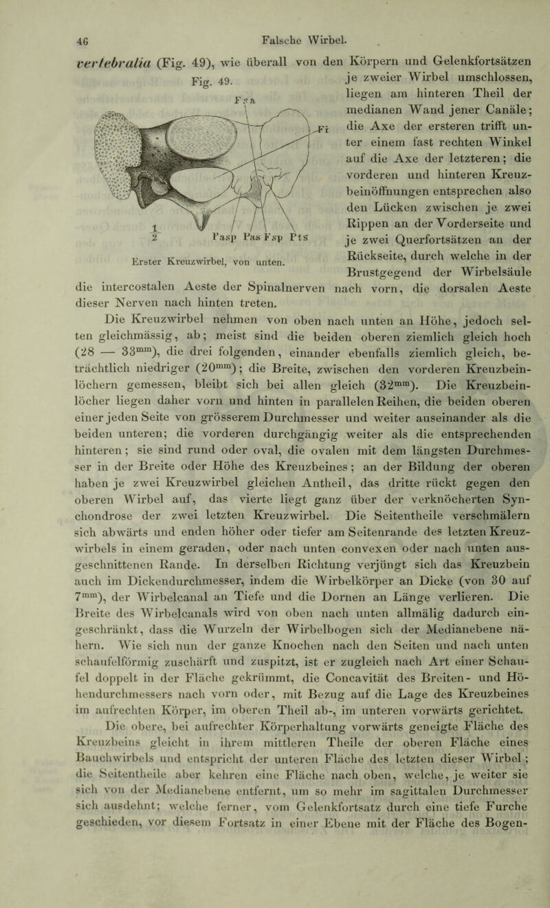 vertebralia (Fig. 49), wie überall Fig. 49. Erster Kreuzwirbel, von unten. die intercostalen Aeste der Spinalnerven dieser Nerven nach hinten treten. von den Körpern und Gelenkfortsätzen je zweier Wirbel umschlossen, liegen am hinteren Theil der medianen Wand jener Canäle; die Axe der ersteren trifft un- ter einem fast rechten Winkel auf die Axe der letzteren; die vorderen und hinteren Kreuz- beinöffnungen entsprechen also den Lücken zwischen je zwei Rippen an der Vorderseite und je zwei Querfortsätzen an der Rückseite, durch welche in der Brustgegend der Wirbelsäule nach vorn, die dorsalen Aeste Die Kreuzwirbel nehmen von oben nach unten an Höhe, jedoch sel- ten gleichmässig, ab; meist sind die beiden oberen ziemlich gleich hoch (28 — 33mm), die drei folgenden, einander ebenfalls ziemlich gleich, be- trächtlich niedriger (20mm); die Breite, zwischen den vorderen Kreuzbein- löchern gemessen, bleibt sich bei allen gleich (3'2mm). Die Kreuzbein- löcher liegen daher vorn und hinten in parallelen Reihen, die beiden oberen einer jeden Seite von grösserem Durchmesser und weiter auseinander als die beiden unteren; die vorderen durchgängig weiter als die entsprechenden hinteren; sie sind rund oder oval, die ovalen mit dem längsten Durchmes- ser in der Breite oder Höhe des Kreuzbeines; an der Bildung der oberen haben je zwei Kreuzwirbel gleichen Antheil, das dritte rückt gegen den oberen Wirbel auf, das vierte liegt ganz über der verknöcherten Syn- chondrose der zwei letzten Kreuzwirbel. Die Seitentheile verschmälern sich abwärts und enden höher oder tiefer am Seitenrande des letzten Kreuz- wirbels in einem geraden, oder nach unten convexen oder nach unten aus- geschnittenen Rande. In derselben Richtung verjüngt sich das Kreuzbein auch im Dickendurchmesser, indem die Wirbelkörper an Dicke (von 30 auf 7mm), (jer Wirbelcanal an Tiefe und die Dornen an Länge verlieren. Die Breite des Wirbelcanals wird von oben nach unten allmälig dadurch ein- geschränkt, dass die Wurzeln der Wirbelbogen sich der Medianebene nä- hern. Wie sich nun der ganze Knochen nach den Seiten und nach unten schaufelförmig zuschärft und zuspitzt, ist er zugleich nach Art einer Schau- fel doppelt in der Fläche gekrümmt, die Concavität des Breiten- und Hö- hendurchmessers nach vorn oder, mit Bezug auf die Lage des Kreuzbeines im aufrechten Körper, im oberen Theil ab-, im unteren vorwärts gerichtet. Die obere, bei aufrechter Körperhaltung vorwärts geneigte Fläche des Kreuzbeins gleicht in ihrem mittleren Theile der oberen Fläche eines Bauchwirbels und entspricht der unteren Fläche des letzten dieser Wirbel; die Seitentheile aber kehren eine Fläche nach oben, welche, je weiter sie sich von der Medianebene entfernt, um so mehr im sagittalen Durchmesser sich ausdehnt; welche ferner, vom Gelenkfortsatz durch eine tiefe Furche geschieden, vor diesem Fortsatz in einer Ebene mit der Fläche des Bogen-