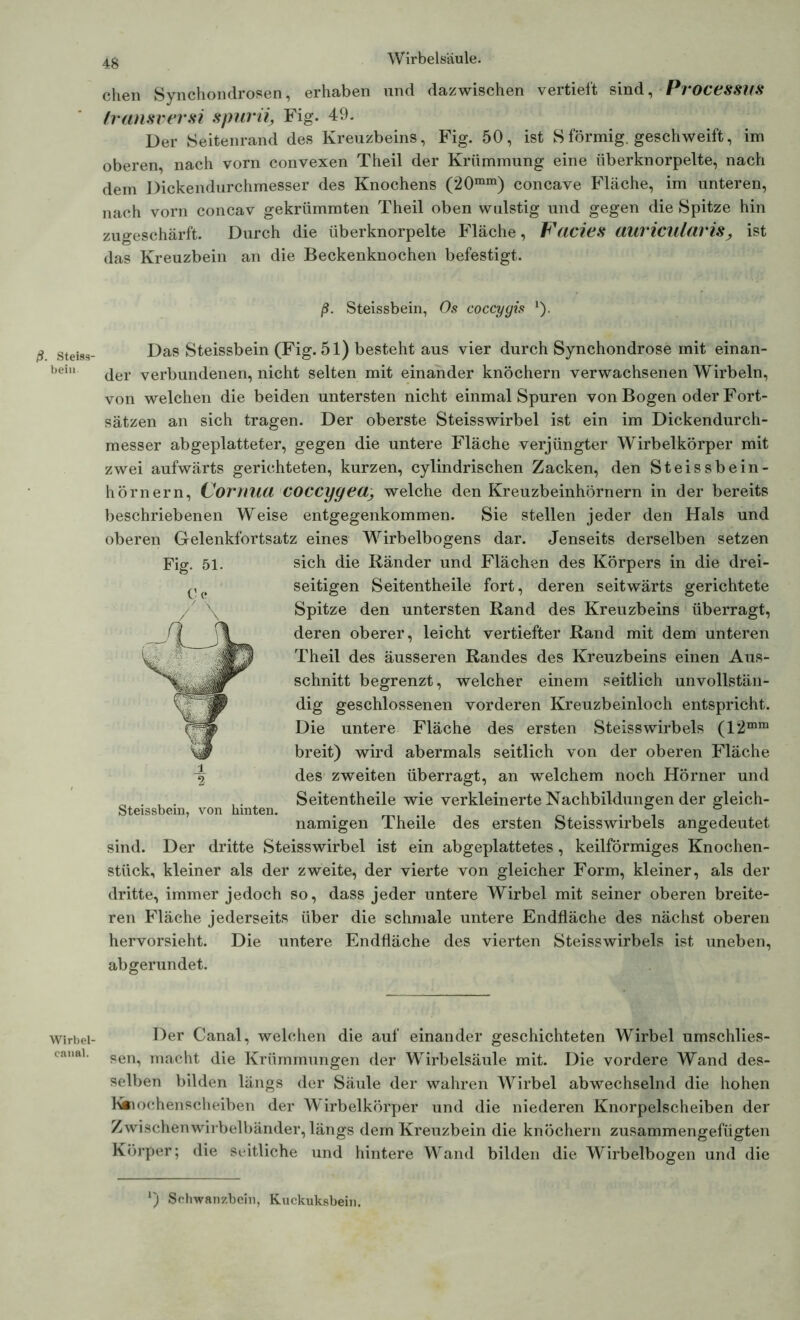 ß. Steiss- bein Wirbel- catial. 4g Wirbelsäule. chen Synchondrosen, erhaben und dazwischen vertieft sind, Processus transversi spurii, Fig. 49. Der Seitenrand des Kreuzbeins, Fig. 50, ist Sförmig, geschweift, im oberen, nach vorn convexen Theil der Krümmung eine überknorpelte, nach dem Dickendurchmesser des Knochens (20mm) concave Fläche, im unteren, nach vorn concav gekrümmten Theil oben wulstig und gegen die Spitze hin zugeschärft. Durch die überknorpelte Fläche, Facies auvicularis, ist das Kreuzbein an die Beckenknochen befestigt. ß. Steissbein, Os coccygis 1). Das Steissbein (Fig. 51) besteht aus vier durch Synchondrose mit einan- der verbundenen, nicht selten mit einander knöchern verwachsenen Wirbeln, von welchen die beiden untersten nicht einmal Spuren von Bogen oder Fort- sätzen an sich tragen. Der oberste Steisswirbel ist ein im Dickendurch- messer abgeplatteter, gegen die untere Fläche verjüngter Wirbelkörper mit zwei aufwärts gerichteten, kurzen, cylindrischen Zacken, den Steissbein- hörnern, Cornua coccygea, welche den Kreuzbeinhörnern in der bereits beschriebenen Weise entgegenkommen. Sie stellen jeder den Hals und oberen Gelenkfortsatz eines Wirbelbogens dar. Jenseits derselben setzen Fig. 51. sich die Ränder und Flächen des Körpers in die drei- ^ seitigen Seitentheile fort, deren seitwärts gerichtete /x \ Spitze den untersten Rand des Kreuzbeins überragt, f deren oberer, leicht vertiefter Rand mit dem unteren Theil des äusseren Randes des Kreuzbeins einen Aus- schnitt begrenzt, welcher einem seitlich unvollstän- dig geschlossenen vorderen Kreuzbeinloch entspricht. Die untere Fläche des ersten Steisswirbels (12mm breit) wird abermals seitlich von der oberen Fläche -2 des zweiten überragt, an welchem noch Hörner und _ . , . ,. Seitentheile wie verkleinerte Nachbildungen der gleich- Steissbein, von hinten. . ° ° namigen Theile des ersten Steisswirbels angedeutet sind. Der dritte Steisswirbel ist ein abgeplattetes, keilförmiges Knochen- stück, kleiner als der zweite, der vierte von gleicher Form, kleiner, als der dritte, immer jedoch so, dass jeder untere Wirbel mit seiner oberen breite- ren Fläche jederseits über die schmale untere Endfläche des nächst oberen hervorsieht. Die untere Endfläche des vierten Steisswirbels ist uneben, abgerundet. Der Canal, welchen die auf einander geschichteten Wirbel umschlies- sen, macht die Krümmungen der Wirbelsäule mit. Die vordere Wand des- selben bilden längs der Säule der wahren Wirbel abwechselnd die hohen Vm ochenscheiben der Wirbelkörper und die niederen Knorpelscheiben der Zwischenwirbelbänder, längs dem Kreuzbein die knöchern zusammengefügten Körper; die seitliche und hintere Wand bilden die Wirbelbogen und die *) Schwanzbein, Kuckuksbein.