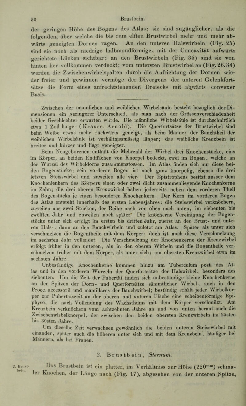 2. Brust- bein. der geringen Höhe des Bogens des Atlas; sie sind zugänglicher, als die folgenden, über welche die bis zum elften Brustwirbel mehr und mehr ab- O ' wärts geneigten Dornen ragen. An den unteren Halswirbeln (Fig. 25) sind sie noch als niedrige halbmondförmige, mit der Concavität aufwärts gerichtete Lücken sichtbar; an den Brustwirbeln (Fig. 35) sind sie von hinten her vollkommen verdeckt; vom untersten Brustwirbel an (Fig. 26.34) werden die Zwischenwirbelspalten durch die Aufrichtung der Dornen wie- der freier und gewinnen vermöge der Divergenz der unteren Gelenkfort- sätze die Form eines aufrechtstehen den Dreiecks mit abwärts convexer Basis. Zwischen der männlichen und weiblichen Wirbelsäule besteht bezüglich der Di- mensionen ein geringerer Unterschied, als man nach der Grössenverschiedenheit beider Geschlechter erwarten würde. Die männliche Wirbelsäule ist durchschnittlich etwa 1 Zoll länger (Krause, Arnold). Die Querfortsätze der Brustwirbel sind beim Weibe etwas mehr rückwärts geneigt, als beim Manne; der Bauchtheil der weiblichen Wirbelsäule ist verhältnissmässig länger; das weibliche Kreuzbein ist breiter und kürzer und liegt geneigter. Beim Neugeborenen enthält die Mehrzahl der Wirbel drei Knochenstücke, eins im Körper, an beiden Endflächen von Knorpel bedeckt, zwei im Bogen, welche an der Wurzel des Wirbeldorns zusammenstossen. Im Atlas finden sich nur diese bei- den Bogenstücke; sein vorderer Bogen ist noch ganz knorpelig, ebenso die drei letzten Steisswirbel und zuweilen alle vier. Der Epistropheus besitzt ausser dem Knochenlenkern des Körpers einen oder zwei dicht zusammenliegende Knochenkerne im Zahn; die drei oberen Kreuzwirbel haben jederseits neben dem vorderen Theil des Bogenstücks je einen besonderen Knochenkern. Der Kern im vorderen Bogen des Atlas entsteht innerhalb des ersten Lebensjahres; die Steisswirbel verknöchern, zuweilen aus zwei Stücken, der Reihe nach von oben nach unten, im siebenten bis zwölften Jahr und zuweilen noch später? Die knöcherne Vereinigung der Bogen- stücke unter sich erfolgt im ersten bis dritten Jahr, zuerst an den Brust- und unte- ren Hals- , dann an den Bauchwirbeln und zuletzt am Atlas. Später als unter sich verschmelzen die Bogentheile mit dem Körper; doch ist auch diese Verschmelzung im sechsten Jahr vollendet. Die Verschmelzung der Knochenkerne der Kreuzwirbel erfolgt früher in den unteren, als in den oberen Wirbeln und die Bogentheile ver- schmelzen früher mit dem Körper, als unter sich; am obersten Kreuzwirbel etwa im sechsten Jahre. Unbeständige Knochenkerne kommen hinzu am Tuberculum post, des At- las und in den vorderen Wurzeln der Querfortsätze der Halswirbel, besonders des siebenten. Um die Zeit der Pubertät finden sich unbeständige kleine Knochenkerne an den Spitzen der Dorn- und Querfortsätze sämmtlicher Wirbel, auch in den Procc. accessorii und mamillares der Bauchwirbel; beständig erhält jeder Wirbelkör- per zur Pubertätszeit an der oberen und unteren Fläche eine scheibenlörmige Epi- physe, die nach Vollendung des Wachsthums mit dem Körper verschmilzt. Am Kreuzbein verknöchern vom achtzehnten Jahre an und von unten herauf' auch die Zwischenwirbelknorpel, der zwischen den beiden obersten Kreuzwirbeln im 25sten bis 30sten Jahre. Um dieselbe Zeit verwachsen gewöhnlich die beiden unteren Steisswirbel mit einander, später auch die höheren unter sich und mit dem Kreuzbein, häufiger bei Männern, als hei Frauen. 2. Brustbein, Sternum. Das Brustbein ist ein platter, im Verhältniss zur Höhe (220mni) schma- ler Knochen, der Länge nach (Fig. 17), abgesehen von der unteren Spitze,