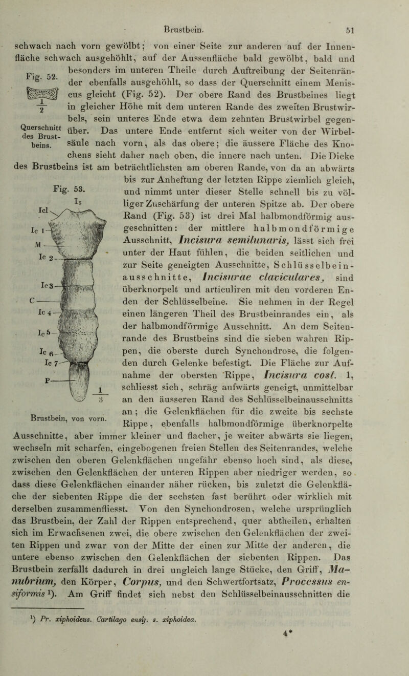 schwach nach vorn gewölbt; von einer Seite zur anderen auf der Innen- fläche schwach ausgehöhlt, auf der Aussenfläche bald gewölbt, bald und F‘ 52 ^eson(^ers unteren Theile durch Auftreibung der Seitenrän- * der ebenfalls ausgehöhlt, so dass der Querschnitt einem Menis- cus gleicht (Fig. 52). Der obere Rand des Brustbeines liegt ~2 in gleicher Höhe mit dem unteren Rande des zweiten Brustwir- bels, sein unteres Ende etwa dem zehnten Brustwirbel gegen- Querschmtt über> Das untere Ende entfernt sich weiter von der Wirbel- des Brust- . beins. säule nach vorn, als das obere; die äussere Fläche des Kno- chens sieht daher nach oben, die innere nach unten. Die Dicke des Brustbeins ist am beträchtlichsten am oberen Rande, von da an abwärts bis zur Anheftung der letzten Rippe ziemlich gleich, und nimmt unter dieser Stelle schnell bis zu völ- liger Zuschärfung der unteren Spitze ab. Der obere Rand (Fig. 53) ist drei Mal halbmondförmig aus- geschnitten: der mittlere halbmondförmige Ausschnitt, Incisura semilunaris^ lässt sich frei unter der Haut fühlen, die beiden seitlichen und zur Seite geneigten Ausschnitte, Schlüsselbein- ausschnitte, Incisurae claviculareSj, sind überknorpelt und articuliren mit den vorderen En- den der Schlüsselbeine. Sie nehmen in der Regel einen längeren Theil des Brustbeinrandes ein, als der halbmondförmige Ausschnitt. An dem Seiten- rande des Brustbeins sind die sieben wahren Rip- pen, die oberste durch Synchondrose, die folgen- den durch Gelenke befestigt. Die Fläche zur Auf- nahme der obersten Rippe, Incisura COSl. 1, schliesst sich, schräg aufwärts geneigt, unmittelbar an den äusseren Rand des Schlüsselbeinausschnitts an; die Gelenkflächen für die zweite bis sechste Rippe, ebenfalls halbmondförmige überknorpelte Ausschnitte, aber immer kleiner und flacher, je weiter abwärts sie liegen, wechseln mit scharfen, eingebogenen freien Stellen des Seitenrandes, welche zwischen den oberen Gelenkflächen ungefähr ebenso hoch sind, als diese, zwischen den Gelenkflächen der unteren Rippen aber niedriger werden, so dass diese Gelenkflächen einander näher rücken, bis zuletzt die Gelenkflä- che der siebenten Rippe die der sechsten fast berührt oder wirklich mit derselben zusammenfliesst. Yon den Synchondrosen, welche ursprünglich das Brustbein, der Zahl der Rippen entsprechend, quer abtheilen, erhalten sich im Erwachsenen zwei, die obere zwischen den Gelenkflächen der zwei- ten Rippen und zwar von der Mitte der einen zur Mitte der anderen, die untere ebenso zwischen den Gelenkflächen der siebenten Rippen. Das Brustbein zerfällt dadurch in drei ungleich lange Stücke, den Griff, Ma- nubrium, den Körper, Corpus, und den Schwertfortsatz, Processus en- siformisJ). Am Griff findet sich nebst den Schlüsselbeinausschnitten die *) Pr. xiphoideus. Cartilago ensij. s. xiphoidea. Fig. 53. Is Brustbein, von vorn. 4*