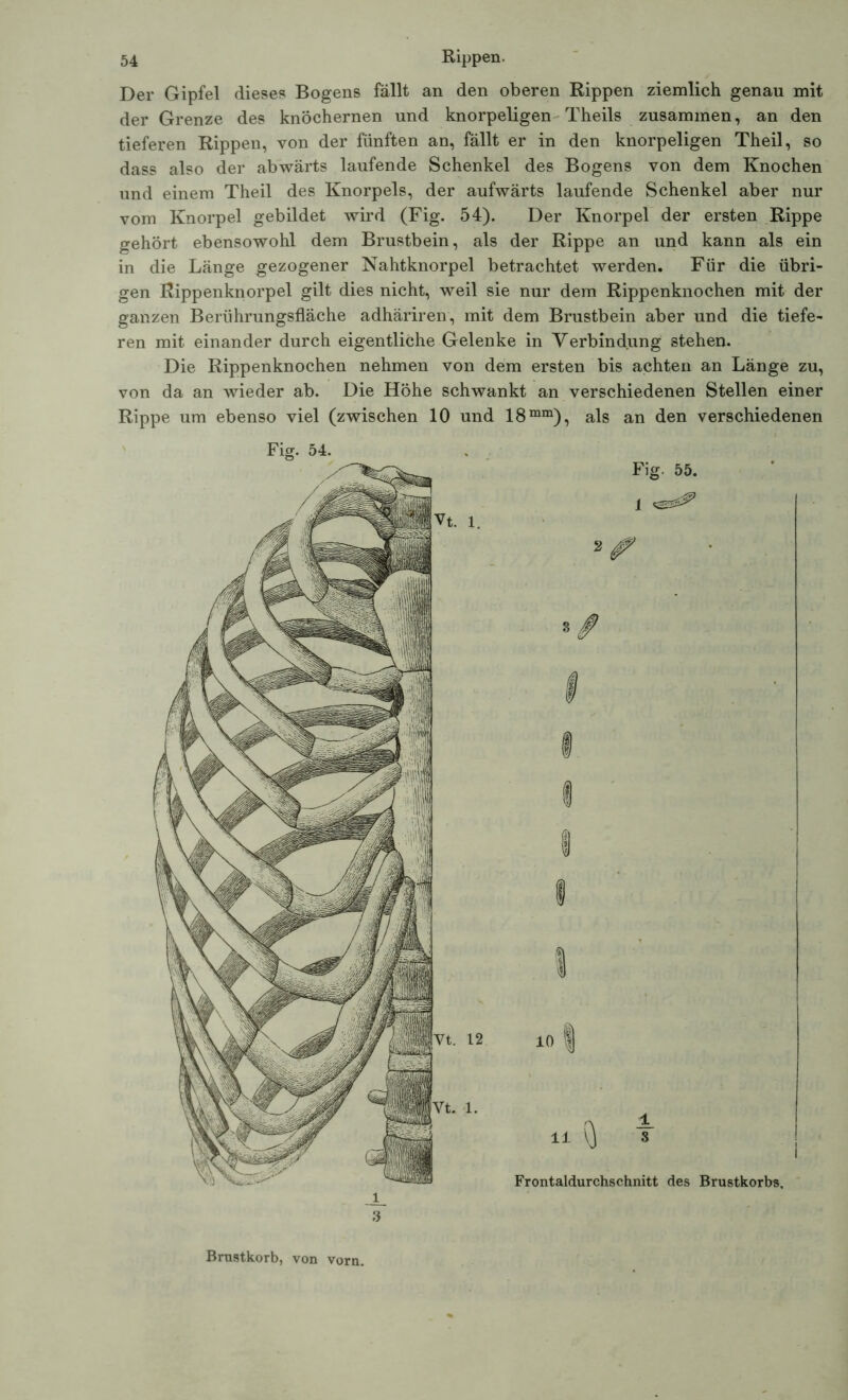 Der Gipfel dieses Bogens fällt an den oberen Rippen ziemlich genau mit der Grenze des knöchernen und knorpeligen Theils zusammen, an den tieferen Rippen, von der fünften an, fällt er in den knorpeligen Theil, so dass also der abwärts laufende Schenkel des Bogens von dem Knochen und einem Theil des Knorpels, der aufwärts laufende Schenkel aber nur vom Knorpel gebildet wird (Fig. 54). Der Knorpel der ersten Rippe gehört ebensowohl dem Brustbein, als der Rippe an und kann als ein in die Länge gezogener Nahtknorpel betrachtet werden. Für die übri- gen Rippenknorpel gilt dies nicht, weil sie nur dem Rippenknochen mit der ganzen Berührungsfläche adhäriren, mit dem Brustbein aber und die tiefe- ren mit einander durch eigentliche Gelenke in Verbindung stehen. Die Rippenknochen nehmen von dem ersten bis achten an Länge zu, von da an wieder ab. Die Höhe schwankt an verschiedenen Stellen einer Rippe um ebenso viel (zwischen 10 und 18mm), als an den verschiedenen Brustkorb, von vorn.
