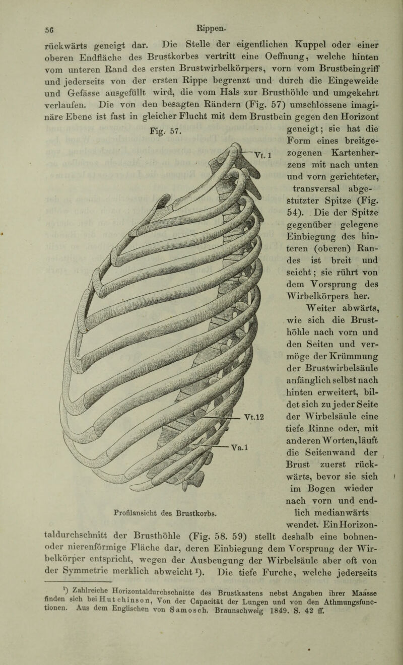 rückwärts geneigt dar. Die Stelle der eigentlichen Kuppel oder einer oberen Endfläche des Brustkorbes vertritt eine Oeffnung, welche hinten vom unteren Rand des ersten Brustwirbelkörpers, vorn vom Brustbeingriff und jederseits von der ersten Rippe begrenzt und durch die Eingeweide und Gefässe ausgefüllt wird, die vom Hals zur Brusthöhle und umgekehrt verlaufen. Die von den besagten Rändern (Fig. 57) umschlossene imagi- näre Ebene ist fast in gleicher Flucht mit dem Brustbein gegen den Horizont Fig 57. geneigt; sie hat die Form eines breitge- 2 zogenen Kartenher- zens mit nach unten und vorn gerichteter, transversal abge- stutzter Spitze (Fig. 54). Die der Spitze gegenüber gelegene Einbiegung des hin- teren (oberen) Ran- des ist breit und seicht; sie rührt von dem Vorsprung des Wirbelkörpers her. Weiter abwärts, wie sich die Brust- höhle nach vorn und den Seiten und ver- möge der Krümmung der Brustwirbelsäule anfänglich selbst nach hinten erweitert, bil- det sich zu jeder Seite der Wirbelsäule eine tiefe Rinne oder, mit anderen W orten, läuft die Seitenwand der Brust zuerst rück- wärts, bevor sie sich im Bogen wieder nach vorn und end- lich medianwärts wendet. Ein Horizon- taldurchschnitt der Brusthöhle (Fig. 58. 59) stellt deshalb eine bohnen- oder nierenförmige Fläche dar, deren Einbiegung dem Vorsprung der Wir- belkörper entspricht, wegen der Ausbeugung der Wirbelsäule aber oft von der Symmetrie merklich ab weicht *). Die tiefe Furche, welche jederseits Profilansicht des Brustkorbs. ) Zahlreiche Horizontaldurchschnitte des Brustkastens nebst Angaben ihrer Maässe finden sich bei Hut chinson, Von der Capacität der Lungen und von den Athmungsfunc- tionen. Aus dem Englischen von Samosch. Braunschweig 1849. S. 42 ff.