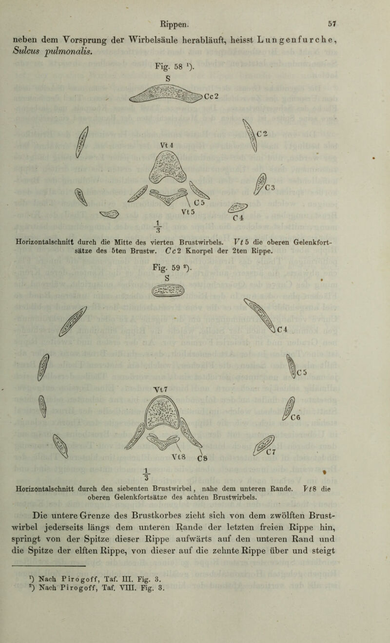 neben dem Vorsprung der Wirbelsäule herabläuft, heisst Lungenfurche, Sulcus pulmoncdis. Fig. 58 l). Horizontalschnitt durch die Mitte des vierten Brustwirbels. Vtf) die oberen Gelenkfort- sätze des 5ten Brustw. Cc 2 Knorpel der 2ten Rippe. Fig. 59 2). S Horizontalschnitt durch den siebenten Brustwirbel, nahe dem unteren Rande. p78 die oberen Gelenkfortsätze des achten Brustwirbels. Die untere Grenze des Brustkorbes zieht sich von dem zwölften Brust- wirbel jederseits längs dem unteren Rande der letzten freien Rippe hin, springt von der Spitze dieser Rippe aufwärts auf den unteren Rand und die Spitze der elften Rippe, von dieser auf die zehnte Rippe über und steigt T) Nach Pirogoff, Taf. III. Fig. 3. 2) Nach Pirogoff, Taf. Vm. Fig. 3.
