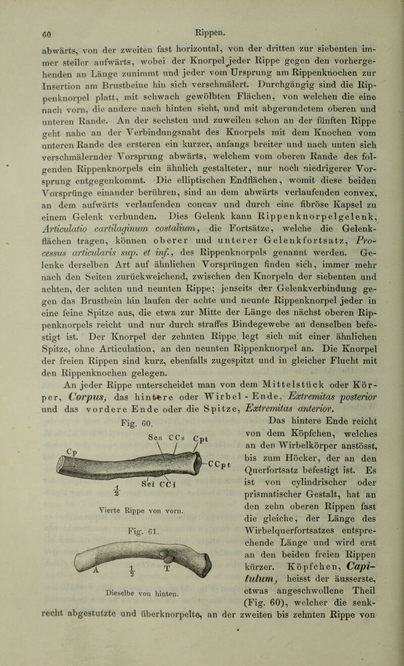 abwärts, von der zweiten fast horizontal, von der dritten zur siebenten im- mer steiler aufwärts, wobei der Knorpel jeder Rippe gegen den vorherge- henden an Länge zunimmt und jeder vom Ursprung am Rippenkriochen zur Insertion am Brustbeine hin sich verschmälert. Durchgängig sind die Rip- penknorpel platt, mit schwach gewölbten Flächen, von welchen die eine nach vorn, die andere nach hinten sieht, und mit abgerundetem oberen und unteren Rande. An der sechsten und zuweilen schon an der fünften Rippe geht nahe an der Verbindungsnaht des Knorpels mit dem Knochen vom unteren Rande des ersteren ein kurzer, anfangs breiter und nach unten sich verschmälernder Vorsprung abwärts, welchem vom oberen Rande des fol- genden Rippenknorpels ein ähnlich gestalteter, nur noch niedrigerer Vor- sprung entgegenkommt. Die elliptischen Endflächen, womit diese beiden Vorsprünge einander berühren, sind an dem abwärts verlaufenden convex, an dem aufwärts verlaufenden concav und durch eine fibröse Kapsel zu einem Gelenk verbunden. Dies Gelenk kann Rippenknorpelgelenk, Articulatio cartilaginum costalium, die Fortsätze, welche die Gelenk- flächen tragen, können oberer und unterer Gelenkfortsatz, Pro- cessus articularis sup. et inf., des Rippenknorpels genannt werden. Ge- lenke derselben Art auf ähnlichen Vorsprüngen finden sich, immer mehr nach den Seiten zurückweichend, zwischen den Knorpeln der siebenten und achten, der achten und neunten Rippe; jenseits d^r Gelenkverbindung ge- gen das Brustbein hin laufen der achte und neunte Rippenknorpel jeder in eine feine Spitze aus, die etwa zur Mitte der Länge des nächst oberen Rip- penknorpels reicht und nur durch straffes Bindegewebe an denselben befe- stigt ist. Der Knorpel der zehnten Rippe legt sich mit einer ähnlichen Spitze, ohne Articulation, an den neunten Rippenknorpel an. Die Knorpel der freien Rippen sind kurz, ebenfalls zugespitzt und in gleicher Flucht mit den Rippenknochen gelegen. An jeder Rippe unterscheidet man von dem Mittelstück oder Kör- per, Corpus, das hintere oder Wirbel - Ende. Extremitas posterior und das vordere Ende oder die Spitze, Extremitas anterior. Fig. GO. L)as hintere Ende reicht Scs CCs c«t von dem Köpfchen, welches an den Wirbelkörper anstösst, bis zum Höcker, der an den Querfortsatz befestigt ist. Es ist von cylindrischer oder prismatischer Gestalt, hat an den zehn oberen Rippen fast die gleiche, der Länge des Wirbelquerfortsatzes entspre- chende Länge und wird erst an den beiden freien Rippen kürzer. Köpfchen, Capi- tulum, heisst der äusserste, etwas angeschwollene Theil (Fig. 60), welcher die senk- recht abgestutzte und iiberknorpelte, an der zweiten bis zehnten Rippe von C Cp t Sei CCi Vierte Rippe von vorn. Fig. Gl. Dieselbe von hinten.