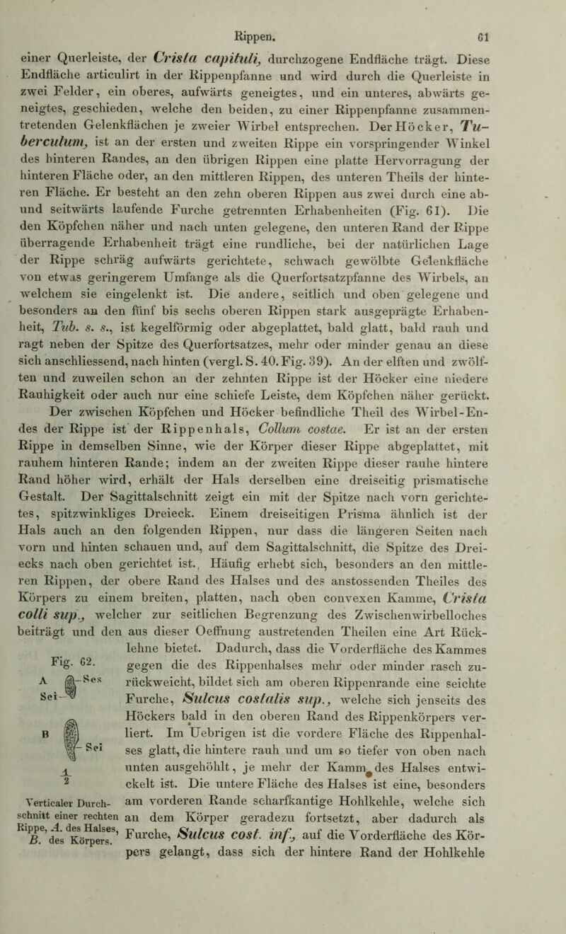 einer Querleiste, der Crista capituli, durchzogene Endfläche trägt. Diese Endfläche articulirt in der Rippenpfanne und wird durch die Querleiste in zwei Felder, ein oberes, aufwärts geneigtes, und ein unteres, abwärts ge- neigtes, geschieden, welche den beiden, zu einer Rippenpfanne zusammen- tretenden Gelenkflächen je zweier Wirbel entsprechen. Der Höcker, 'Tu- berculum, ist an der ersten und zweiten Rippe ein vorspringender Winkel des hinteren Randes, an den übrigen Rippen eine platte Hervorragung der hinteren Fläche oder, an den mittleren Rippen, des unteren Theils der hinte- ren Fläche. Er besteht an den zehn oberen Rippen aus zwei durch eine ab- und seitwärts laufende Furche getrennten Erhabenheiten (Fig. 61). Die den Köpfchen näher und nach unten gelegene, den unteren Rand der Rippe überragende Erhabenheit trägt eine rundliche, bei der natürlichen Lage der Rippe schräg aufwärts gerichtete, schwach gewölbte Gelenkfläche von etwas geringerem Umfange als die Querfortsatzpfanne des Wirbels, an welchem sie eingelenkt ist. Die andere, seitlich und oben gelegene und besonders an den fünf bis sechs oberen Rippen stark ausgeprägte Erhaben- heit, Tub. s. s., ist kegelförmig oder abgeplattet, bald glatt, bald rauh und ragt neben der Spitze des Querfortsatzes, mehr oder minder genau an diese sich anschliessend, nach hinten (vergl. S. 40. Fig. 39). An der elften und zwölf- ten und zuweilen schon an der zehnten Rippe ist der Höcker eine niedere Rauhigkeit oder auch nur eine schiefe Leiste, dem Köpfchen näher gerückt. Der zwischen Köpfchen und Höcker befindliche Theil des Wirbel-En- des der Rippe ist der Rippenhals, Collum costae. Er ist an der ersten Rippe in demselben Sinne, wie der Körper dieser Rippe abgeplattet, mit rauhem hinteren Rande; indem an der zweiten Rippe dieser rauhe hintere Rand höher wird, erhält der Hals derselben eine dreiseitig prismatische Gestalt. Der Sagittalschnitt zeigt ein mit der Spitze nach vorn gerichte- tes, spitzwinkliges Dreieck. Einem dreiseitigen Prisma ähnlich ist der Hals auch an den folgenden Rippen, nur dass die längeren Seiten nach vorn und hinten schauen und, auf dem Sagittalschnitt, die Spitze des Drei- ecks nach oben gerichtet ist. f Häufig erhebt sich, besonders an den mittle- ren Rippen, der obere Rand des Halses und des anstossenden Theiles des Körpers zu einem breiten, platten, nach oben convexen Kamme, Crista colli sup., welcher zur seitlichen Begrenzung des Zwischenwirbelloches beiträgt und den aus dieser Oeffhung austretenden Theilen eine Art Rück- lehne bietet. Dadurch, dass die Vorderfläche des Kammes Fig. 62. gegen die des Rippenhalses mehr oder minder rasch zu- A §TSeS rückweicht, bildet sich am oberen Rippenrande eine seichte Sct--^ Furche, Sulcus coslalis sup., welche sich jenseits des Höckers bald in den oberen Rand des Rippenkörpers ver- B liert. Im Uebrigen ist die vordere Fläche des Rippenhai- W- Sei ses glatt, die hintere rauh und um so tiefer von oben nach d unten ausgehöhlt, je mehr der Kamm#des Halses entwi- ckelt ist. Die untere Fläche des Halses ist eine, besonders Verticaler Durch- am vorderen Rande scharfkantige Hohlkehle, welche sich schnitt einer rechten an dem Körper geradezu fortsetzt, aber dadurch als RlT’dtdKöft«rs.a’ Furche> Sulcus cost. inf., auf die Vorderfläche des Kör- pers gelangt, dass sich der hintere Rand der Hohlkehle