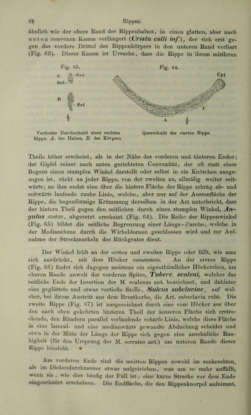 ähnlich wie der obere Rand des Rippenhalses, in einen glatten, aber nach unten convexen Kamm verlängert (Crista colli inf?), der sich erst ge- gen das vordere Drittel des Rippenkörpers in den unteren Rand verliert (Fig. 63). Dieser Kamm ist Ursache, dass die Rippe in ihrem mittleren Verticaler Durchschnitt einer rechten Querschnitt der vierten Rippe. Rippe. A. des Halses, B. des Körpers. Theile höher erscheint, als in der Nähe des vorderen und hinteren Endes; der Gipfel seiner nach unten gerichteten Convexität, der oft statt eines Bogens einen stumpfen Winkel darstellt oder selbst in ein Knötchen ausge- zogen ist, rückt an jeder Rippe, von der zweiten an, allmälig weiter seit- wärts; an ihm endet eine über die hintere Fläche der Rippe schräg ab- und seitwärts laufende rauhe Linie, welche, aber nur auf der Aussenfläche der Rippe, die bogenförmige Krümmung derselben in der Art unterbricht, dass der hintere Theil gegen den seitlichen durch einen stumpfen Winkel, An- gullis costae, abgesetzt erscheint (Fig. 64). Die Reihe der Rippenwinkel (Fig. 65) bildet die seitliche Begrenzung einer Längs - Furche, welche in der Medianebene durch die Wirbeldornen geschlossen wird und zur Auf- nahme der Streckmuskeln des Rückgrates dient. Der Winkel fehlt an der ersten und zweiten Rippe oder fällt, wie man sich ausdrückt, mit dem Höcker zusammen. An der ersten Rippe (Fig. 66) findet sich dagegen meistens ein eigentümliches Höckerchen, am oberen Rande unweit der vorderen Spitze, Tuberc. SCaleniwelches das seitliche Ende der Insertion des M. scalenus ant. bezeichnet, und dahinter eine geglättete und etwas vertiefte Stelle, Sulcus subclaviae, auf wel- cher, bei ihrem Austritt aus dem Brustkörbe, die Art. subsclavia ruht. Die zweite Rippe (Fig. 67) ist ausgezeichnet durch eine vom Höcker aus über den nach oben gekehrten hinteren Theil der äusseren Fläche sich erstre- ckende, den Rändern parallel verlaufende scharfe Linie, welche diese Fläche in eine lateral- und eine medianwärts gewandte Abdachung scheidet und etwa in der Mitte der Länge der Rippe sich gegen eine ansehnliche Rau- higkeit (für den Ursprung des M. serratus ant.) am unteren Rande dieser Rippe hinzieht. • Am vorderen Ende sind die meisten Rippen sowohl im senkrechten, als im Dickendurchmesser etwas aufgetrieben, was um so mehr auffällt, wenn sie, wie dies häufig der Fall ist, eine kurze Strecke vor dem Ende eingeschnürt erscheinen. Die Endfläche, die den Rippenknorpel aufnimmt,