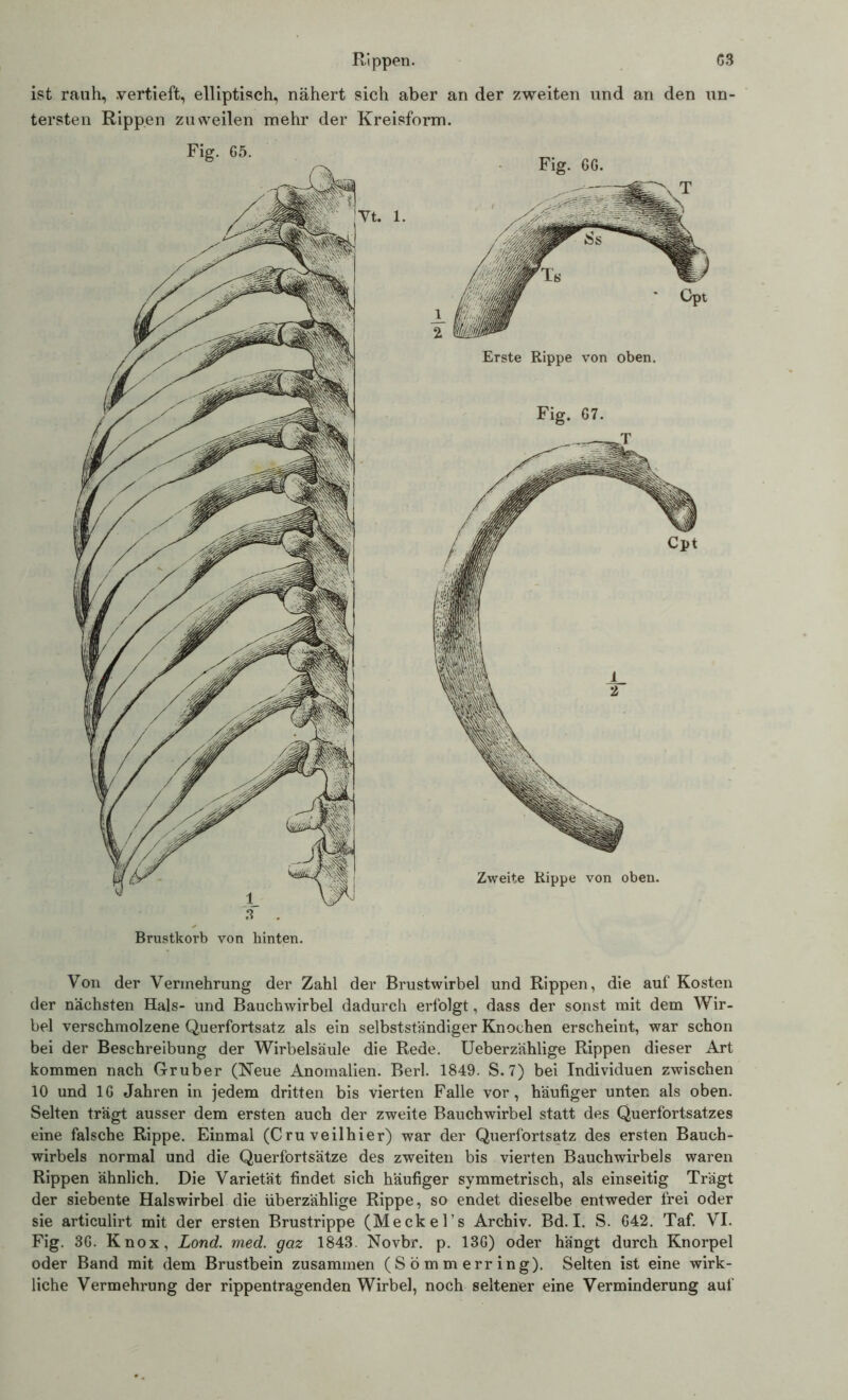 ist rauh, vertieft, elliptisch, nähert sich aber an der zweiten und an den un- tersten Rippen zuweilen mehr der Kreisform. Fig. 65. & Fig. CG. 2 Erste Rippe von oben. Fig. 67 Zweite Rippe von oben. Brustkorb von hinten. Von der Vermehrung der Zahl der Brustwirbel und Rippen, die auf Kosten der nächsten Hals- und Bauchwirbel dadurch erfolgt, dass der sonst mit dem Wir- bel verschmolzene Querfortsatz als ein selbstständiger Knochen erscheint, war schon bei der Beschreibung der Wirbelsäule die Rede. Ueberzählige Rippen dieser Art kommen nach Gruber (Neue Anomalien. Berl. 1849. S. 7) bei Individuen zwischen 10 und 16 Jahren in jedem dritten bis vierten Falle vor, häufiger unten als oben. Selten trägt ausser dem ersten auch der zweite Bauchwirbel statt des Querfortsatzes eine falsche Rippe. Einmal (C ru veilhier) war der Querfortsatz des ersten Bauch- wirbels normal und die Querfortsätze des zweiten bis vierten Bauchwirbels waren Rippen ähnlich. Die Varietät findet sich häufiger symmetrisch, als einseitig Trägt der siebente Halswirbel die überzählige Rippe, so endet dieselbe entweder frei oder sie articulirt mit der ersten Brustrippe (Meckel’s Archiv. Bd. I. S. 642. Taf. VI. Fig. 36. Knox, Lond. med. gaz 1843. Novbr. p. 136) oder hängt durch Knorpel oder Band mit dem Brustbein zusammen (Sömmerring). Selten ist eine wirk- liche Vermehrung der rippentragenden Wirbel, noch seltener eine Verminderung auf