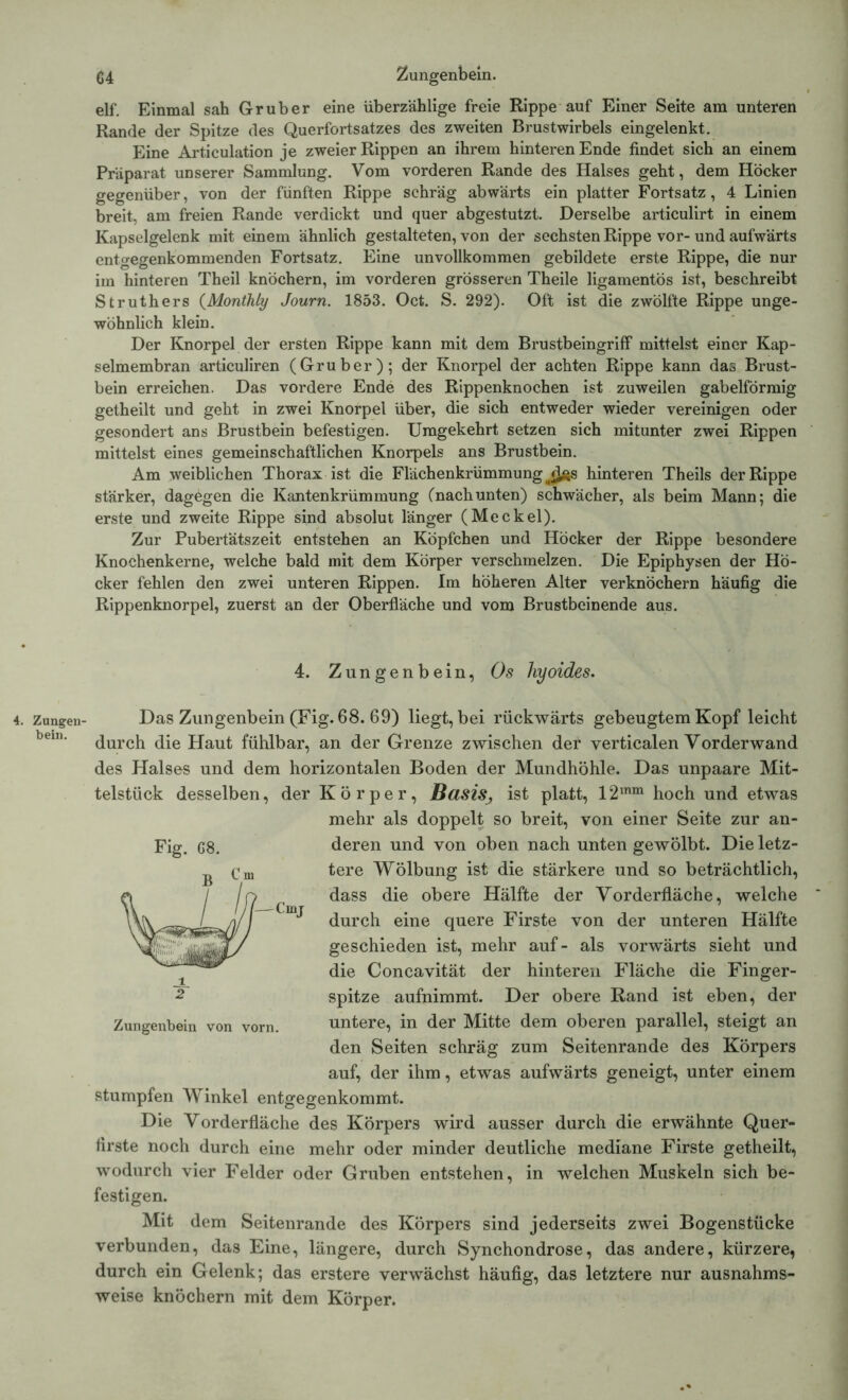 elf. Einmal sah Gr über eine überzählige freie Rippe auf Einer Seite am unteren Rande der Spitze des Querfortsatzes des zweiten Brustwirbels eingelenkt. Eine Articulation je zweier Rippen an ihrem hinteren Ende findet sich an einem Präparat unserer Sammlung. Vom vorderen Rande des Halses geht, dem Höcker gegenüber, von der fünften Rippe schräg abwärts ein platter Fortsatz, 4 Linien breit, am freien Rande verdickt und quer abgestutzt. Derselbe articulirt in einem Kapselgelenk mit einem ähnlich gestalteten, von der sechsten Rippe vor- und aufwärts entgegenkommenden Fortsatz. Eine unvollkommen gebildete erste Rippe, die nur im hinteren Theil knöchern, im vorderen grösseren Theile ligamentös ist, beschreibt Struthers (Monthly Journ. 1853. Oct. S. 292). Oft ist die zwölfte Rippe unge- wöhnlich klein. Der Knorpel der ersten Rippe kann mit dem BrustbeingrifF mittelst einer Kap- selmembran articuliren (Gruber); der Knorpel der achten Rippe kann das Brust- bein erreichen. Das vordere Ende des Rippenknochen ist zuweilen gabelförmig getheilt und geht in zwei Knorpel über, die sich entweder wieder vereinigen oder gesondert ans Brustbein befestigen. Umgekehrt setzen sich mitunter zwei Rippen mittelst eines gemeinschaftlichen Knorpels ans Brustbein. Am weiblichen Thorax ist die Flächenkrümmung ä^s hinteren Theils der Rippe stärker, dagegen die Kantenkrümmung (nachunten) schwächer, als beim Mann; die erste und zweite Rippe sind absolut länger (Meckel). Zur Pubertätszeit entstehen an Köpfchen und Höcker der Rippe besondere Knochenkerne, welche bald mit dem Körper verschmelzen. Die Epiphysen der Hö- cker fehlen den zwei unteren Rippen. Im höheren Alter verknöchern häufig die Rippenknorpel, zuerst an der Oberfläche und vom Brustbeinende aus. 4. Zungenbein, Os hyoides. Zungen- bein. Fig. G8. Das Zungenbein (Fig. 68. 69) liegt, bei rückwärts gebeugtem Kopf leicht durch die Haut fühlbar, an der Grenze zwischen der verticalen Vorderwand des Halses und dem horizontalen Boden der Mundhöhle. Das unpaare Mit- telstück desselben, der Körper, Basis•, ist platt, 12mm hoch und etwas mehr als doppelt so breit, von einer Seite zur an- deren und von oben nach unten gewölbt. Die letz- tere Wölbung ist die stärkere und so beträchtlich, dass die obere Hälfte der Vorderfläche, welche durch eine quere Firste von der unteren Hälfte geschieden ist, mehr auf- als vorwärts sieht und die Concavität der hinteren Fläche die Finger- spitze aufnimmt. Der obere Rand ist eben, der untere, in der Mitte dem oberen parallel, steigt an den Seiten schräg zum Seitenrande des Körpers auf, der ihm, etwas aufwärts geneigt, unter einem Zungenbein von vorn. stumpfen Winkel entgegenkommt. Die Vorderfläche des Körpers wird ausser durch die erwähnte Quer- firste noch durch eine mehr oder minder deutliche mediane Firste getheilt, wodurch vier Felder oder Gruben entstehen, in welchen Muskeln sich be- festigen. Mit dem Seitenrande des Körpers sind jederseits zwei Bogenstücke verbunden, das Eine, längere, durch Synchondrose, das andere, kürzere, durch ein Gelenk; das erstere verwächst häufig, das letztere nur ausnahms- weise knöchern mit dem Körper.