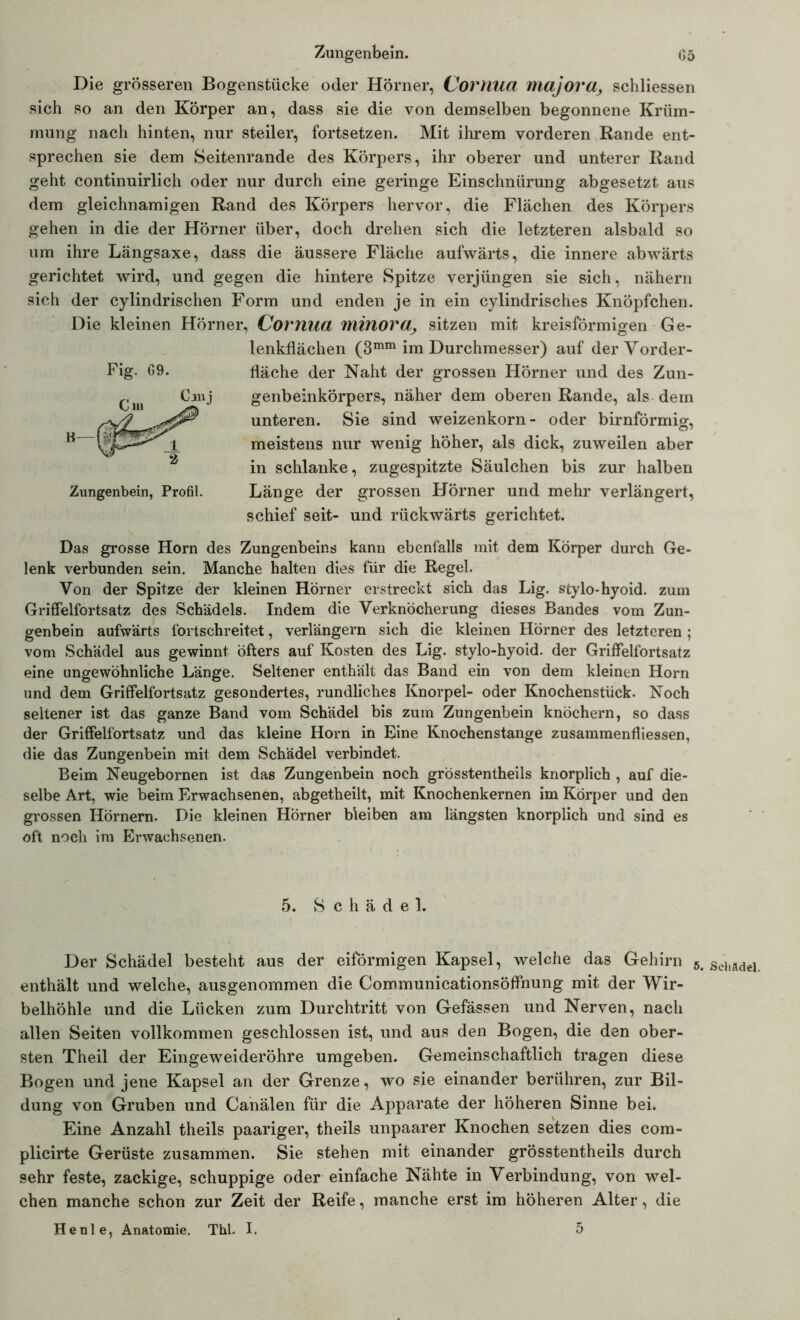 Zungenbein. G5 Die grösseren Bogenstücke oder Hörner, Cortiua majortl, schliessen sich so an den Körper an, dass sie die von demselben begonnene Krüm- mung nach hinten, nur steiler, fortsetzen. Mit ihrem vorderen Bande ent- sprechen sie dem Seitenrande des Körpers, ihr oberer und unterer Rand geht continuirlich oder nur durch eine geringe Einschnürung abgesetzt aus dem gleichnamigen Rand des Körpers hervor, die Flächen des Körpers gehen in die der Hörner über, doch drehen sich die letzteren alsbald so um ihre Längsaxe, dass die äussere Fläche aufwärts, die innere abwärts gerichtet wird, und gegen die hintere Spitze verjüngen sie sich, nähern sich der cylindrischen Form und enden je in ein cylindrisches Knöpfchen. Die kleinen Hörner, Cornua minora, sitzen mit kreisförmigen Ge- lenkflächen (3mm im Durchmesser) auf der Vorder- fläche der Naht der grossen Hörner und des Zun- genbeinkörpers, näher dem oberen Rande, als dem unteren. Sie sind weizenkorn- oder bimförmig, meistens nur wenig höher, als dick, zuweilen aber in schlanke, zugespitzte Säulchen bis zur halben Länge der grossen Hörner und mehr verlängert, schief seit- und rückwärts gerichtet. Fig. G9. Cm Cmj b—m Zungenbein, Profil. Das grosse Horn des Zungenbeins kann ebenfalls mit dem Körper durch Ge- lenk verbunden sein. Manche halten dies für die Regel. Von der Spitze der kleinen Hörner erstreckt sich das Lig. stylo-hyoid. zum Griffelfortsatz des Schädels. Indem die Verknöcherung dieses Bandes vom Zun- genbein aufwärts fortschreitet, verlängern sich die kleinen Hörner des letzteren ; vom Schädel aus gewinnt öfters auf Kosten des Lig. stylo-hyoid. der Griffelfortsatz eine ungewöhnliche Länge. Seltener enthält das Band ein von dem kleinen Horn und dem Griffelfortsatz gesondertes, rundliches Knorpel- oder Knochenstück. Noch seltener ist das ganze Band vom Schädel bis zum Zungenbein knöchern, so dass der Griffelfortsatz und das kleine Horn in Eine Knochenstange zusammenfliessen, die das Zungenbein mit dem Schädel verbindet. Beim Neugebornen ist das Zungenbein noch grösstentheils knorplich , auf die- selbe Art, wie beim Erwachsenen, abgetheilt, mit Knochenkernen im Körper und den grossen Hörnern. Die kleinen Horner bleiben am längsten knorplich und sind es oft noch im Erwachsenen. 5. Schädel. Der Schädel besteht aus der eiförmigen Kapsel, welche das Gehirn 5< enthält und welche, ausgenommen die Communicationsöffnung mit der Wir- belhöhle und die Lücken zum Durchtritt von Gefässen und Nerven, nach allen Seiten vollkommen geschlossen ist, und aus den Bogen, die den ober- sten Theil der Eingeweideröhre umgeben. Gemeinschaftlich tragen diese Bogen und jene Kapsel an der Grenze, wo sie einander berühren, zur Bil- dung von Gruben und Canälen für die Apparate der höheren Sinne bei. Eine Anzahl theils paariger, theils unpaarer Knochen setzen dies com- plicirte Gerüste zusammen. Sie stehen mit einander grösstentheils durch sehr feste, zackige, schuppige oder einfache Nähte in Verbindung, von wel- chen manche schon zur Zeit der Reife, manche erst im höheren Alter, die Schädel.