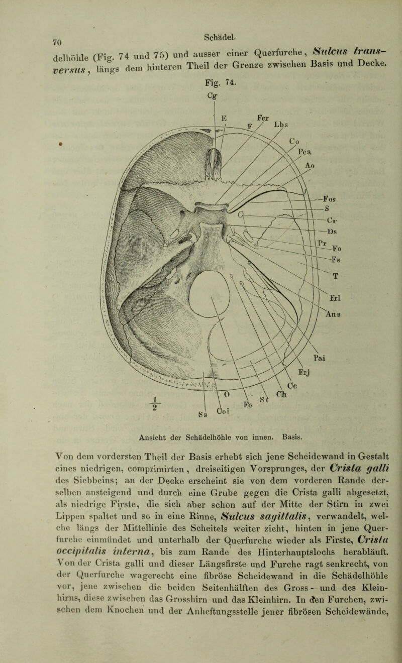 70 delhöhle (Fig. 74 und 75) und ausser einer Querfurche, Sulcus Irans- versus, längs dem hinteren Theil der Grenze zwischen Basis und Decke. Fig. 74. cg- Ansicht der Schädelhöhle von innen. Basis. Von dem vordersten Theil der Basis erhebt sich jene Scheidewand in Gestalt eines niedrigen, comprimirten, dreiseitigen Vorsprunges, der Crista galli des Siebbeins; an der Decke erscheint sie von dem vorderen Rande der- selben ansteigend und durch eine Grube gegen die Crista galli abgesetzt, als niedrige Firste, die sich aber schon auf der Mitte der Stirn in zwei Lippen spaltet und so in eine Rinne, Sulcus sayittalis, verwandelt, wel- che längs der Mittellinie des Scheitels weiter zieht, hinten in jene Quer- furche einmündet und unterhalb der Querfurche wieder als Firste, Crista occipitalis interna:, bis zum Rande des Hinterhauptslochs herabläuft. Von der Crista galli und dieser Längsfirste und Furche ragt senkrecht, von der Querfurche wagerecht eine fibröse Scheidewand in die Schädelhöhle vor, jene zwischen die beiden Seitenhälften des Gross- und des Klein- hirns, diese zwischen das Grosshirn und das Kleinhirn. In den Furchen, zwi- schen dem Knochen und der Anheftungsstelle jener fibrösen Scheidewände,