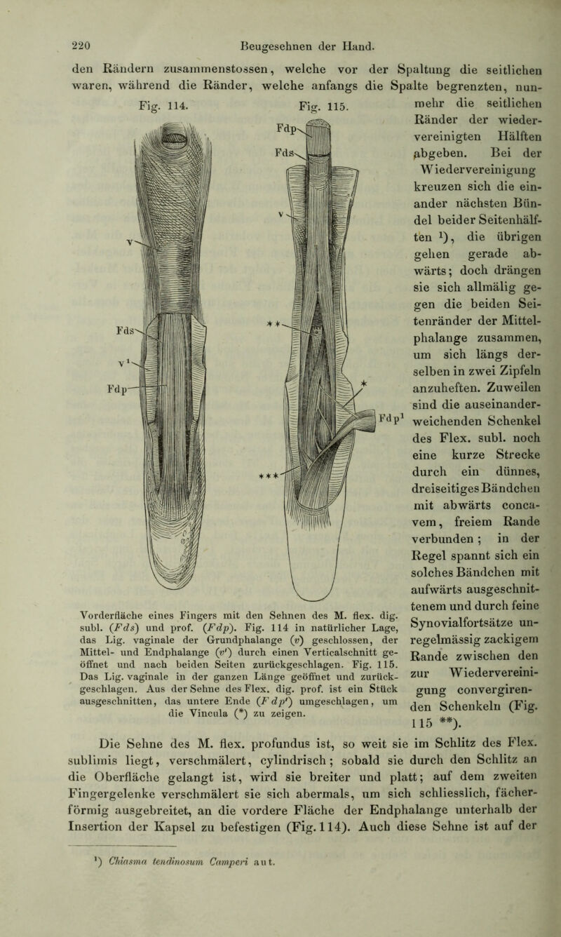 den Rändern zusammenstossen, welche vor der Spaltung die seitlichen waren, während die Ränder, welche anfangs die Spalte begrenzten, nun- 114. 115. Fds- FdS' (Pdp1 mehr die seitlichen Ränder der wieder- vereinigten Hälften fibgeben. Bei der W iedervereinigung kreuzen sich die ein- ander nächsten Bün- del beider Seitenhälf- ten *), die übrigen gehen gerade ab- wärts; doch drängen sie sich allmälig ge- gen die beiden Sei- tenränder der Mittel- phalange zusammen, um sich längs der- selben in zwei Zipfeln anzuheften. Zuweilen sind die auseinander- weichenden Schenkel des Flex. subl. noch eine kurze Strecke durch ein dünnes, dreiseitiges Bändchen mit abwärts conca- vem, freiem Rande verbunden; in der Regel spannt sich ein solches Bändchen mit aufwärts ausgeschnit- tenem und durch feine Synovialfortsätze un- regelmässig zackigem Rande zwischen den zur Wiedervereini- gung convergiren- den Schenkeln (Fig. 115 **). Die Sehne des M. flex. profundus ist, so weit sie im Schlitz des Flex. sublimis liegt, verschmälert, cylindrisch; sobald sie durch den Schlitz an die Oberfläche gelangt ist, wird sie breiter und platt; auf dem zweiten Fingergelenke verschmälert sie sich abermals, um sich schliesslich, fächer- förmig ausgebreitet, an die vordere Fläche der Endphalange unterhalb der Insertion der Kapsel zu befestigen (Fig. 114). Auch diese Sehne ist auf der ***■ Vorderfläche eines Fingers mit den Sehnen des M. flex. dig. subl. (Fels) und prof. (Fdp). Fig. 114 in natürlicher Lage, das Lig. vaginale der Grundphalange (v) geschlossen, der Mittel- und Endphalange (v1) durch einen Verticalschnitt ge- öffnet und nach beiden Seiten zurückgeschlagen. Fig. 115. Das Lig. vaginale in der ganzen Länge geöffnet und zurück- geschlagen. Aus der Sehne des Flex. dig. prof. ist ein Stück ausgeschnitten, das untere Ende (Fdp') umgeschlagen, um die Vincula (*) zu zeigen. ') Cliiasma tendinosum Camperi aut.