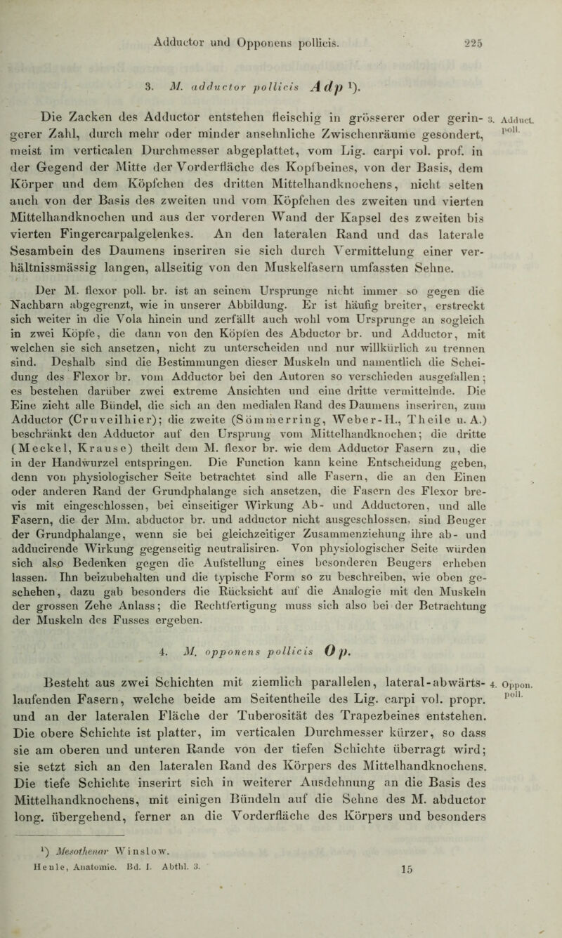 3. M. adductor pollicis Adj) 1). Die Zacken des Adductor entstehen fleischig in grösserer oder gerin- a gerer Zahl, durch mehr oder minder ansehnliche Zwischenräume gesondert, meist im verticalen Durchmesser abgeplattet, vom Lig. carpi vol. prof. in der Gegend der Mitte der Vorderfläche des Kopfbeines, von der Basis, dem Körper und dem Köpfchen des dritten Mittelhandknochens, nicht selten auch von der Basis des zweiten und vom Köpfchen des zweiten und vierten Mittelhandknochen und aus der vorderen Wand der Kapsel des zweiten bis vierten Fingercarpalgelenkes. An den lateralen Rand und das laterale Sesambein des Daumens inseriren sie sich durch Vermittelung einer ver- hältnissmässig langen, allseitig von den Muskelfasern umfassten Sehne. Der M. flexor poll. br. ist an seinem Ursprünge nicht immer so gegen die Nachbarn abgegrenzt, wie in unserer Abbildung. Er ist häufig breiter, erstreckt sich weiter in die Vola hinein und zerfällt auch wohl vom Ursprünge an sogleich in zwei Köpfe, die dann von den Köpfen des Abductor br. und Adductor, mit welchen sie sich ansetzen, nicht zu unterscheiden und nur willkürlich zu trennen sind. Deshalb sind die Bestimmungen dieser Muskeln und namentlich die Schei- dung des Flexor br. vom Adductor bei den Autoren so verschieden ausgefallen; es bestehen darüber zwei extreme Ansichten und eine dritte vermittelnde. Die Eine zieht alle Bündel, die sich an den medialen Rand des Daumens inseriren, zum Adductor (Cruveilhier); die zweite (Sömmerring, Weber-Ii., Theile u. A.) beschränkt den Adductor auf den Ursprung vom Mittelhandknochen; die dritte (Meckel, Krause) theilt dem M. flexor br. wie dem Adductor Fasern zu, die in der Handwurzel entspringen. Die Function kann keine Entscheidung geben, denn von physiologischer Seite betrachtet sind alle Fasern, die an den Einen oder anderen Rand der Grundphalange sich ansetzen, die Fasern des Flexor bre- vis mit eingeschlossen, bei einseitiger Wirkung Ab- und Adductoren, und alle Fasern, die der Mm. abductor br. und adductor nicht ausgeschlossen, sind Beuger der Grundphalange, wenn sie bei gleichzeitiger Zusammenziehung ihre ab- und adducirende Wirkung gegenseitig neutraiisiren. Von physiologischer Seite würden sich also Bedenken gegen die Aufstellung eines besonderen Beugers erheben lassen. Ihn beizubehalten und die typische Form so zu beschreiben, wie oben ge- schehen, dazu gab besonders die Rücksicht auf die Analogie mit den Muskeln der grossen Zehe Anlass; die Rechtfertigung muss sich also bei der Betrachtung der Muskeln des Fusses ergeben. 4. M. opponens pollicis Op. Besteht aus zwei Schichten mit ziemlich parallelen, lateral-abwärts- laufenden Fasern, welche beide am Seitentheile des Lig. carpi vol. propr. und an der lateralen Fläche der Tuberosität des Trapezbeines entstehen. Die obere Schichte ist platter, im verticalen Durchmesser kürzer, so dass sie am oberen und unteren Rande von der tiefen Schichte überragt wird; sie setzt sich an den lateralen Rand des Körpers des Mittelhandknochens. Die tiefe Schichte inserirt sich in weiterer Ausdehnung an die Basis des Mittelhandknochens, mit einigen Bündeln auf die Sehne des M. abductor long. übergehend, ferner an die Vorderfläche des Körpers und besonders *) Mesothenar Winslow. Heule, Anatomie. Bd. I. Abtlil. 3. jfj Adducl. poll. Oppon. poll.