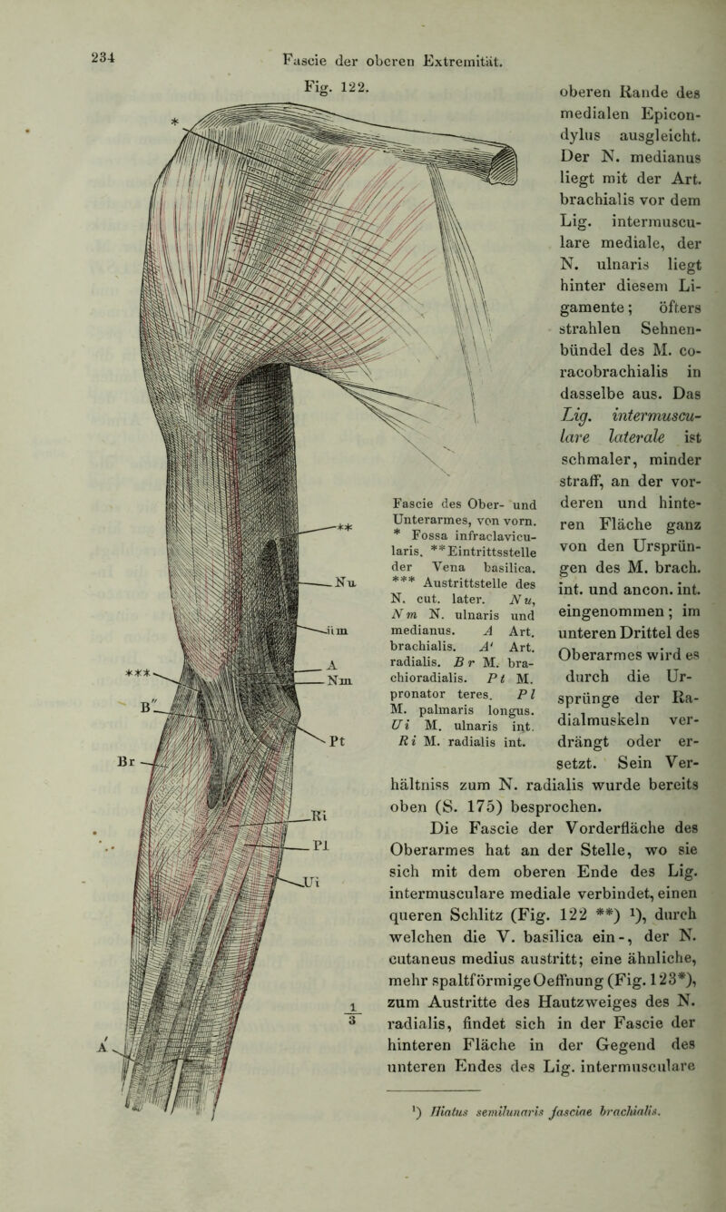 Fig. 122. oberen Rande des Nu Nm Fascie des Ober- und Unterarmes, von vorn. * Fossa infraclavicu- laris. ** Eintrittsstelle der Vena basilica. *** Austrittstelle des N. cut. later. Nu, Nm N. ulnaris und medianus. A Art. brachialis. A‘ Art. radialis. B r M. bra- cbioradialis. Pt M. pronator teres. P l M. palmaris longus. Ui M. ulnaris ipt. R i M. radialis int. medialen Epicon- dylus ausgleicht. Der N. medianus liegt mit der Art. brachialis vor dem Lig. intermuscu- lare mediale, der N. ulnaris liegt hinter diesem Li- gamente ; öfters strahlen Sehnen- bündel des M. co- racobrachialis in dasselbe aus. Das Lig. intermuscu- iare laterale ist schmaler, minder straff, an der vor- deren und hinte- ren Fläche ganz von den Ursprün- gen des M. brach, int. und ancon. int. eingenommen; im unteren Drittel des Oberarmes wird es durch die Ur- sprünge der Ra- dialmuskeln ver- drängt oder er- setzt. Sein Ver- hältniss zum N. radialis wurde bereits oben (S. 175) besprochen. Die Fascie der Vorderfläche des Oberarmes hat an der Stelle, wo sie sich mit dem oberen Ende des Lig. intermusculare mediale verbindet, einen queren Schlitz (Fig. 122 **) *), durch welchen die V. basilica ein-, der N. cutaneus medius austritt; eine ähnliche, mehr spaltförmige Oeffnung (Fig. 123*), zum Austritte des Hautzweiges des N. radialis, findet sich in der Fascie der hinteren Fläche in der Gegend des unteren Endes des Lig. intermusculare ) Hiatus semilunaris Jasciae brachialis. ***