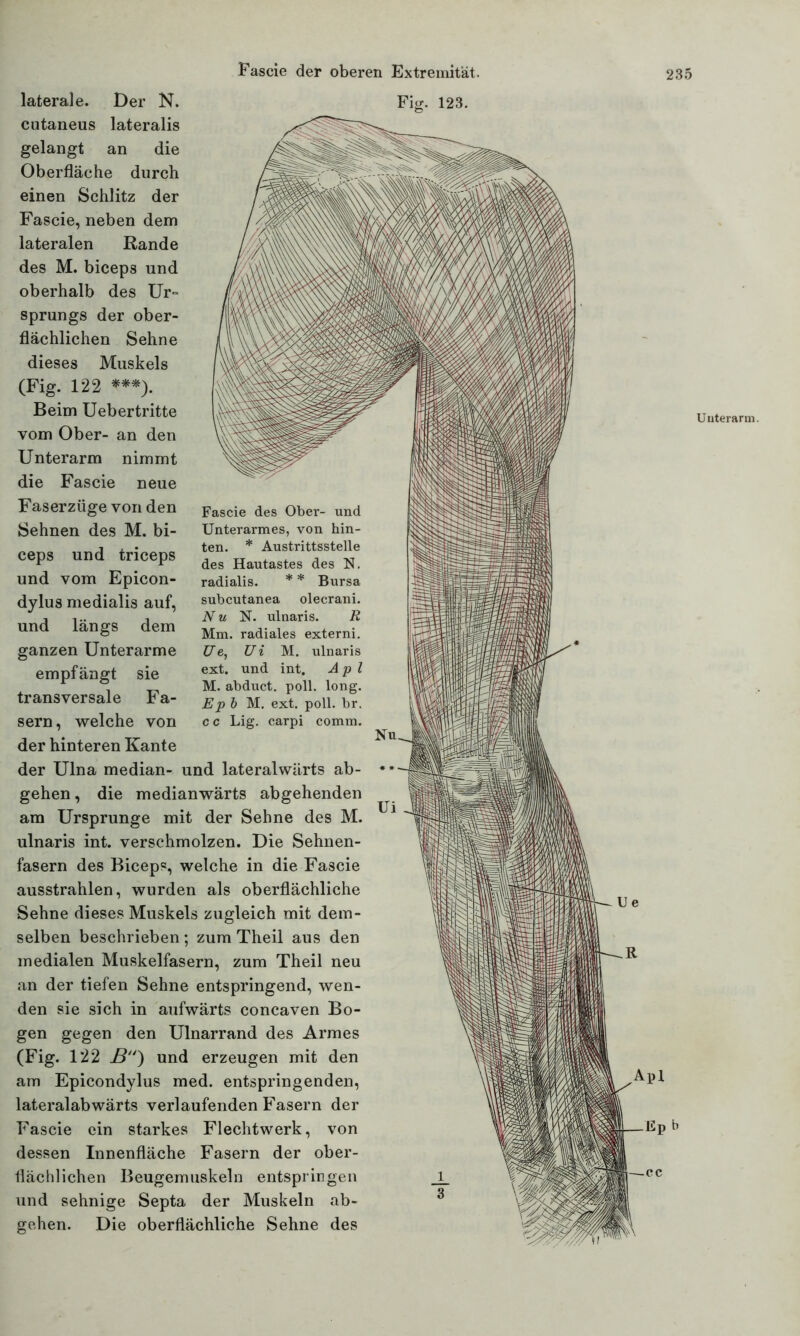 laterale. Der N. cutaneus lateralis gelangt an die Oberfläche durch einen Schlitz der Fascie, neben dem lateralen Rande des M. biceps und oberhalb des Ur- sprungs der ober- flächlichen Sehne dieses Muskels (Fig. 122 ***). Beim Uebertritte vom Ober- an den Unterarm nimmt die Fascie neue Faserzüge von den Sehnen des M. bi- ceps und triceps und vom Epicon- dylus medialis auf, und längs dem ganzen Unterarme empfängt sie transversale Fa- sern , welche von der hinteren Kante der Ulna median- und lateralwärts ab- gehen , die medianwärts abgehenden am Ursprünge mit der Sehne des M. ulnaris int. verschmolzen. Die Sehnen- fasern des Biceps, welche in die Fascie ausstrahlen, wurden als oberflächliche Sehne dieses Muskels zugleich mit dem- selben beschrieben ; zum Theil aus den medialen Muskelfasern, zum Theil neu an der tiefen Sehne entspringend, wen- den sie sich in aufwärts concaven Bo- gen gegen den Ulnarrand des Armes (Fig. 122 B) und erzeugen mit den am Epicondylus med. entspringenden, lateralabwärts verlaufenden Fasern der Fascie ein starkes Flechtwerk, von dessen Innenfläche Fasern der ober- flächlichen Beugemuskeln entspringen und sehnige Septa der Muskeln ab- gehen. Die oberflächliche Sehne des Fascie des Ober- und Unterarmes, von hin- ten. * Austrittsstelle des Hautastes des N. radialis. * * Bursa subcutanea olecrani. Nu N. ulnaris. R Mm. radiales externi. Z7e, Ui M. ulnaris ext. und int. A p l M. abduct. poll. long. Ep b M. ext. poll. br. c c Lig. carpi comm. Uuterarm.