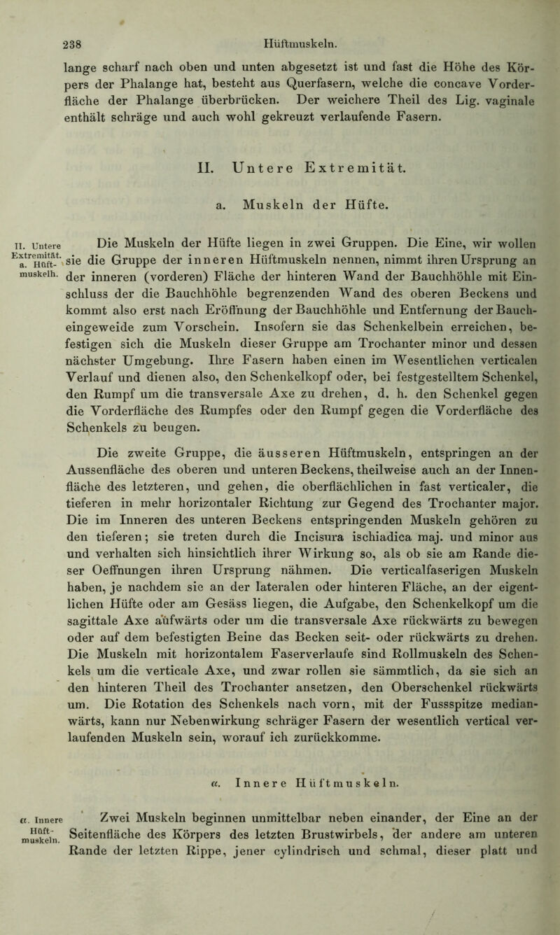 lange scharf nach oben und unten abgesetzt ist und fast die Höhe des Kör- pers der Phalange hat, besteht aus Querfasern, welche die concave Vorder- fläche der Phalange überbrücken. Der weichere Theil des Lig. vaginale enthält schräge und auch wohl gekreuzt verlaufende Fasern. II. Untere Extremität, a. Muskeln der Hüfte. ii. untere Die Muskeln der Hüfte liegen in zwei Gruppen. Die Eine, wir wollen sie die Gruppe der inneren Hüftmuskeln nennen, nimmt ihren Ursprung an muskeih. der inneren (vorderen) Fläche der hinteren Wand der Bauchhöhle mit Ein- schluss der die Bauchhöhle begrenzenden Wand des oberen Beckens und kommt also erst nach Eröffnung der Bauchhöhle und Entfernung der Bauch- eingeweide zum Vorschein. Insofern sie das Schenkelbein erreichen, be- festigen sich die Muskeln dieser Gruppe am Trochanter minor und dessen nächster Umgebung. Ihr^e Fasern haben einen im Wesentlichen verticalen Verlauf und dienen also, den Schenkelkopf oder, bei festgestelltem Schenkel, den Rumpf um die transversale Axe zu drehen, d. h. den Schenkel gegen die Vorderfläche des Rumpfes oder den Rumpf gegen die Vorderfläche des Schenkels zu beugen. Die zweite Gruppe, die äusseren Hüftmuskeln, entspringen an der Aussenfläche des oberen und unteren Beckens, theilweise auch an der Innen- fläche des letzteren, und gehen, die oberflächlichen in fast verticaler, die tieferen in mehr horizontaler Richtung zur Gegend des Trochanter major. Die im Inneren des unteren Beckens entspringenden Muskeln gehören zu den tieferen; sie treten durch die Incisura ischiadica maj. und minor aus und verhalten sich hinsichtlich ihrer Wirkung so, als ob sie am Rande die- ser Oeffnungen ihren Ursprung nähmen. Die verticalfaserigen Muskeln haben, je nachdem sie an der lateralen oder hinteren Fläche, an der eigent- lichen Hüfte oder am Gesäss liegen, die Aufgabe, den Schenkelkopf um die sagittale Axe aufwärts oder um die transversale Axe rückwärts zu bewegen oder auf dem befestigten Beine das Becken seit- oder rückwärts zu drehen. Die Muskeln mit horizontalem Faserverlaufe sind Rollmuskeln des Schen- kels um die verticale Axe, und zwar rollen sie sämmtlich, da sie sich an den hinteren Theil des Trochanter ansetzen, den Oberschenkel rückwärts um. Die Rotation des Schenkels nach vorn, mit der Fussspitze median- wärts, kann nur Nebenwirkung schräger Fasern der wesentlich vertical ver- laufenden Muskeln sein, worauf ich zurückkomme. «. Innere Hüftmuskeln. a innere Zwei Muskeln beginnen unmittelbar neben einander, der Eine an der muskein Seitenfläche des Körpers des letzten Brustwirbels, der andere am unteren Rande der letzten Rippe, jener cylindrisch und schmal, dieser platt und