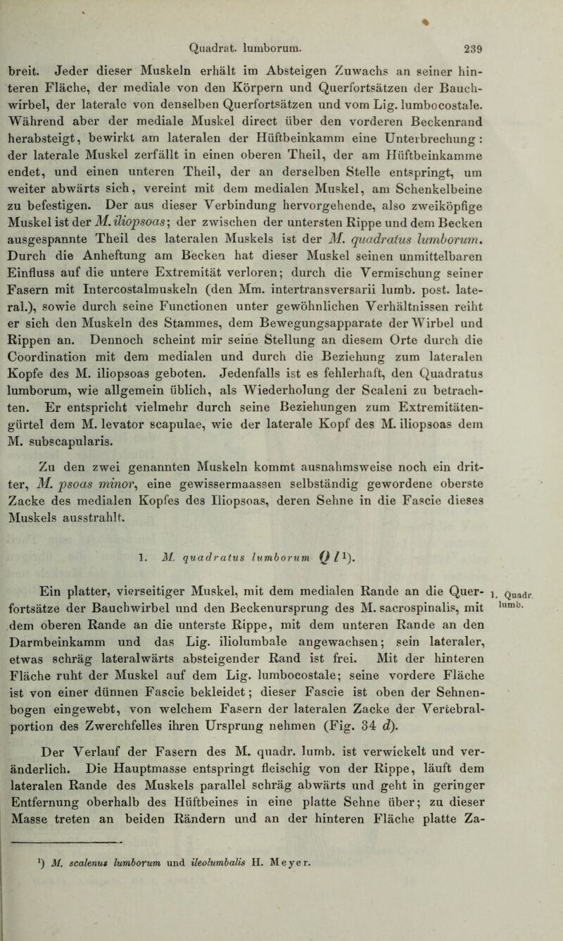 % Quadrat, lumborum. 239 breit. Jeder dieser Muskeln erhält im Absteigen Zuwachs an seiner hin- teren Fläche, der mediale von den Körpern und Querfortsätzen der Bauch- wirbel, der laterale von denselben Querfortsätzen und vom Lig. lumbocostale. Während aber der mediale Muskel direct über den vorderen Beckenrand herabsteigt, bewirkt am lateralen der Hüftbeinkamm eine Unterbrechung: der laterale Muskel zerfällt in einen oberen Theil, der am Hüftbeinkamme endet, und einen unteren Theil, der an derselben Stelle entspringt, um weiter abwärts sich, vereint mit dem medialen Muskel, am Schenkelbeine zu befestigen. Der aus dieser Verbindung hervorgehende, also zweiköpfige Muskel ist der M. iliopsoas; der zwischen der untersten Rippe und dem Becken ausgespannte Theil des lateralen Muskels ist der M. qucidratus lumborum. Durch die Anheftung am Becken hat dieser Muskel seinen unmittelbaren Einfluss auf die untere Extremität verloren; durch die Vermischung seiner Fasern mit Intercostalmuskeln (den Mm. intertransversarii lurab. post, late- ral.), sowie durch seine Functionen unter gewöhnlichen Verhältnissen reiht er sich den Muskeln des Stammes, dem Bewegungsapparate der Wirbel und Rippen an. Dennoch scheint mir seine Stellung an diesem Orte durch die Coordination mit dem medialen und durch die Beziehung zum lateralen Kopfe des M. iliopsoas geboten. Jedenfalls ist es fehlerhaft, den Quadratus lumborum, wie allgemein üblich, als Wiederholung der Scaleni zu betrach- ten. Er entspricht vielmehr durch seine Beziehungen zum Extremitäten- gürtel dem M. levator scapulae, wie der laterale Kopf des M. iliopsoas dem M. subscapularis. Zu den zwei genannten Muskeln kommt ausnahmsweise noch ein drit- ter, M. psoas minor, eine gewissermaassen selbständig gewordene oberste Zacke des medialen Kopfes des Iliopsoas, deren Sehne in die Fascie dieses Muskels ausstrahlt. 1. M. quadratus lumborum Ql1)- Ein platter, vierseitiger Muskel, mit dem medialen Rande an die Quer- i fortsätze der Bauchwirbel und den Beckenursprung des M. sacrospinalis, mit dem oberen Rande an die unterste Rippe, mit dem unteren Rande an den Darmbeinkamm und das Lig. iliolumbale angewachsen; sein lateraler, etwas schräg lateralwärts absteigender Rand ist frei. Mit der hinteren Fläche ruht der Muskel auf dem Lig. lumbocostale; seine vordere Fläche ist von einer dünnen Fascie bekleidet; dieser Fascie ist oben der Sehnen- bogen eingewebt, von welchem Fasern der lateralen Zacke der Vercebral- portion des Zwerchfelles ihren Ursprung nehmen (Fig. 34 d). Der Verlauf der Fasern des M. quadr. lumb. ist verwickelt und ver- änderlich. Die Hauptmasse entspringt fleischig von der Rippe, läuft dem lateralen Rande des Muskels parallel schräg abwärts und geht in geringer Entfernung oberhalb des Hüftbeines in eine platte Sehne über; zu dieser Masse treten an beiden Rändern und an der hinteren Fläche platte Za- . Quadr. lumb. *) M. scalenus lumborum und ileolumbalis H. Meyer.