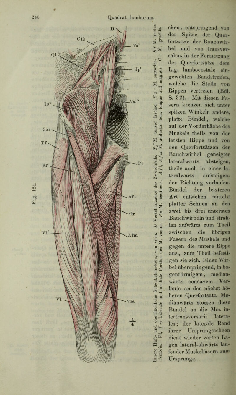 124. ft; ^ . § co S-^ 1 ^ « _ S3 03 CO 03 f3 03 f-< CL 03 ^ !> . CS ° i_: ► % a rr, o O) > 'Ö J, U :3 W co cken, entspringend von der Spitze der Quer- fortsätze der Bauchwir- bel und von transver- salen, in der Fortsetzung der Querfortsätze dem Lig. lumbocostale ein- gewebten Bandstreifen, welche die Stelle von Rippen vertreten (Bdl. S. 32). Mit diesen Fa- sern kreuzen sich unter spitzen Winkeln andere, platte Bündel, welche auf der Vorderfläche des Muskels theils von der letzten Rippe und von den Querfortsätzen der Bauchwirbel geneigter lateralwärts absteigen, theils auch in einer la- teralwärts aufsteigen- den Richtung verlaufen. Bündel der letzteren Art entstehen mittelst platter Sehnen an den zwei bis drei untersten Bauchwirbeln und strah- len aufwärts zum Tlieil zwischen die übrigen Fasern des Muskels und gegen die untere Rippe aus, zum Theil befesti- gen sie sich, Einen Wir- bel überspringend, in bo- genförmigem , median- wärts concavem Ver- laufe an den nächst hö- heren Querfortsatz. Me- dianwärts stossen diese Bündel an die Mm. in- tertransversarii latera- les ; der laterale Rand ihrer Ursprungssehnen dient wieder zarten La- gen lateral-abwärts lau- fender Muskelfasern zum Ursprünge.