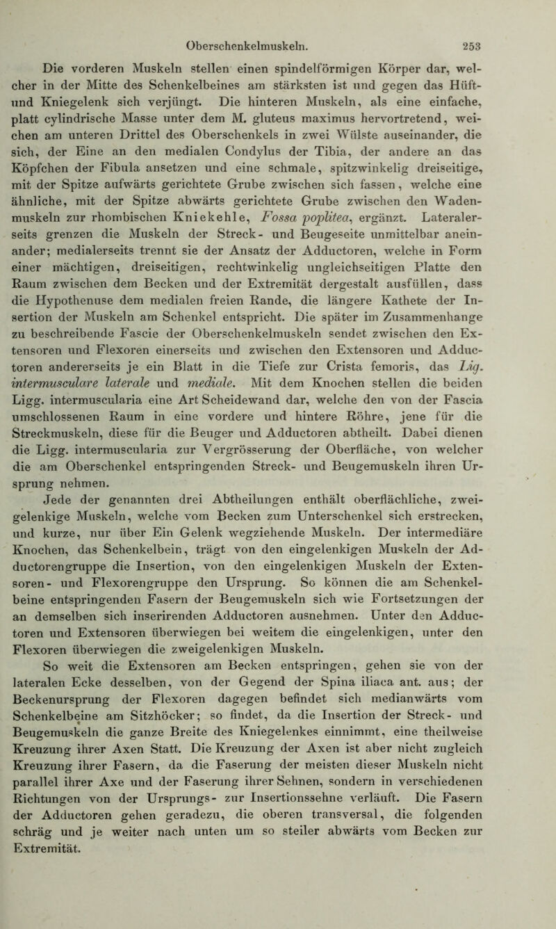 Die vorderen Muskeln stellen einen spindelförmigen Körper dar, wel- cher in der Mitte des Schenkelbeines am stärksten ist und gegen das Hüft- und Kniegelenk sich verjüngt. Die hinteren Muskeln, als eine einfache, platt cylindrische Masse unter dem M. gluteus maximus hervortretend, wei- chen am unteren Drittel des Oberschenkels in zwei Wülste auseinander, die sich, der Eine an den medialen Condylus der Tibia, der andere an das Köpfchen der Fibula ansetzen und eine schmale, spitzwinkelig dreiseitige, mit der Spitze aufwärts gerichtete Grube zwischen sich fassen, welche eine ähnliche, mit der Spitze abwärts gerichtete Grube zwischen den Waden- muskeln zur rhombischen Kniekehle, Fossa, poplitea, ergänzt. Lateraler- seits grenzen die Muskeln der Streck- und Beugeseite unmittelbar anein- ander; medialerseits trennt sie der Ansatz der Adductoren, welche in Form einer mächtigen, dreiseitigen, rechtwinkelig ungleichseitigen Platte den Raum zwischen dem Becken und der Extremität dergestalt ausfüllen, dass die Hypothenuse dem medialen freien Rande, die längere Kathete der In- sertion der Muskeln am Schenkel entspricht. Die später im Zusammenhänge zu beschreibende Fascie der Oberschenkelmuskeln sendet zwischen den Ex- tensoren und Flexoren einerseits und zwischen den Extensoren und Adduc- toren andererseits je ein Blatt in die Tiefe zur Crista femoris, das Lig. intermusculare laterale und mediale. Mit dem Knochen stellen die beiden Ligg. intermuscularia eine Art Scheidewand dar, welche den von der Fascia umschlossenen Raum in eine vordere und hintere Röhre, jene für die Streckmuskeln, diese für die Beuger und Adductoren abtheilt. Dabei dienen die Ligg. intermuscularia zur Vergrösserung der Oberfläche, von welcher die am Oberschenkel entspringenden Streck- und Beugemuskeln ihren Ur- sprung nehmen. Jede der genannten drei Abtheilungen enthält oberflächliche, zwei- gelenkige Muskeln, welche vom Becken zum Unterschenkel sich erstrecken, und kurze, nur über Ein Gelenk wegziehende Muskeln. Der intermediäre Knochen, das Schenkelbein, trägt von den eingelenkigen Muskeln der Ad- ductoren gruppe die Insertion, von den eingelenkigen Muskeln der Exten- soren- und Flexorengruppe den Ursprung. So können die am Schenkel- beine entspringenden Fasern der Beugemuskeln sich wie Fortsetzungen der an demselben sich inserirenden Adductoren ausnehmen. Unter den Adduc- toren und Extensoren überwiegen bei weitem die eingelenkigen, unter den Flexoren überwiegen die zweigelenkigen Muskeln. So weit die Extensoren am Becken entspringen, gehen sie von der lateralen Ecke desselben, von der Gegend der Spina iliaca ant. aus; der Beckenursprung der Flexoren dagegen befindet sich medianwärts vom Schenkelbeine am Sitzhöcker; so findet, da die Insertion der Streck- und Beugemuskeln die ganze Breite des Kniegelenkes einnimmt, eine theilweise Kreuzung ihrer Axen Statt. Die Kreuzung der Axen ist aber nicht zugleich Kreuzung ihrer Fasern, da die Faserung der meisten dieser Muskeln nicht parallel ihrer Axe und der Faserung ihrer Sehnen, sondern in verschiedenen Richtungen von der Ursprungs- zur Insertionssehne verläuft. Die Fasern der Adductoren gehen geradezu, die oberen transversal, die folgenden schräg und je weiter nach unten um so steiler abwärts vom Becken zur Extremität.