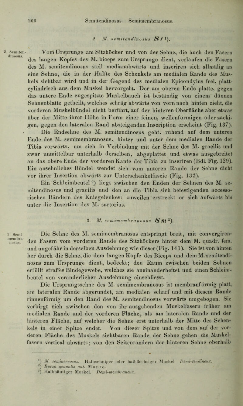 2GG Semitendinosus Semiaiembranosus. 2. M. semitendinosus $ l *). 2. Semiten- Vom Ursprünge am Sitzhöcker und von der Sehne, die auch den Fasern des langen Kopfes des M. biceps zum Ursprünge dient, verlaufen die Fasern des M. semitendinosus steil medianabwärts und inseriren sich allmälig an eine Sehne, die in der Hälfte des Schenkels am medialen Rande des Mus- kels sichtbar wird und in der Gegend des medialen Epicondylus frei, platt- cylindrisch aus dem Muskel hervorgeht. Der am oberen Ende platte, gegen das untere Ende zugespitzte Muskelbauch ist beständig von einem dünnen Sehnenblatte getheilt, welches schräg abwärts von vorn nach hinten zieht, die vorderen Muskelbündel nicht berührt, auf der hinteren Oberfläche aber etwas über der Mitte ihrer Höhe in Form einer feinen, wellenförmigen oder zacki- gen, gegen den lateralen Rand absteigenden Inscription erscheint (Fig. 137). Die Endsehne des M. semitendinosus geht, ruhend auf dem unteren Ende des M. semimembranosus, hinter und unter dem medialen Rande der Tibia vorwärts, um sich in Verbindung mit der Sehne des M. gracilis und zwar unmittelbar unterhalb derselben, abgeplattet und etwas ausgebreitet an das obere Ende der vorderen Kante der Tibia zu inseriren (Bdl. Fig. 129). Ein ansehnliches Bündel wendet sich vom unteren Rande der Sehne dicht vor ihrer Insertion abwärts zur Unterschenkelfascie (Fig. 132). Ein Schleimbeutel 2) liegt zwischen den Enden der Sehnen des M. se- mitendinosus und gracilis und den an die Tibia sich befestigenden accesso- rischen Bändern des Kniegelenkes; zuweilen erstreckt er sich aufwärts bis unter die Insertion des M. Sartorius. 3. M. semimembranosus $ HYl 3). 3. semi Die Sehne des M. semimembranosus entspringt breit, mit convergiren- — den Fasern vom vorderen Rande des Sitzhöckers hinter dem M. quadr. fern, und ungefähr in derselben Ausdehnung wie dieser (Fig. 141). Sie ist von hinten her durch die Sehne, die dem langen Kopfe des Biceps und dem M. semitendi- nosus zum Ursprünge dient, bedeckt; den Raum zwischen beiden Sehnen erfüllt straffes Bindegewebe, welches sie aneinanderheftet und einen Schleim- beutel von veränderlicher Ausdehnung einschliesst. Die Ursprungssehne des M. semimembranosus ist membranförmig platt, am lateralen Rande abgerundet, am medialen scharf und mit diesem Rande rinnenförmig um den Rand des M. semitendinosus vorwärts umgebogen. Sie verbirgt sich zwischen den von ihr ausgehenden Muskelfasern früher am medialen Rande und der vorderen Fläche, als am lateralen Rande und der hinteren Fläche, auf welcher die Sehne erst unterhalb der Mitte des Schen- kels in einer Spitze endet. Von dieser Spitze und von dem auf der vor- deren Fläche des Muskels sichtbaren Rande der Sehne gehen die Muskel- fasern vertical abwärts; von den Seitenrändern der hinteren Sehne oberhalb x) M. seminervosus. Halbsehnigcr oder halbflechsiger Muskel Demi-tendineux. 2) Bursa, genualis anl. Monro. 3) Halbhäutigcr Muskel. Demi-membraneux.
