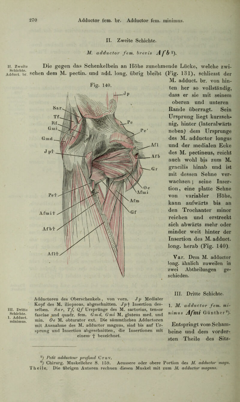 II. Zweite Schichte. M. adductor fern, brevis Afb i). n. Zweite Die gegen das Schenkelbein an Höhe zunehmende Lücke, welche zwi- Adduet.br. sehen dem M. pectin. und add. long. übrig bleibt (Fig. 131), schliesst der M. adduct. br. von hin- lg‘ 140' ten her so vollständig, dass er sie mit seinem oberen und unteren Rande überragt. Sein Ursprung liegt kurzseh- nig, hinter (lateralwärts neben) dem Ursprünge des M. adductor longus und der medialen Ecke des M. pectineus, reicht auch wohl bis zum M. gracilis hinab und ist mit dessen Sehne ver- wachsen ; seine Inser- tion , eine platte Sehne von variabler Höhe, kann aufwärts bis an den Trochanter minor reichen und erstreckt sich abwärts mehr oder minder weit hinter der Insertion des M. adduct. long. herab (Fig. 140). Var. Dem M. adductor long. ähnlich zuweilen in zwei Abtheilungen ge- schieden. III. Dritte Schichte. 1. Adduct. minimus. Adductoren des Oberschenkels, von vorn. Jp Medialer Kopf des M. iliopsoas, abgeschnitten. Jp f Insertion des- selben. $ar, Tf Qf Ursprünge des M. sartorius, tensor fasciae ,und quadr. fern. Gmd, Gmi M. gluteus med. und min. Oe M. obturator ext. Die sämmthchen Adductoren mit Ausnahme des M. adductor magnus, sind bis auf Ur- sprung und Insertion abgeschnitten, die Insertionen mit einem -f bezeichnet. III. Dritte Schichte. 1. M. adductor fern, mi- nimus Afmi Günther2). Entspringt vom Scham- beine und dem vorder- sten Theile des Sitz- *) Petit adducteur profond Cruv. 2) Chirurg. Muskellehre S. 159. Aeussere oder obere Portion des AI. adductor magn. Theile. Die übrigen Autoren rechnen diesen Muskel mit zum AL adductor magnus.