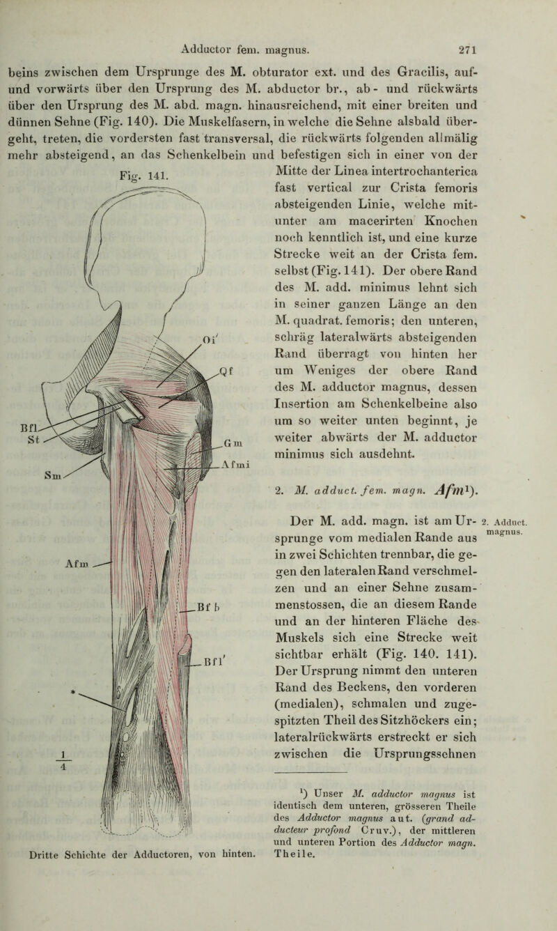 beins zwischen dem Ursprünge des M. obturator ext. und des Gracilis, auf- und vorwärts über den Ursprung des M. abductor br., ab- und rückwärts über den Ursprung des M. abd. magn. hinausreichend, mit einer breiten und dünnen Sehne (Fig. 140). Die Muskelfasern, in welche die Sehne alsbald über- geht, treten, die vordersten fast transversal, die rückwärts folgenden allmälig mehr absteigend, an das Schenkelbein und befestigen sich in einer von der Fig. 141. Mitte der Linea intertrochanterica fast vertical zur Crista femoris absteigenden Linie, welche mit- unter am macerirten Knochen noch kenntlich ist, und eine kurze Strecke weit an der Crista fern, selbst (Fig. 141). Der obere Rand des M. add. minimus lehnt sich in seiner ganzen Länge an den M. quadrat. femoris; den unteren, schräg lateralwärts absteigenden Rand überragt von hinten her um Weniges der obere Rand des M. adductor magnus, dessen Insertion am Schenkelbeine also um so weiter unten beginnt, je weiter abwärts der M. adductor minimus sich ausdehnt. 2. M. adduct. fern. magn. Afm1). Der M. add. magn. ist am Ur- sprünge vom medialen Rande aus in zwei Schichten trennbar, die ge- gen den lateralen Rand verschmel- zen und an einer Sehne zusam- menstossen, die an diesem Rande und an der hinteren Fläche des* Muskels sich eine Strecke weit sichtbar erhält (Fig. 140. 141). Der Ursprung nimmt den unteren Rand des Beckens, den vorderen (medialen), schmalen und zuge- spitzten Theil des Sitzhöckers ein; lateralrückwärts erstreckt er sich zwischen die Ursprungssehnen *) Unser M. adductor magnus ist identisch dem unteren, grösseren Theile des Adductor magnus aut. (grand ad- ducteur profond Cruv.), der mittleren und unteren Portion des Adductor magn. Theile. 2. Adduct. magnus.
