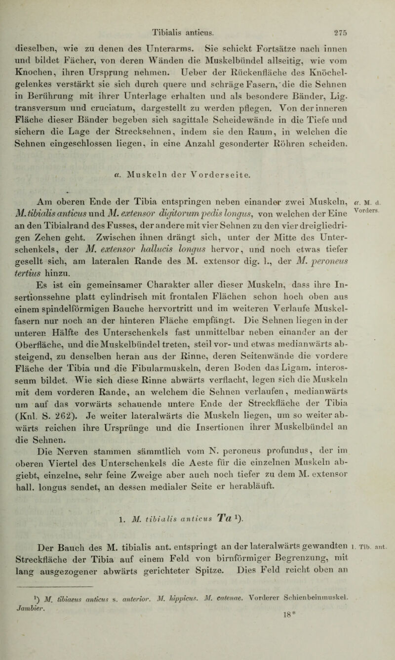 dieselben, wie zu denen des Unterarms. Sie schickt Fortsätze nach innen und bildet Fächer, von deren Wänden die Muskelbündel allseitig, wie vom Knochen, ihren Ursprung nehmen. Ueber der Rückenfläche des Knöchel- gelenkes verstärkt sie sich durch quere und schräge Fasern, die die Sehnen in Berührung mit ihrer Unterlage erhalten und als besondere Bänder, Lig. transversum und cruciatum, dargestellt zu werden pflegen. Von der inneren Fläche dieser Bänder begeben sich sagittale Scheidewände in die Tiefe und sichern die Lage der Strecksehnen, indem sie den Raum, in welchen die Sehnen eingeschlossen liegen, in eine Anzahl gesonderter Röhren scheiden. «. Muskeln der Vorderseite. Am oberen Ende der Tibia entspringen neben einander zwei Muskeln, M. tibialis anticus und M. extensor digitorum pedis longus, von welchen der Eine an den Tibialrand des Fusses, der andere mit vier Sehnen zu den vier dreigliedri- gen Zehen geht. Zwischen ihnen drängt sich, unter der Mitte des Unter- schenkels, der M. extensor hallucis longus hervor, und noch etwas tiefer gesellt sich, am lateralen Rande des M. extensor dig. 1., dor M. peroneus tertius hinzu. Es ist ein gemeinsamer Charakter aller dieser Muskeln, dass ihre In- sertionssehne platt cylindrisch mit frontalen Flächen schon hoch oben aus einem spindelförmigen Bauche hervortritt und im weiteren Verlaufe Muskel- fasern nur noch an der hinteren Fläche empfängt. Die Sehnen liegen in der unteren Hälfte des Unterschenkels fast unmittelbar neben einander an der Oberfläche, und die Muskelbündel treten, steil vor- und etwas medianwärts ab- steigend, zu denselben heran aus der Rinne, deren Seitenwände die vordere Fläche der Tibia und die Fibularmuskeln, deren Boden das Ligam. interos- seum bildet. Wie sich diese Rinne abwärts verflacht, legen sich die Muskeln mit dem vorderen Rande, an welchem die Sehnen verlaufen, medianwärts um auf das vorwärts schauende untere Ende der Streckfläche der Tibia (Knl. S. 262). Je weiter lateralwärts die Muskeln liegen, um so weiter ab- wärts reichen ihre Ursprünge und die Insertionen ihrer Muskelbündel an die Sehnen. Die Nerven stammen sämmtlich vom N. peroneus profundus, der im oberen Viertel des Unterschenkels die Aeste für die einzelnen Muskeln ab- giebt, einzelne, sehr feine Zweige aber auch noch tiefer zu dem M. extensor hall, longus sendet, an dessen medialer Seite er herabläuft. 1. M. tibialis anticus Ta!). Der Bauch des M. tibialis ant. entspringt an der lateralwärts gewandten Streckfläche der Tibia auf einem Feld von bimförmiger Begrenzung, mit lang ausgezogener abwärts gerichteter Spitze. Dies Feld reicht oben an !) M. tibiaeus anticus s. anterior. M. hippicus. M. catenae. Vorderer Schienbeimnuskel. Jambier. a. M. d. Vorders. 1. Tib. ant. 18