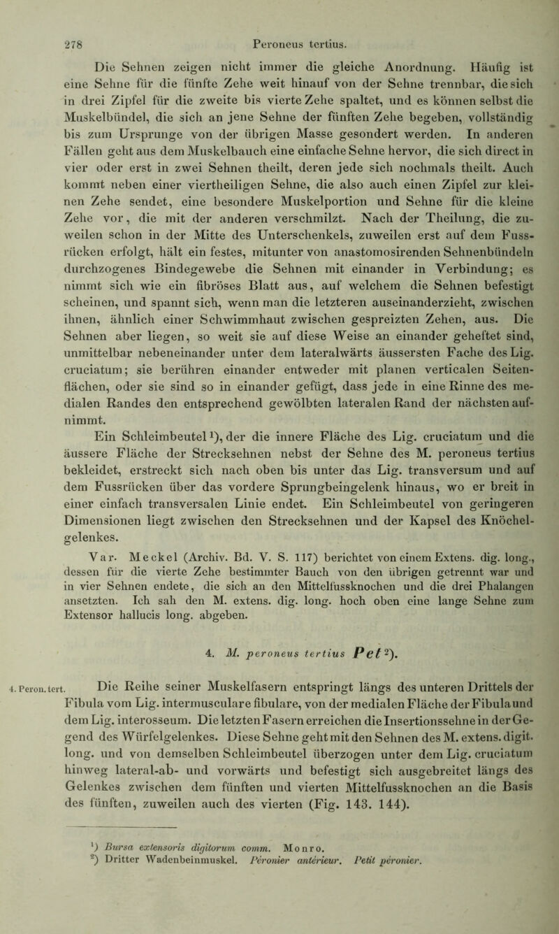 Die Sehnen zeigen nicht immer die gleiche Anordnung. Häufig ist eine Sehne für die fünfte Zehe weit hinauf von der Sehne trennbar, die sich in drei Zipfel für die zweite bis vierte Zehe spaltet, und es können selbst die Muskelbündel, die sich an jene Sehne der fünften Zehe begeben, vollständig bis zum Ursprünge von der übrigen Masse gesondert werden. In anderen Fällen geht aus dem Muskelbauch eine einfache Sehne hervor, die sich direct in vier oder erst in zwei Sehnen theilt, deren jede sich nochmals theilt. Auch kommt neben einer viertheiligen Sehne, die also auch einen Zipfel zur klei- nen Zehe sendet, eine besondere Muskelportion und Sehne für die kleine Zehe vor, die mit der anderen verschmilzt. Nach der Theilung, die zu- weilen schon in der Mitte des Unterschenkels, zuweilen erst auf dem Fuss- rücken erfolgt, hält ein festes, mitunter von anastomosirenden Sehnenbündeln durchzogenes Bindegewebe die Sehnen mit einander in Verbindung; es nimmt sich wie ein fibröses Blatt aus, auf welchem die Sehnen befestigt scheinen, und spannt sich, wenn man die letzteren auseinanderzieht, zwischen ihnen, ähnlich einer Schwimmhaut zwischen gespreizten Zehen, aus. Die Sehnen aber liegen, so weit sie auf diese Weise an einander geheftet sind, unmittelbar nebeneinander unter dem lateralwärts äussersten Fache desLig. cruciatum; sie berühren einander entweder mit planen verticalen Seiten- flächen, oder sie sind so in einander gefügt, dass jede in eine Rinne des me- dialen Randes den entsprechend gewölbten lateralen Rand der nächsten auf- nimmt. Ein SchleimbeutelJ), der die innere Fläche des Lig. cruciatum und die äussere Fläche der Strecksehnen nebst der Sehne des M. peroneus tertius bekleidet, erstreckt sich nach oben bis unter das Lig. transversum und auf dem Fussriicken über das vordere Sprungbeingelenk hinaus, wo er breit in einer einfach transversalen Linie endet. Ein Schleimbeutel von geringeren Dimensionen liegt zwischen den Strecksehnen und der Kapsel des Knöchel- gelenkes. Var. Meckel (Archiv. Bd. V. S. 117) berichtet von einemExtens. dig. long., dessen für die vierte Zehe bestimmter Bauch von den übrigen getrennt war und in vier Sehnen endete, die sich an den Mittelfussknochen und die drei Phalangen ansetzten. Ich sah den M. extens. dig. long. hoch oben eine lange Sehne zum Extensor hallucis long. abgeben. 4. M. p eroneus tertius Pet2). 4. Peron.tert. Die Reihe seiner Muskelfasern entspringt längs des unteren Drittels der Fibula vom Lig. intermusculare fibulare, von der medialen Fläche der Fibula und dem Lig. interosseum. Die letzten Fasern erreichen die Insertionssehne in der Ge- gend des Würfelgelenkes. Diese Sehne geht mit den Sehnen des M. extens. digit. long. und von demselben Schleimbeutel überzogen unter dem Lig. cruciatum hinweg lateral-ab- und vorwärts und befestigt sich ausgebreitet längs des Gelenkes zwischen dem fünften und vierten Mittelfussknochen an die Basis des fünften, zuweilen auch des vierten (Fig. 143. 144). *) Bursa extensoris digitorum comm. Monro. 2) Dritter Wadenbeinmuskel. Peronier anlerieur. Petit peronier.