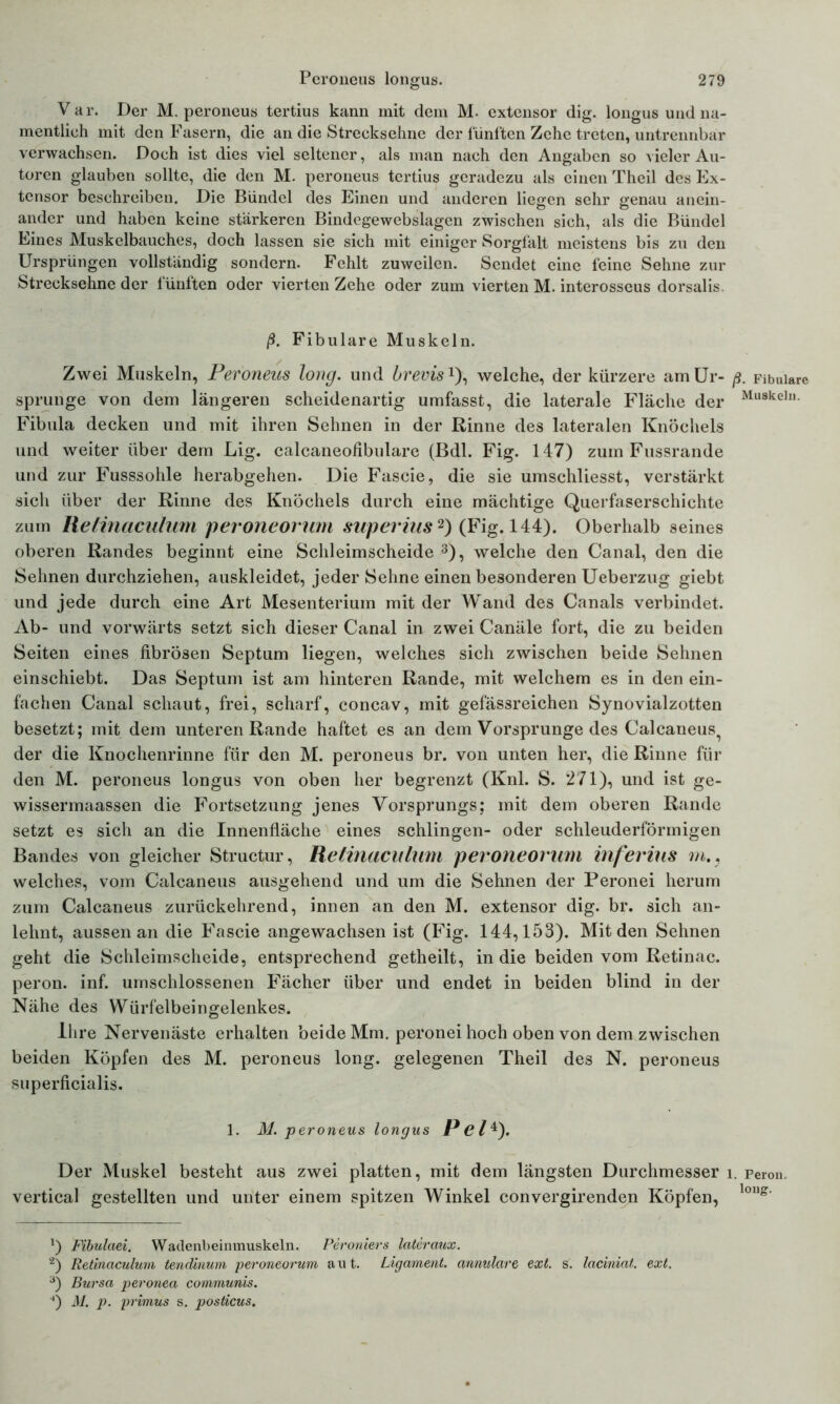 Var. Der M. peroneus tertius kann mit dem M. extensor dig. longus und na- mentlich mit den Fasern, die an die Strecksehne der fünften Zehe treten, untrennbar verwachsen. Doch ist dies viel seltener, als man nach den Angaben so vieler Au- toren glauben sollte, die den M. peroneus tertius geradezu als einen Theil des Ex- tensor beschreiben. Die Bündel des Einen und anderen liegen sehr genau anein- ander und haben keine stärkeren Bindegewebslagen zwischen sieh, als die Bündel Eines Muskelbauches, doch lassen sie sich mit einiger Sorgfalt meistens bis zu den Ursprüngen vollständig sondern. Fehlt zuweilen. Sendet eine feine Sehne zur Streckschne der fünften oder vierten Zehe oder zum vierten M. interosseus dorsalis. ß. Fibulare Muskeln. Zwei Muskeln, Peroneus long. und bremsx), welche, der kürzere am Ur- sprünge von dem längeren scheidenartig umfasst, die laterale Fläche der Fibula decken und mit ihren Sehnen in der Rinne des lateralen Knöchels und weiter über dem Lig. calcaneofibulare (Bdl. Fig. 147) zum Fussrande und zur Fusssohle herabgehen. Die Fascie, die sie umschliesst, verstärkt sich über der Rinne des Knöchels durch eine mächtige Querfaserschichte zum Relinaculum peroneorum superius* 2) (Fig. 144). Oberhalb seines oberen Randes beginnt eine Schleimscheide 3), welche den Canal, den die Sehnen durchziehen, auskleidet, jeder Sehne einen besonderen Ueberzug giebt und jede durch eine Art Mesenterium mit der Wand des Canals verbindet. Ab- und vorwärts setzt sich dieser Canal in zwei Canäle fort, die zu beiden Seiten eines fibrösen Septum liegen, welches sich zwischen beide Sehnen einschiebt. Das Septum ist am hinteren Rande, mit welchem es in den ein- fachen Canal schaut, frei, scharf, concav, mit gefässreichen Synovialzotten besetzt; mit dem unteren Rande haftet es an dem Vorsprunge des Calcaneus^ der die Knochenrinne für den M. peroneus br. von unten her, die Rinne für den M. peroneus longus von oben her begrenzt (Knl. S. 271), und ist ge- wissermaassen die Fortsetzung jenes Vorsprungs; mit dem oberen Rande setzt es sich an die Innenfläche eines schlingen- oder schleuderförmigen Bandes von gleicher Structur, Relinaculum peroneorum inferius m.. welches, vom Calcaneus ausgehend und um die Sehnen der Peronei herum zum Calcaneus zurückehrend, innen an den M. extensor dig. br. sich an- lehnt, aussen an die Fascie angewachsen ist (Fig. 144,153). Mit den Sehnen geht die Schleimscheide, entsprechend getheilt, in die beiden vom Retinae, peron. inf. umschlossenen Fächer über und endet in beiden blind in der Nähe des Würfelbeingelenkes. Ihre Nervenäste erhalten beide Mm. peronei hoch oben von dem zwischen beiden Köpfen des M. peroneus long. gelegenen Theil des N. peroneus superficialis. 1. M. peroneus longus P el^). Der Muskel besteht aus zwei platten, mit dem längsten Durchmesser i vertical gestellten und unter einem spitzen Winkel convergirenden Köpfen, *) Fibulaei. Wadenbeinmuskeln. Peroniers lateraux. 2) Retinaculum tendinum peroneorum aut. Ligament, annulare ext. s. laciniat. ext. 3) Bursa peronea communis. ') M. p. primus s. posticus. ß. Fibulare Muskeln. . Peron. long.