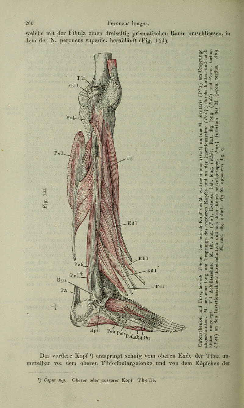welche mit der Fibula einen dreiseitig prismatischen Raum umschliessen, in dem der N. peroneus superfic. herabläuft (Fig. 144). Pel Kpi Peb Pet*Ab(J Qq »’S SSgJ «'S 5 -5 ö ~~ . - 2 CL Ja X r_. o a io 3 ^ • •S ^ bq S iS ^ m-ö &|n o 33 • _o ^ « t&tS 3h 3 ”i o 3> rl ^ <P ^3 o SS 3 §ä+- (3 £ 25 §3 — o 2 • hD c2 . g ft to 3 s. «s SD a> g O 33 2 O Cß ^ -t_> «j ® ö X M .J 73 g w * -g c« £ 0> S3 /■v 03 *- Sh ’2 tSlJ!5, ^ ws .ä0 3 03 «'S . z&ä jg p 'S 3 S 5 « r* * Ja 5 © ti * ^ <a Ö 2 e •S S^| g-* I s 2^.2 -Ö . Sa 33 M .5! 3« Jh W) _ 3 J ^ ® So’« ©S 2 3 -g ES 3 e3 2 ’S - ^ 5 s ® ’s 5 Jf.s i Der vordere Kopf1) entspringt sehnig vom oberen Ende der Tibia un- mittelbar vor dem oberen Tibiofibulargelenke und von dem Köpfchen der *) Caput sup. Oberer oder äusserer Kopf Theile.