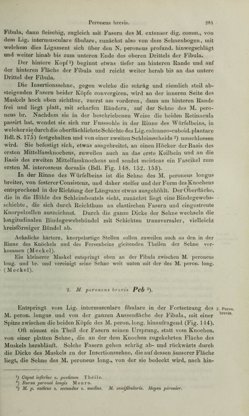 Fibula, dann fleischig, zugleich mit Fasern des M. extensor dig. comm., von dem Lig. intermusculare fibulare, zunächst also von dem Sehnenbogen, mit welchem dies Ligament sich über den N. peroneus profund, hinwegschlägt und weiter hinab bis zum unteren Ende des oberen Drittels der Fibula. Der hintere Kopf1) beginnt etwas tiefer am hinteren Rande und auf der hinteren Fläche der Fibula und reicht weiter herab bis an das untere Drittel der Fibula. Die Insertionssehne, gegen welche die schräg und ziemlich steil ab- steigenden Fasern beider Köpfe convergiren, wird an der inneren Seite des Muskels hoch oben sichtbar, zuerst am vorderen, dann am hinteren Rande frei und liegt platt, mit scharfen Rändern, auf der Sehne des M. pero- neus br. Nachdem sie in der beschriebenen Weise die beiden Retinacula passirt hat, wendet sie sich zur Fusssohle in der Rinne des Würfelbeins, in welcher sie durch die oberflächlichste Schichte des Lig. calcaneo-cuboid. plantare Bdl. S. 175) festgehalten und von einer zweiten Schleimscheide 2) umschlossen wird. Sie befestigt sich, etwas ausgebreitet, an einen Höcker der Basis des ersten Mittelfussknochens, zuweilen auch an das erste Keilbein und an die Basis des zweiten Mittelfussknochens und sendet meistens ein Fascikel zum ersten M. interosseus dorsalis (Bdl. Fig. 148. 152. 153). In der Rinne des W^ürfelbeins ist die Sehne des M. peroneus longus breiter, von festerer Consistenz, und daher steifer und der Form des Knochens entsprechend in der Richtung derLängsaxe etwas ausgehöhlt. Der Oberfläche, die in die Höhle des Schleimbeutels sieht, zunächst liegt eine Bindegewebs- schichte, die sich durch Reichthum an elastischen Fasern und eingestreute Knorpelzellen auszeichnet. Durch die ganze Dicke der Sehne wechseln die longitudinalen Bindegewebsbündel mit Schichten transversaler, vielleicht kreisförmiger Bündel ab. Aehnliche härtere, knorpelartige Stellen sollen zuweilen auch an den in der Rinne des Knöchels und des Fersenbeins gleitenden Theilen der Sehne Vor- kommen (Meckel). Ein kleinerer Muskel entspringt oben an der Fibula zwischen M. peroneus long. und br. und vereinigt seine Sehne weit unten mit der des M. peron. long. (Meckel). 2. M. peroneus brevis Peb 3). Entspringt vom Lig. intermusculare fibulare in der Fortsetzung des M. peron. longus und von der ganzen Aussenfläche der Fibula, mit einer Spitze zwischen die beiden Köpfe des M. peron. long. hinaufragend (Fig. 144). Oft nimmt ein Theil der Fasern seinen Ursprung, statt vom Knochen, von einer platten Sehne, die an der dem Knochen zugekehrten Fläche des Muskels herabläuft. Solche Fasern gehen schräg ab- und rückwärts durch die Dicke des Muskels zu der Insertionssehne, die auf dessen äusserer Fläche liegt, die Sehne des M. peroneus long., von der sie bedeckt wird, nach hin- 0 Caput inferius s. posiicum Theile. *) Bursa peronei longis Monro. 3) M. p. anticus s. secundus s. medius. M. semifibularis. Moyen peronier. 2. Peron. brevia.