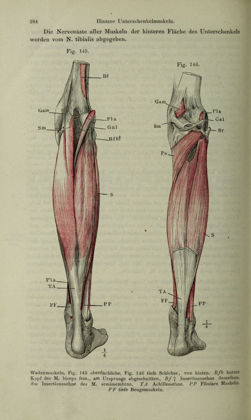 Die Nervenäste aller Muskeln der hinteren Fläche des Unterschenkels werden vom N. tibialis abgegeben. Fig. 145. Wadenmuskeln, Fig. 145 oberflächliche, Fig. 146 tiefe Schichte, von hinten. Bfb kurzer Kopf des M. biceps fern., am Ursprünge abgeschnitten, Bf f Insertionssehne desselben. Sm Insertionssehne des M. semimembran. TA Achillessehne. IJP Fibulare Muskeln. FF tiefe Beugemuskeln.