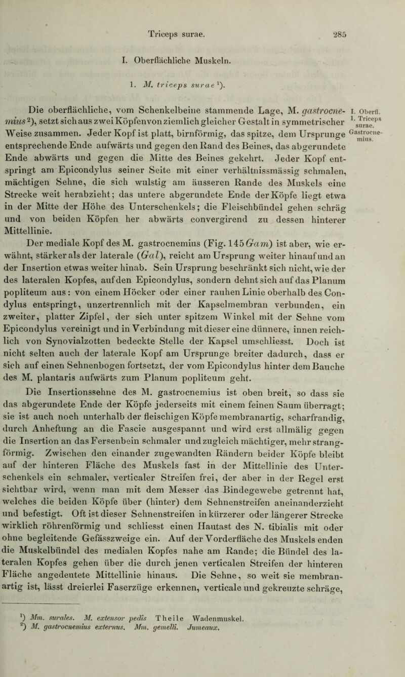 I. Oberflächliche Muskeln. 1. M. triceps surae1'). Die oberflächliche, vom Schenkelbeine stammende Lage, M. gastrocne- i. Oberfl. mius2), setzt sich aus zwei Köpfenvon ziemlich gleicher Gestalt in symmetrischer 1,sJrrjeeps Weise zusammen. Jeder Kopf ist platt, bimförmig, das spitze, dem Ursprünge Ga^™^ne‘ entsprechende Ende aufwärts und gegen den Rand des Beines, das abgerundete Ende abwärts und gegen die Mitte des Beines gekehrt. Jeder Kopf ent- springt am Epicondylus seiner Seite mit einer verhältnissmässig schmalen, mächtigen Sehne, die sich wulstig am äusseren Rande des Muskels eine Strecke weit herabzieht; das untere abgerundete Ende der Köpfe liegt etwa in der Mitte der Höhe des Unterschenkels; die Fleischbündel gehen schräg und von beiden Köpfen her abwärts convergirend zu dessen hinterer Mittellinie. Der mediale Kopf des M. gastrocnemius (Fig. 145 Garn) ist aber, wie er- wähnt, stärker als der laterale (6raZ), reicht am Ursprung weiter hinauf und an der Insertion etwas weiter hinab. Sein Ursprung beschränkt sich nicht, wie der des lateralen Kopfes, auf den Epicondylus, sondern dehnt sich auf das Planum popliteum aus: von einem Höcker oder einer rauhen Linie oberhalb des Con- dylus entspringt, unzertrennlich mit der Kapselmembran verbunden, ein zweiter, platter Zipfel, der sich unter spitzem Winkel mit der Sehne vom Epicondylus vereinigt und in Verbindung mit dieser eine dünnere, innen reich- lich von Synovialzotten bedeckte Stelle der Kapsel umschliesst. Doch ist nicht selten auch der laterale Kopf am Ursprünge breiter dadurch, dass er sich auf einen Sehnenbogen fortsetzt, der vom Epicondylus hinter dem Bauche des M. plantaris aufwärts zum Planum popliteum geht. Die Insertionssehne des M. gastrocnemius ist oben breit, so dass sie das abgerundete Ende der Köpfe jederseits mit einem feinen Saum überragt; sie ist auch noch unterhalb der fleischigen Köpfe membranartig, scharfrandig, durch Anheftung an die Fascie ausgespannt und wird erst allmälig gegen die Insertion an das Fersenbein schmaler und zugleich mächtiger, mehr strang- förmig. Zwischen den einander zugewandten Rändern beider Köpfe bleibt auf der hinteren Fläche des Muskels fast in der Mittellinie des Unter- schenkels ein schmaler, verticaler Streifen frei, der aber in der Regel erst sichtbar wird, wenn man mit dem Messer das Bindegewebe getrennt hat, welches die beiden Köpfe über (hinter) dem Sehnenstreifen aneinanderzieht und befestigt. Oft ist dieser Sehnenstreifen in kürzerer oder längerer Strecke wirklich röhrenförmig und schliesst einen Hautast des N. tibialis mit oder ohne begleitende Gefässzweige ein. Auf der Vorderfläche des Muskels enden die Muskelbündel des medialen Kopfes nahe am Rande; die Bündel des la- teralen Kopfes gehen über die durch jenen verticalen Streifen der hinteren Fläche angedeutete Mittellinie hinaus. Die Sehne, so weit sie membran- artig ist, lässt dreierlei Faserzüge erkennen, verticale und gekreuzte schräge, *) Mm. surales. M. extensor pedis Theile Waclenmuskel. 2) M. gastrocnemius externus. Mm. gemelli. Jumeaux.