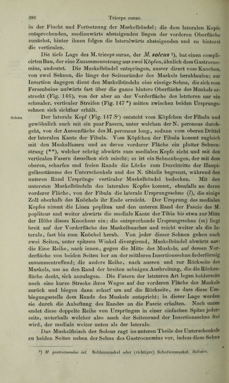 Soleus. entsprechenden, medianwärts absteigenden liegen der vorderen Oberfläche zunächst, hinter ihnen folgen die lateralwärts absteigenden und zu hinterst die verticalen. Die tiefe Lage des M. triceps surae, der M. soleus hat einen compli- cirten Bau, der eine Zusammensetzung aus zwei Köpfen, ähnlich dem Gastrocne- mius, andeutet. Die Muskelbündel entspringen, ausser direct vom Knochen, von zwei Sehnen, die längs der Seitenränder des Muskels herablaufen; zur Insertion dagegen dient den Muskelbündeln eine einzige Sehne, die sich vom Fersenbeine aufwärts fast über die ganze hintere Oberfläche des Muskels er- streckt (Fig. 146), von der aber an der Vorderfläche des letzteren nur ein schmaler, verticaler Streifen (Fig. 147*) mitten zwischen beiden Ursprungs- sehnen sich sichtbar erhält. Der laterale Kopf (Fig. 147 S') entsteht vom Köpfchen der Fibula und gewöhnlich auch mit ein paar Fasern, unter welchen derN. peroneus durch- geht, von der Aussenfläche des M. peroneus long., sodann vom oberen Drittel der lateralen Kante der Fibula. Vom Köpfchen der Fibula kommt zugleich mit den Muskelfasern und an deren vorderer Fläche ein platter Sehnen- strang (**), welcher schräg abwärts zum medialen Kopfe zieht und mit den verticalen Fasern desselben sich mischt; es ist ein Sehnenbogen, der mit dem oberen, scharfen und freien Rande die Lücke zum Durchtritte der Haupt- gefässstämme des Unterschenkels und des N. tibialis begrenzt, während den unteren Rand Ursprünge verticaler Muskelbündel bedecken. Mit den untersten Muskelbündeln des lateralen Kopfes kommt, ebenfalls an deren vorderer Fläche, von der Fibula die laterale Ursprungssehne (Z), die einige Zoll oberhalb des Knöchels ihr Ende erreicht. Der Ursprung des medialen Kopfes nimmt die Linea poplitea und den unteren Rand der Fascie des M. popliteus und weiter abwärts die mediale Kante der Tibia bis etwa zur Mitte der Höhe dieses Knochens ein; die entsprechende Ursprungssehne (m) liegt breit auf der Vorderfläche des Muskelbauches und reicht weiter als die la- terale, fast bis zum Knöchel herab. Von jeder dieser Sehnen gehen nach zwei Seiten, unter spitzem Winkel divergirend, Muskelbündel abwärts aus: die Eine Reihe, nach innen, gegen die Mitte des Muskels, auf dessen Vor- derfläche von beiden Seiten her an der mittleren Insertionssehne fiederförmig zusammentreffend; die andere Reihe, nach aussen und zur Rückseite des Muskels, um an den Rand der breiten sehnigen Ausbreitung, die die Rücken- fläche deckt, sich anzulegen. Die Fasern der letzteren Art legen beiderseits noch eine kurze Strecke ihres Weges auf der vorderen Fläche des Muskels zurück und biegen dann scharf um auf die Rückseite, so dass diese Um- biegungsstelle dem Rande des Muskels entspricht; in dieser Lage werden sie durch die Anheftung des Randes an die Fascie erhalten. Nach unten endet diese doppelte Reihe von Ursprüngen in einer einfachen Spitze jeder- seits, unterhalb welcher also auch der Seitenrand der Insertionssehne frei wird, der mediale weiter unten als der laterale. Das Muskelfleisch des Soleus ragt im unteren Theile des Unterschenkels zu beiden Seiten neben der Sehne des Gastrocnemius vor, indess diese Sehne J) M gastrocnemius int. Sohlenmuskel oder (richtiger) Schollenmuskel. Soleaire.