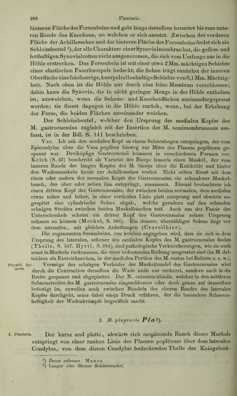 hinteren Fläche desFersenbeins und geht längs derselben herunter bis zum unte- ren Rande des Knochens, an welchen er sich ansetzt. Zwischen der vorderen Fläche der Achillessehne und der hinteren Fläche des Fersenbeins findet sich ein Schleimbeutel J),der alle Charaktere einer Synovialmembran hat, die gefäss- und fetthaltigen Synovialzotten nicht ausgenommen, die sich vom Umfange aus in die Höhle erstrecken. Das Fersenbein ist mit einer etwa 2 Mm. mächtigen Schichte eines elastischen Faserknorpels bedeckt; die Sehne trägt zunächst der inneren Oberfläche eine feinfaserige, knorpelzellenhaltige Schichte von 0,1 Mm. Mächtig- keit. Nach oben ist die Höhle nur durch eine feine Membran verschlossen; dahin kann die Synovia, die in nicht geringer Menge in der Höhle enthalten ist, ausweichen, wenn die Sehnen- und Knochenflächen aneinandergepresst werden; sie fliesst dagegen in die Höhle zurück, wenn, bei der Erhebung der Ferse, die beiden Flächen auseinander weichen. Der Schleimbeutel, welcher den Ursprung des medialen Kopfes des M. gastrocnemius zugleich mit der Insertion des M. semimembranosüs um- fasst, ist in der Bdl. S. 141 beschrieben. Var. Ich sah den medialen Kopf an einem Sehnenbogen entspringen, der vom Epicondylus über die Vasa poplitea hinweg zur Mitte des Planum popliteum ge- spannt war. Dreiköpfige Gastrocnemii kommen in verschiedenen Formen vor. Kelch (S. 42) beschreibt als Varietät des Biceps femoris einen Muskel, der Vom inneren Rande des langen Kopfes des M. biceps über die Kniekehle und hinter den Wadenmuskeln herab zur Achillessehne verlief. Nicht selten fliesst mit dem einen oder andern der normalen Köpfe des Gastrocnemius ein schmalerer Muskel- bauch, der über oder neben ihm entspringt, zusammen. Einmal beobachtete ich einen dritten Kopf des Gastrocnemius, der zwischen beiden normalen, dem medialen etwas näher und höher, in einer verticalen Linie platt entsprang und abwärts zu- gespitzt eine cylindrische Sehne abgab, welche geradezu auf den schmalen sehnigen Streifen zwischen beiden Muskelbäuchen traf. Auch aus der Fascie des Unterschenkels scheint ein dritter Kopf des Gastrocnemius seinen Ursprung nehmen zu können (Meckel, S. 586). Ein dünner, überzähliger Soleus liegt vor dem normalen, mit gleichen Anheftungen (Cruveilhier). Die sogenannten Sesambeine, ,von welchen angegeben wird, dass sie sich in dem Ursprung des lateralen, seltener des medialen Kopfes des M. gastrocnemius finden (Theile, S. 347. Hyrtl, S. 394), sind pathologische Verknöcherungen, wie sie auch sonst in Muskeln Vorkommen, die einer bedeutenden Reibung ausgesetzt sind (im M. del- toideus als Exercirknochen, in der medialen Portion des M. vastus bei Reitern u. s. w.). Physioi. Be- Vermöge des schrägen Verlaufes der Muskelbündel des Gastrocnemius wird merk, die Contraction derselben die Wade nicht nur verkürzt, sondern auch in die Breite gespannt und abgeplattet. Der N. cutaneus tibialis, welcher in den mittleren Sehnenstreifen des M. gastrocnemius eingeschlossen oder doch genau auf demselben befestigt ist, zuweilen auch zwischen Bündeln des oberen Randes des lateralen Kopfes durchgeht, muss dabei ein^n Druck erfahren, der die besondere Schmerz- haftigkeit der Wadenkrämpfe begreiflich macht. 2. M. plantaris P l CI2). 2. plantaris. Der kurze und platte, abwärts sich zuspitzende Bauch dieses Muskels entspringt von einer rauhen Linie des Planum popliteum über dem lateralen Condylus, von dem diesen Condylus bedeckenden Theile der Kniegelenk- T) Bursa calcanea Monro. 2) Langer oder dünner Sohlenniuskel.