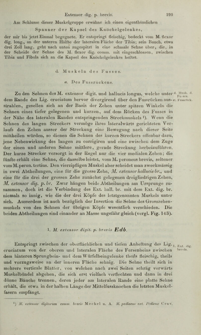 Am Schlüsse dieser Muskelgruppe erwähne ich einen eigenthümlichen Spanner der Kapsel des Knöchelgelenkes, der mir bis jetzt Einmal begegnete. Er entspringt fleischig, bedeckt vom M. flexor dig. long., an der unteren Hälfte der lateralen Fläche der Tibia; sein Bauch, etwa drei Zoll lang, geht nach unten zugespitzt in eine schmale Sehne über, die, in der Scheide der Sehne des M. flexor dig. comm. mit eingeschlossen, zwischen Tibia und Fibula sich an die Kapsel des Knöchelgelenkes heftet. d. Muskeln des Fusses. «. Des Fussrückens. Zu den Sehnen des M. extensor digit. und hallucis longus, welche unter dem Rande des Lig. cruciatum hervor divergirend über den Fussrücken aus-e strahlen, gesellen sich an der Basis der Zehen unter spitzen Winkeln die Sehnen eines tiefer gelegenen und kurzen, auf dem Rücken des Fusses in der Nähe des lateralen Randes entspringenden Streckmuskels1). Wenn die Sehnen des langen Streckers vermöge ihres lateralwärts gerichteten Ver- laufs den Zehen ausser der Streckung eine Bewegung nach dieser Seite mittheilen würden, so dienen die Sehnen des kurzen Streckers offenbar dazu, jene Nebenwirkung des langen zu corrigiren und eine zwischen dem Zuge der einen und anderen Sehne mittlere, gerade Streckung herbeizuführen. Der kurze Strecker versorgt in der Regel nur die vier medialen Zehen; die fünfte erhält eine Sehne, die dasselbe leistet, vom M. peroneus brevis, seltener vom M.peron. tertius. Den vierzipfligen Muskel aber scheidet man zweckmässig in zwei Abtheilungen, eine für die grosse Zehe, M. extensor hallucis hr., und eine für die drei der grossen Zehe zunächst gelegenen dreigliedrigen Zehen, M. extensor dig. p.br. Zwar hängen beide Abtheilungen am Ursprünge zu- sammen, doch ist die Verbindung des Ext. hall. br. mit dem Ext. dig. br. niemals so innig, wie die der drei Köpfe des letztgenannten Muskels unter sich. Ausserdem ist auch bezüglich der Insertion die Sehne des Grosszehen- muskels von den Sehnen der übrigen Köpfe wesentlich verschieden. Die beiden Abtheilungen sind einander an Masse ungefähr gleich (vergl. Fig. 143). 1. M. extensor digit. p. brevis Edb. Entspringt zwischen der oberflächlichen und tiefen Anheftung des Lig. j cruciatum von der oberen und lateralen Fläche des Fersenbeins zwischen dem hinteren Sprungbein- und dem Würfelbeingelenke theils fleischig, theils und vorzugsweise an der inneren Fläche sehnig. Die Sehne theilt sich in mehrere verticale Blatter, von welchen nach zwei Seiten schräg vorwärts Muskelbündel abgehen, die sich erst vielfach verflechten und dann in drei dünne Bäuche trennen, deren jeder am lateralen Rande eine platte Sehne erhält, die etwa in der halben Länge der Mittelfussknochen die letzten Muskel- fasern empfängt. I. Musk. fl. Fu-ses. :. Fussrück. . Ext. dig. brevis. x) M. extensor digitorum comm. brevis Meckel u. A. M. pediaeus ext. Pedieux Cruv.