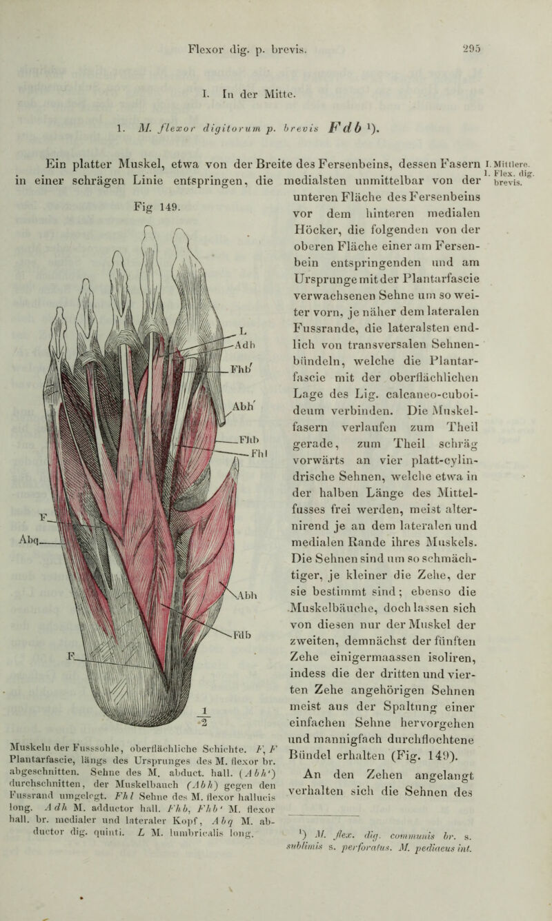 I. In der Mitte. 1. M. flexor digitorum p. brevis Fdb 1). Ein platter Muskel, etwa von in einer schrägen Linie entspringen, Fig 149. Muskeln der Fusssohle, oberflächliche Schichte. F, F Plantarfascie, längs des Ursprunges des M. flexor br. abgeschnitten. Sehne des M. abduct. hall. (Abh') durchschnitten, der Muskelbauch (Abh) gegen den Fussrand umgelegt. Fhl Sehne des M. flexor hallucis long. Adh M. adductor hall. Fhb, Fhb‘ M. flexor hall. br. medialer und lateraler Kopf, Abq M. ab- ductor dig. quinti. L M. lumbricalis long. Breite des Fersenbeins, dessen r asern medialsten unmittelbar von der unteren Fläche des Fersenbeins vor dem hinteren medialen Höcker, die folgenden von der oberen Fläche einer am Fersen- bein entspringenden und am Ursprünge mit der Plantarfascie verwachsenen Sehne um so wei- ter vorn, je näher dem lateralen Fussrande, die lateralsten end- lich von transversalen Sehnen- bündeln, welche die Plantar- fascie mit der oberflächlichen Lage des Lig. calcaneo-cuboi- deum verbinden. Die Muskel- fasern verlaufen zum Theil gerade, zum Theil schräg vorwärts an vier platt-cyl in- drisch e Sehnen, welche etwa in der halben Länge des Mittel- fusses frei werden, meist alter- nirend je an dem lateralen und medialen Rande ihres Muskels. Die Sehnen sind um so schmäch- tiger, je kleiner die Zehe, der sie bestimmt sind; ebenso die Muskelbäuche, doch lassen sich von diesen nur der Muskel der zweiten, demnächst der fünften Zehe einigermaassen isoliren, indess die der dritten und vier- ten Zehe angehörigen Sehnen meist aus der Spaltung einer einfachen Sehne hervorgehen und mannigfach durcliflochtene Bündel erhalten (Fig. 149). An den Zehen angelangt verhalten sich die Sehnen des l) M. flex. dig. communis br. s. sublimis s. perforatus. M. pediaeus int. I. Mittlere. 1. Flex. tlig. brevis.