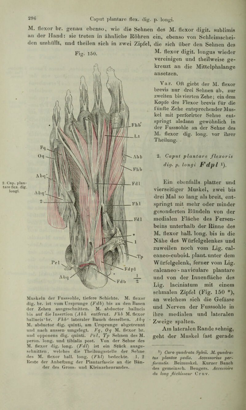 Caput plantare flex. dig. p. longi. M. flexor br. genau ebenso, wie die Sehnen des M. flexor digit. sublimis an der Hand: sie treten in ähnliche Röhren ein, ebenso von Schleimschei- den umhüllt, und theilen sich in zwei Zipfel, die sich über den Sehnen des Fio-. 150. flexor digit. longus wieder vereinigen und theilweise ge- kreuzt an die Mittelphalange ansetzen. Var. Oft giebt der M. flexor brevis nur drei Sehnen ab, zur zweiten bis vierten Zehe; ein dem Kopfe des Flexor brevis für die fünfte Zehe entsprechender Mus- kel mit perforirter Sehne ent- springt alsdann gewöhnlich in der Fusssohle an der Sehne des M. flexor dig. long. vor ihrer Theilung. 2. Caput plantare flexoris dig. p. longi Fdpl !). Ein ebenfalls platter und vierseitiger Muskel, zwei bis drei Mal so lang als breit, ent- springt mit mehr oder minder gesonderten Bündeln von der medialen Fläche des Fersen- beins unterhalb der Rinne des M. flexor hall. long. bis in die Nähe des Würfelgelenkes und zuweilen noch vom Lig. cal- caneo-cuboid. plant, unter dem Würfelgelenk, ferner vom Lig. calcaneo - naviculare plantare und von der Innenfläche des Lig. laciniatum mit einem schmalen Zipfel (Fig. 150 *), Muskeln dev Fusssohle, tiefere Schichte. M. flexor dig. br. ist vom Ursprünge (Fäh) bis zu den Basen der Zehen ausgeschnitten. M. abductor hallucis bis auf die Insertion (Abh entfernt. Fhb M. flexor hallucis br. Fhb' lateraler Bauch desselben. Abq M. abductor dig. quinti, am Ursprünge abgetrennt und nach aussen- umgelegt. Fq, Oq M. flexor br. und opponens dig. quinti. Fel, Tp Sehnen des M. peron. long. und tibialis post. Von der Sehne des M. flexor dig. long. (Fdt) ist ein Stück ausge- schnitten , welches die Theilungsstelle der Sehne des M. flexor hall. long. (Fht) bedeckte. 1, 2 Reste der Anheftung der Plantarfascie an die Bän- der des Gross- und Kleinzehenrandes. an welchem sich die Gefässe und Nerven der Fusssohle in ihre medialen und lateralen Zweige spalten. Am lateralen Rande sehnig, geht der Muskel fast gerade x) Caro quadrata Sylvii. M. quadra- tus plantat pedis. Accessorius per- forantis. Beimuskel. Kurzer Bauch des gemeinsch. Beugers. Accessoire du long ßechisseur Cr uv.