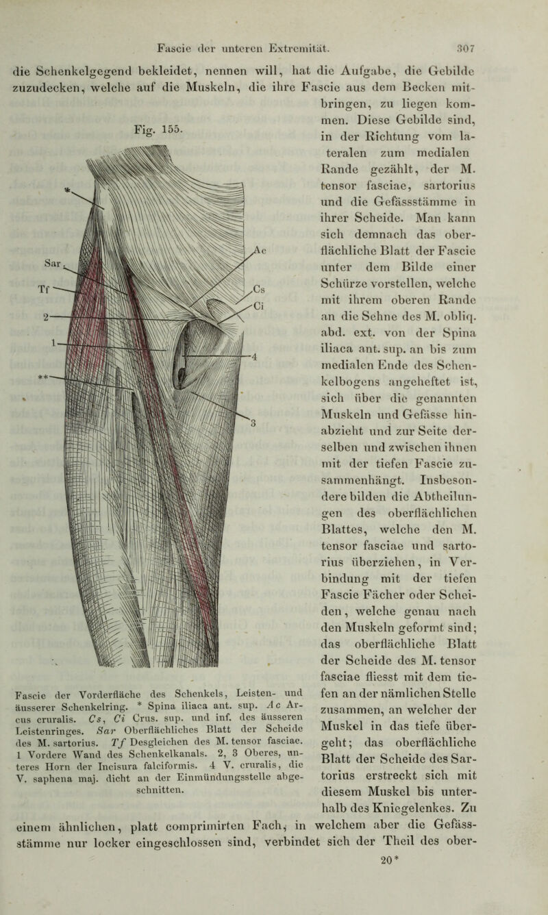 die Schenkelgegend bekleidet, nennen will, hat die Aufgabe, die Gebilde zuzudecken, welche auf die Muskeln, die ihre Fascie aus dem Becken mit- bringen, zu liegen kom- men. Diese Gebilde sind, in der Richtung vom la- teralen zum medialen Rande gezählt, der M. tensor fasciae, sartorius und die Gefässstämme in ihrer Scheide. Man kann sich demnach das ober- flächliche Blatt der Fascie unter dem Bilde einer Schürze vorstellen, welche mit ihrem oberen Rande an die Sehne des M. obliq. abd. ext. von der Spina iliaca ant. sup. an bis zum medialen Ende des Schen- kelbogens angeheftet ist, sich über die genannten Muskeln und Gefässe hin- abzieht und zur Seite der- selben und zwischen ihnen mit der tiefen Fascie zu- sammenhängt. Insbeson- dere bilden die Abtheilun- gen des oberflächlichen Blattes, welche den M. tensor fasciae und sarto- rius überziehen, in Ver- bindung mit der tiefen Fascie Fächer oder Schei- den , welche genau nach den Muskeln geformt sind; das oberflächliche Blatt der Scheide des M. tensor fasciae fliesst mit dem tie- fen an der nämlichen Stelle zusammen, an welcher der Muskel in das tiefe über- geht ; das oberflächliche Blatt der Scheide des Sar- torius erstreckt sich mit diesem Muskel bis unter- halb des Kniegelenkes. Zu welchem aber die Gefäss- verbindet sich der Theil des ober- 20* Fascie der Vorderfläche des Schenkels, Leisten- und äusserer Schenkelring. * Spina iliaca ant. sup. A c Ar- cus cruralis. Cs, Ci Crus. sup. und inf. des äusseren Lcistenringes. Sar Oberflächliches Blatt der Scheide des M. sartorius. Tf Desgleichen des M. tensor fasciae. 1 Vordere Wand des Schenkelkanals. 2, 3 Oberes, un- teres Horn der Incisura falciformis. 4 V. cruralis, die V. saphena maj. dicht an der Einmündungsstelle abge- schnitten. einem ähnlichen, platt comprimirten Fach^ in Stämme nur locker eingeschlossen sind,