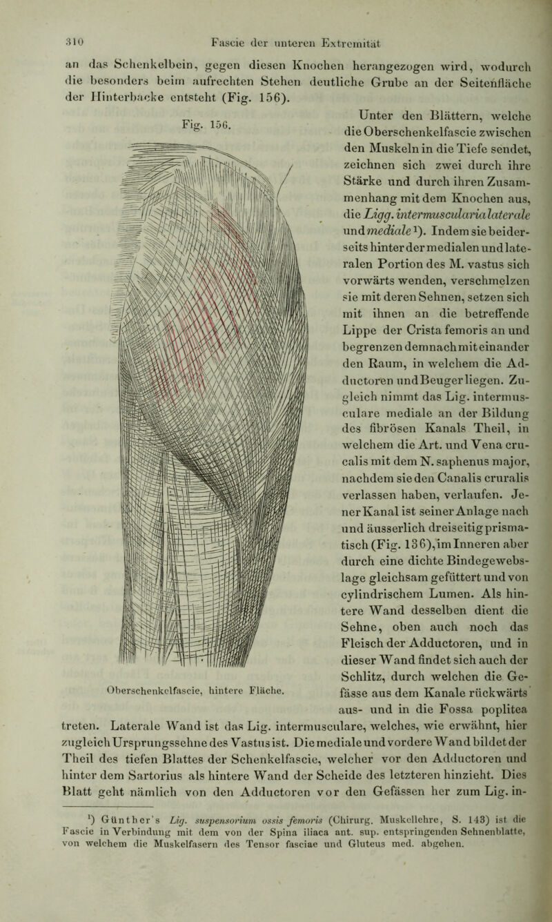 an das Schenkelbein, gegen diesen Knochen herangezogen wird, wodurch die besonders beim aufrechten Stehen deutliche Grube an der Seitenfläche der Hinterbacke entsteht (Fig. 156). Unter den Blättern, welche dieOberschenkelfascie zwischen den Muskeln in die Tiefe sendet, zeichnen sich zwei durch ihre Stärke und durch ihren Zusam- menhang mit dem Knochen aus, die Ligg. intermuscularialaterale und mediale1'). Indem sie beider- seits hinter der medialen und late- ralen Portion des M. vastus sich vorwärts wenden, verschmelzen sie mit deren Sehnen, setzen sich mit ihnen an die betreffende Lippe der Crista femoris an und begrenzen demnachmiteinander den Raum, in welchem die Ad- ductoren und Beuger liegen. Zu- gleich nimmt das Lig. intermus- culare mediale an der Bildung des fibrösen Kanals Theil, in welchem die Art. und Vena cru- calis mit dem N. saphenus major, nachdem sieden Canalis cruralis verlassen haben, verlaufen. Je- ner Kanal ist seiner Anlage nach und äusserlich dreiseitig prisma- tisch (Fig. 13 6), im Inneren aber durch eine dichte Bindegewebs- lage gleichsam gefüttert und von cylindrischem Lumen. Als hin- tere Wand desselben dient die Sehne, oben auch noch das Fleisch der Adductoren, und in dieser Wand findet sich auch der Schlitz, durch welchen die Ge- fässe aus dem Kanäle rückwärts aus- und in die Fossa poplitea treten. Laterale Wand ist das Lig. intermusculare, welches, wie erwähnt, hier zugleich Ursprungssehne des Vastus ist. Die mediale und vordere Wand bildet der Theil des tiefen Blattes der Schenkelfascie, welcher vor den Adductoren und hinter dem Sartorius als hintere Wand der Scheide des letzteren hinzieht. Dies Blatt geht nämlich von den Adductoren vor den Gefässen her zum Lig. in- Oberschenkclfascie, hintere Fläche. *) Güntber’s Lig. Suspensorium ossis femoris (Chirurg. Muskellehre, S. 143) ist die Fascie in Verbindung mit dem von der Spina iliaca ant. sup. entspringenden Sehnenblatte, von welchem die Muskelfasern des Tensor fasciae und Gluteus med. abgehen.