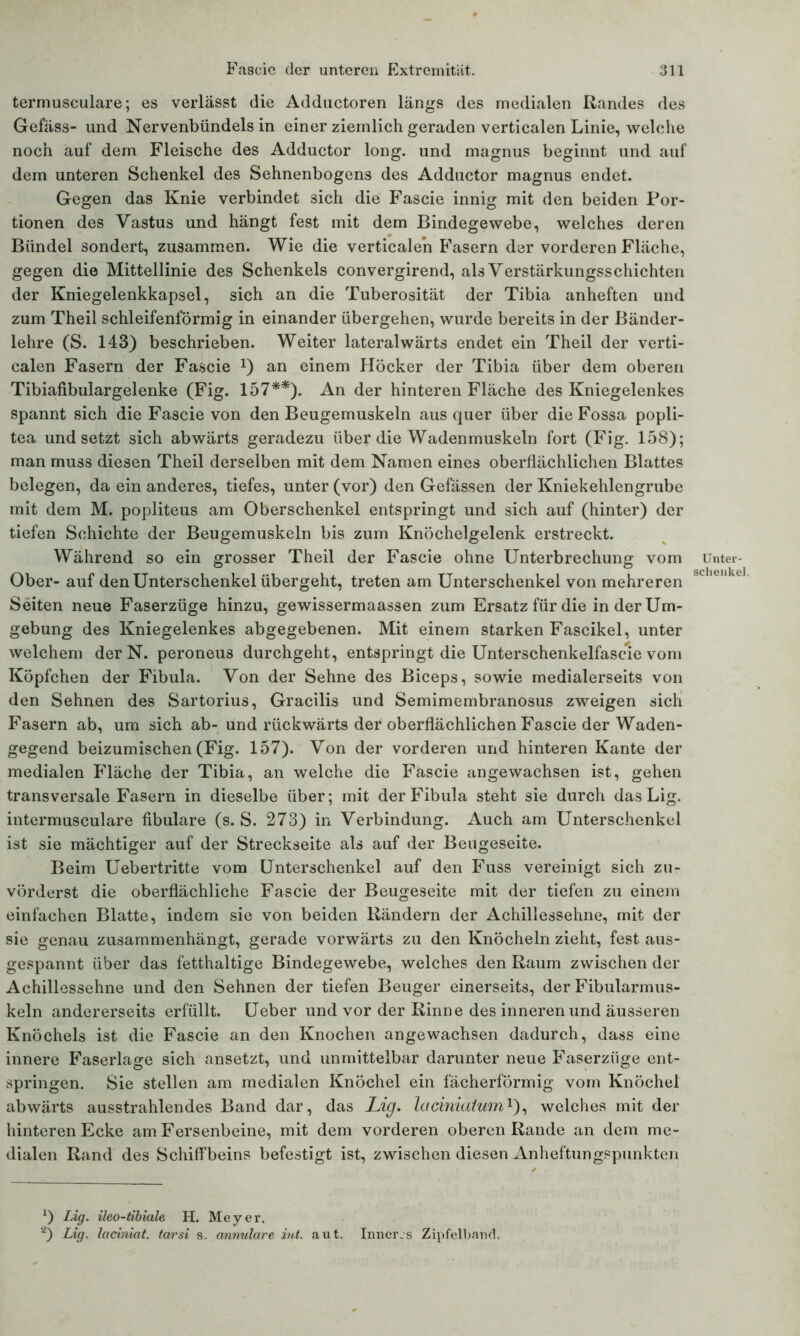 termusculare; es verlässt die Adductoren längs des medialen Randes des Gefäss- und Nervenbündels in einer ziemlich geraden verticalen Linie, welche noch auf dem Fleische des Adductor long. und magnus beginnt und auf dem unteren Schenkel des Sehnenbogens des Adductor magnus endet. Gegen das Knie verbindet sich die Fascie innig mit den beiden Por- tionen des Vastus und hängt fest mit dem Bindegewebe, welches deren Bündel sondert, zusammen. Wie die verticalen Fasern der vorderen Fläche, gegen die Mittellinie des Schenkels convergirend, als Verstärkungsschichten der Kniegelenkkapsel, sich an die Tuberosität der Tibia anheften und zum Theil schleifenförmig in einander übergehen, wurde bereits in der Bänder- lehre (S. 143) beschrieben. Weiter lateralwärts endet ein Theil der verti- calen Fasern der Fascie J) an einem Höcker der Tibia über dem oberen Tibiafibulargelenke (Fig. 157*) **). An der hinteren Fläche des Kniegelenkes spannt sich die Fascie von den Beugemuskeln aus quer über die Fossa popli- tea und setzt sich abwärts geradezu über die Wadenmuskeln fort (Fig. 158); man muss diesen Theil derselben mit dem Namen eines oberflächlichen Blattes belegen, da ein anderes, tiefes, unter (vor) den Gefässen der Kniekehlengrube mit dem M. popliteus am Oberschenkel entspringt und sich auf (hinter) der tiefen Schichte der Beugemuskeln bis zum Knöchelgelenk erstreckt. Während so ein grosser Theil der Fascie ohne Unterbrechung vom Ober- auf den Unterschenkel übergeht, treten am Unterschenkel von mehreren Seiten neue Faserzüge hinzu, gewissermaassen zum Ersatz für die in der Um- gebung des Kniegelenkes abgegebenen. Mit einem starken Fascikel, unter welchem der N. peroneus durchgeht, entspringt die Unterschenkelfascie vom Köpfchen der Fibula. Von der Sehne des Biceps, sowie medialerseits von den Sehnen des Sartorius, Gracilis und Semimembranosus zweigen sich Fasern ab, um sich ab- und rückwärts der oberflächlichen Fascie der Waden- gegend beizumischen (Fig. 157). Von der vorderen und hinteren Kante der medialen Fläche der Tibia, an welche die Fascie angewachsen ist, gehen transversale Fasern in dieselbe über; mit der Fibula steht sie durch dasLig. intermusculare fibulare (s. S. 273) in Verbindung. Auch am Unterschenkel ist sie mächtiger auf der Streckseite als auf der Beugeseite. Beim Uebertritte vom Unterschenkel auf den Fuss vereinigt sich zu- vörderst die oberflächliche Fascie der Beugeseite mit der tiefen zu einem einfachen Blatte, indem sie von beiden Rändern der Achillessehne, mit der sie genau zusammenhängt, gerade vorwärts zu den Knöcheln zieht, fest aus- gespannt über das fetthaltige Bindegewebe, welches den Raum zwischen der Achillessehne und den Sehnen der tiefen Beuger einerseits, der Fibularmus- keln andererseits erfüllt. Ueber und vor der Rinne des inneren und äusseren Knöchels ist die Fascie an den Knochen angewachsen dadurch, dass eine innere Faserlage sich ansetzt, und unmittelbar darunter neue Faserzüge ent- springen. Sie stellen am medialen Knöchel ein fächerförmig vom Knöchel abwärts ausstrahlendes Band dar, das Jjig. laciniatumx), welches mit der hinteren Ecke am Fersenbeine, mit dem vorderen oberen Rande an dem me- dialen Rand des Schiffbeins befestigt ist, zwischen diesen Anheftungspunkten Unter- schenkel. *) IÄg. ileo-tibiale H. Meyer. 2) Lig. laciniat. tarsi s. annulare int. aut. Inneivs Zipfelband,