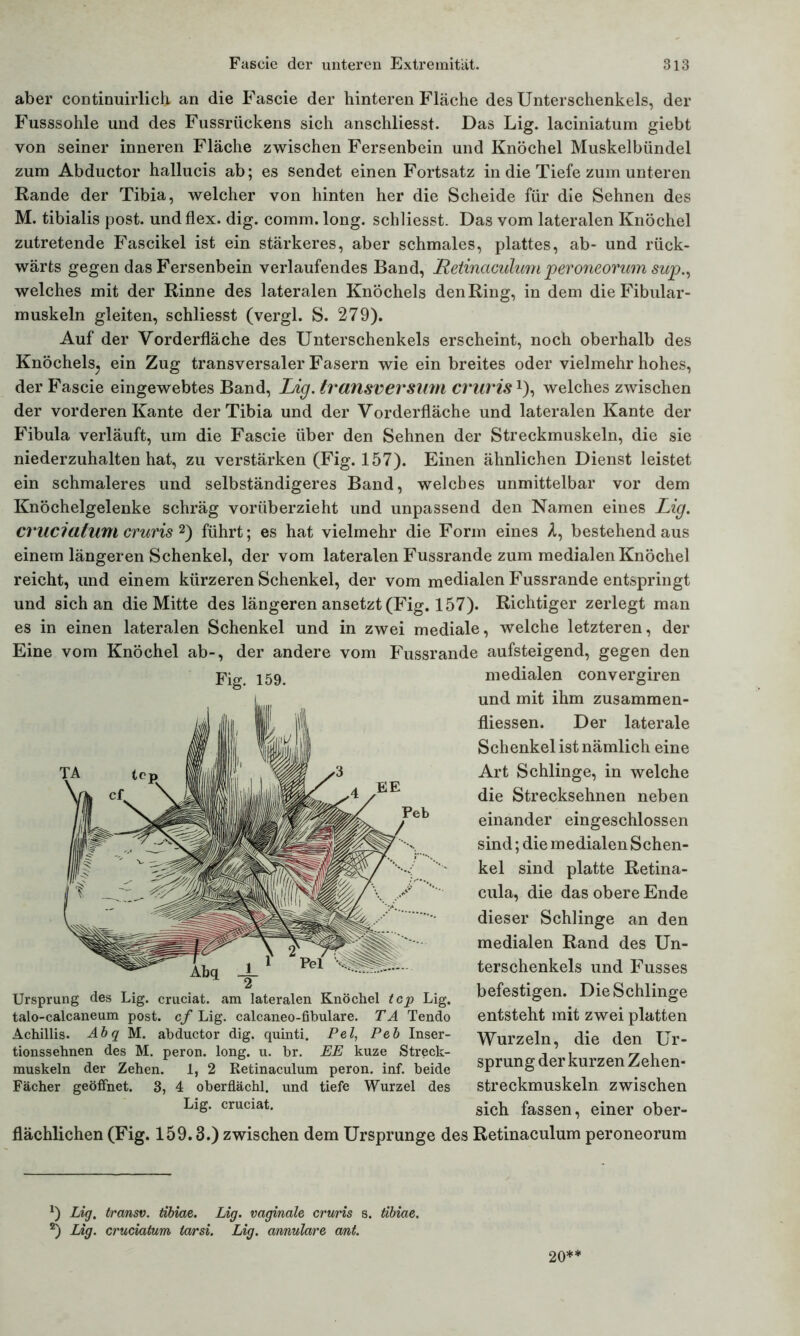 aber continuirlich an die Fascie der hinteren Fläche des Unterschenkels, der Fusssohle und des Fussrückens sich anschliesst. Das Lig. laciniatum giebt von seiner inneren Fläche zwischen Fersenbein und Knöchel Muskelbündel zum Abductor hallucis ab; es sendet einen Fortsatz in die Tiefe zum unteren Rande der Tibia, welcher von hinten her die Scheide für die Sehnen des M. tibialis post, undflex. dig. comm. long. schliesst. Das vom lateralen Knöchel zutretende Fascikel ist ein stärkeres, aber schmales, plattes, ab- und rück- wärts gegen das Fersenbein verlaufendes Band, Retinaculum jperoneorum sup., welches mit der Rinne des lateralen Knöchels den Ring, in dem dieFibular- muskeln gleiten, schliesst (vergl. S. 279). Auf der Vorderfläche des Unterschenkels erscheint, noch oberhalb des Knöchels^ ein Zug transversaler Fasern wie ein breites oder vielmehr hohes, der Fascie eingewebtes Band, Lig. transversum cruris* *), welches zwischen der vorderen Kante der Tibia und der Vorderfläche und lateralen Kante der Fibula verläuft, um die Fascie über den Sehnen der Streckmuskeln, die sie niederzuhalten hat, zu verstärken (Fig. 157). Einen ähnlichen Dienst leistet ein schmaleres und selbständigeres Band, welches unmittelbar vor dem Knöchelgelenke schräg vorüberzieht und unpassend den Namen eines Lig. crucialum cruris 2) führt; es hat vielmehr die Form eines A, bestehend aus einem längeren Schenkel, der vom lateralen Fussrande zum medialen Knöchel reicht, und einem kürzeren Schenkel, der vom medialen Fussrande entspringt und sich an die Mitte des längeren ansetzt (Fig. 157). Richtiger zerlegt man es in einen lateralen Schenkel und in zwei mediale, welche letzteren, der Eine vom Knöchel ab-, der andere vom Fussrande aufsteigend, gegen den medialen convergiren und mit ihm zusammen- fliessen. Der laterale Schenkel ist nämlich eine Art Schlinge, in welche die Strecksehnen neben einander eingeschlossen sind; die medialen Schen- kel sind platte Retina- cula, die das obere Ende dieser Schlinge an den medialen Rand des Un- terschenkels und Fusses befestigen. Die Schlinge entsteht mit zwei platten Wurzeln, die den Ur- sprung der kurzen Zehen- streckmuskeln zwischen sich fassen, einer ober- flächlichen (Fig. 159.3.) zwischen dem Ursprünge des Retinaculum peroneorum Fig. 159. Ursprung des Lig. cruciat. am lateralen Knöchel tcp Lig. talo-calcaneum post, cf Lig. calcaneo-fibulare. TA Tendo Achillis. Abq M. abductor dig. quinti. Pel, Peb Inser- tionssehnen des M. peron. long. u. br. EE kuze Streck- muskeln der Zehen. 1, 2 Retinaculum peron. inf. beide Fächer geöffnet. 3, 4 oberflächl. und tiefe Wurzel des Lig. cruciat. *) Lig. transv. tibiae. Lig. vaginale cruris s. tibiae. *) Lig. cruciatum tarsi. Lig. annulare ant. 20**