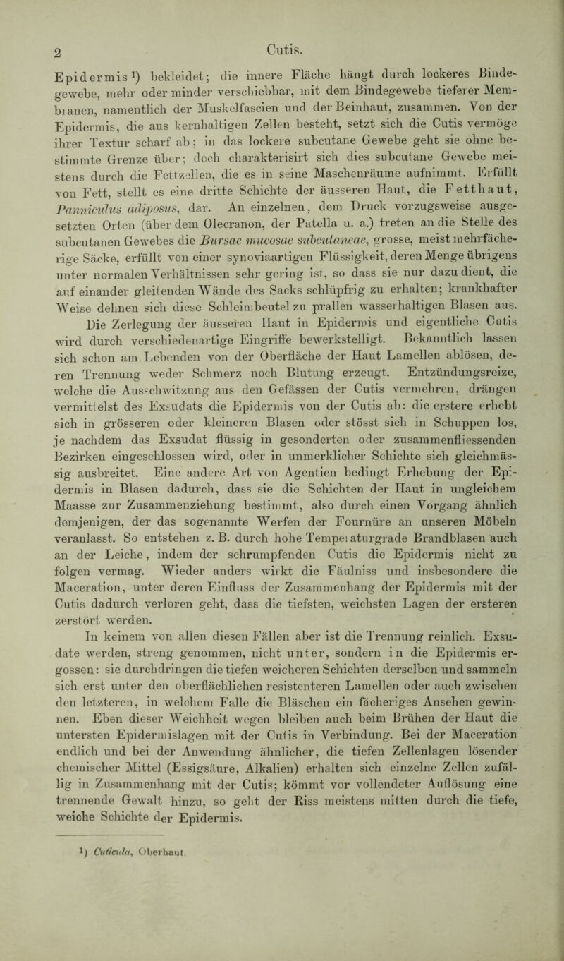 Cutis. Epidermis1) bekleidet; die innere Fläche hängt durch lockeres Binde- gewebe, mehr oder minder verschiebbar, mit dem Bindegewebe tieferer Mem- bianen, namentlich der Muskelfascien und der Beinhaut, zusammen. Von der Epidermis, die aus kernhaltigen Zellen besteht, setzt sich die Cutis vermöge ihrer Textur scharf ab; in das lockere subcutane Gewebe geht sie ohne be- stimmte Grenze über; doch charakterisirt sich dies subcutane Gewebe mei- stens durch die Fettzellen, die es in seine Maschenräume aufnimmt. Erfüllt von Fett, stellt es eine dritte Schichte der äusseren Haut, die Fetthaut, Panniculus acliposiis, dar. An einzelnen, dem Druck vorzugsweise ausge- setzten Orten (über dem Olecranon, der Patella u. a.) treten an die Stelle des subcutanen Gewebes die JBursae mucosae siibcutaneae, grosse, meist mehrfäche- rige Säcke, erfüllt von einer synoviaartigen Flüssigkeit, deren Menge übrigens unter normalen Verhältnissen sehr gering ist, so dass sie nur dazu dient, die aufeinander gleitenden Wände des Sacks schlüpfrig zu erhalten; krankhafter Weise dehnen sich diese Schleimbeutelzu prallen wasserhaltigen Blasen aus. Die Zerlegung der äusseren Haut in Epidermis und eigentliche Cutis wird durch verschiedenartige Eingriffe bewerkstelligt. Bekanntlich lassen sich schon am Lebenden von der Oberfläche der Haut Lamellen ablösen, de- ren Trennung weder Schmerz noch Blutung erzeugt. Entzündungsreize, welche die Ausschwitzung aus den Gefässen der Cutis vermehren, drängen vermittelst des Exsudats die Epidermis von der Cutis ab: die erstere erhebt sich in grösseren oder kleineren Blasen oder stösst sich in Schuppen los, je nachdem das Exsudat flüssig in gesonderten oder zusammenfliessenden Bezirken eingeschlossen wird, oder in unmerklicher Schichte sich gleiehmäs- sig ausbreitet. Eine andere Art von Agentien bedingt Erhebung der Epi- dermis in Blasen dadurch, dass sie die Schichten der Haut in ungleichem Maasse zur Zusammenziehung bestimmt, also durch einen Vorgang ähnlich demjenigen, der das sogenannte Werfen der Fourntire an unseren Möbeln veranlasst. So entstehen z. B. durch hohe Tempei aturgrade Brandblasen auch an der Leiche, indem der schrumpfenden Cutis die Epidermis nicht zu folgen vermag. Wieder anders wirkt die Fäulniss und insbesondere die Maceration, unter deren Einfluss der Zusammenhang der Epidermis mit der Cutis dadurch verloren geht, dass die tiefsten, weichsten Lagen der ersteren zerstört werden. In keinem von allen diesen Fällen aber ist die Trennung reinlich. Exsu- date werden, streng genommen, nicht unter, sondern in die Epidermis er- gossen: sie durchdringen die tiefen weicheren Schichten derselben und sammeln sich erst unter den oberflächlichen resistenteren Lamellen oder auch zwischen den letzteren, in welchem Falle die Bläschen ein fächeriges Ansehen gewin- nen. Eben dieser Weichheit wegen bleiben auch beim Brühen der Haut die untersten Epidermislagen mit der Cutis in Verbindung. Bei der Maceration endlich und bei der Anwendung ähnlicher, die tiefen Zellenlagen lösender chemischer Mittel (Essigsäure, Alkalien) erhalten sich einzelne Zellen zufäl- lig in Zusammenhang mit der Cutis; kömmt vor vollendeter Auflösung eine trennende Gewalt hinzu, so geht der Riss meistens mitten durch die tiefe, weiche Schichte der Epidermis. 1 j Cuticula, Oberhaut.