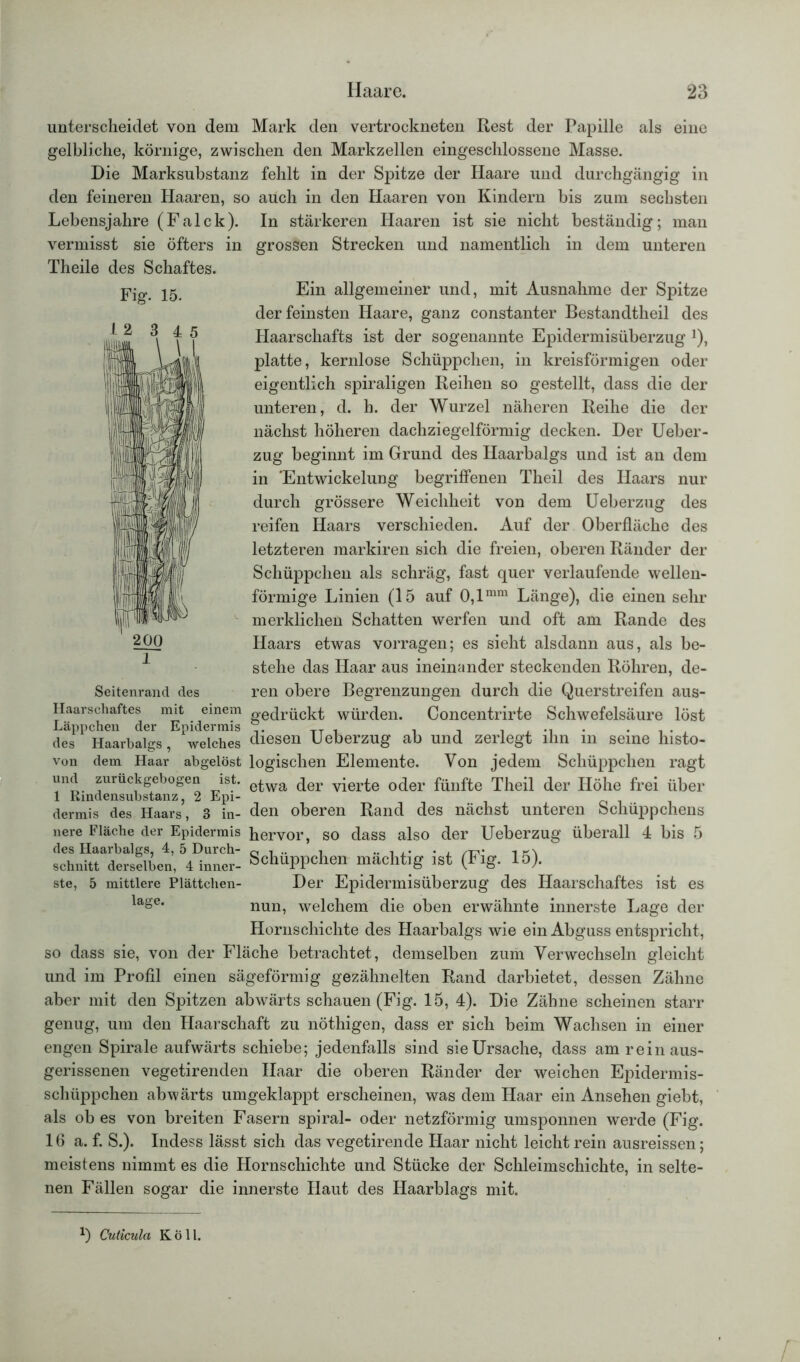 unterscheidet von dem Mark den vertrockneten Rest der Papille als eine gelbliche, körnige, zwischen den Markzellen eingeschlossene Masse. Die Marksubstanz fehlt in der Spitze der Haare und durchgängig in den feineren Haaren, so auch in den Haaren von Kindern bis zum sechsten Lebensjahre (Falck). In stärkeren Haaren ist sie nicht beständig; man vermisst sie öfters in grossen Strecken und namentlich in dem unteren Theile des Schaftes. Ein allgemeiner und, mit Ausnahme der Spitze der feinsten Haare, ganz constanter Bestandteil des Haarschafts ist der sogenannte Epidermisüberzug ]), platte, kernlose Schüppchen, in kreisförmigen oder eigentlich spiraligen Reihen so gestellt, dass die der unteren, d. h. der Wurzel näheren Reihe die der nächst höheren dachziegelförmig decken. Der Ueber- zug beginnt im Grund des Haarbalgs und ist an dem in ‘Entwickelung begriffenen Theil des Haars nur durch grössere Weichheit von dem Ueberzug des reifen Haars verschieden. Auf der Oberfläche des letzteren markiren sich die freien, oberen Ränder der Schüppchen als schräg, fast quer verlaufende wellen- förmige Linien (15 auf 0,1mm Länge), die einen sehr merklichen Schatten werfen und oft am Rande des Haars etwas vorragen; es sieht alsdann aus, als be- stehe das Haar aus ineinander steckenden Röhren, de- ren obere Begrenzungen durch die Querstreifen aus- Haarschaftes mit einem gedrückt würden. Concentrirte Schwefelsäure löst Läppchen der Epidermis TT , . , , .. . , . des Haarbalgs, welches diesen Ueberzug ab und zerlegt ihn m seine lnsto- von dem Haar abgelöst logischen Elemente. Von jedem Schüppchen ragt und zurückgebogen ist. e^wa der vierte oder fünfte Theil der Höhe frei über 1 Rindensubstanz, 2 Epi- dermis des Haars, 3 in- den oberen Rand des nächst unteren Schüppchens nere Fläche der Epidermis hervor, so dass also der Ueberzug überall 4 bis 5 «SÄS: Schüppchen mächtig ist (Fig. 15). ste, 5 mittlere Plättchen- Der Epidermisüberzug des Haarschaftes ist es lage* nun, welchem die oben erwähnte innerste Lage der Hornschichte des Haarbalgs wie ein Abguss entspricht, so dass sie, von der Fläche betrachtet, demselben zum Verwechseln gleicht und im Profil einen sägeförmig gezähneiten Rand darbietet, dessen Zähne aber mit den Spitzen abwärts schauen (Fig. 15, 4). Die Zähne scheinen starr genug, um den Haarschaft zu nöthigen, dass er sich beim Wachsen in einer engen Spirale aufwärts schiebe; jedenfalls sind sie Ursache, dass am rein aus- gerissenen vegetirenden Haar die oberen Ränder der weichen Epidermis- schüppchen abwärts umgeklappt erscheinen, was dem Haar ein Ansehen giebt, als ob es von breiten Fasern spiral- oder netzförmig umsponnen werde (Fig. 16 a. f. S.). Indess lässt sich das vegetirende Haar nicht leicht rein ausreissen; meistens nimmt es die Hornschichte und Stücke der Schleimschichte, in selte- nen Fällen sogar die innerste Haut des Haarblags mit. Fig. 15. 1 2 3 4 5 1 Seitenrand des *) Cuticula Köll.