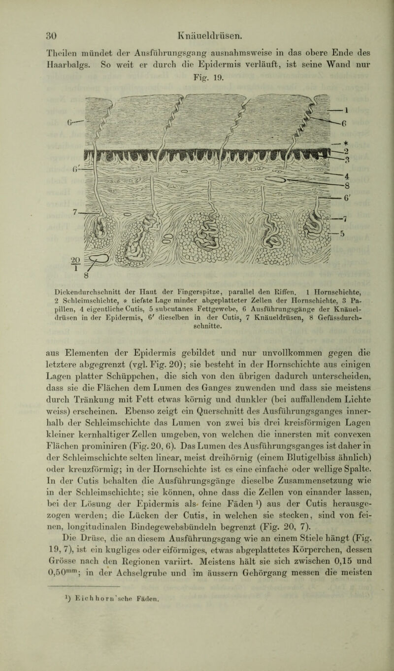 Theilen mündet der Ausführungsgang ausnahmsweise in das obere Ende des Haarbalgs. So weit er durch die Epidermis verläuft, ist seine Wand nur Fig. 19. Dickendurchschnitt der Haut der Fingerspitze, parallel den Riffen. 1 Hornschichte, 2 Schleimschichte, * tiefste Lage minder abgeplatteter Zellen der Hornschichte, 3 Pa- pillen, 4 eigentliche Cutis, 5 subcutanes Fettgewebe, 6 Ausführungsgänge der Knäuel- drüsen in der Epidermis, 6' dieselben in der Cutis, 7 Knäueldrüsen, 8 Gefässdurch- schnitte. aus Elementen der Epidermis gebildet und nur unvollkommen gegen die letztere abgegrenzt (vgl. Fig. 20); sie besteht in der Hornschichte aus einigen Lagen platter Schüppchen, die sich von den übrigen dadurch unterscheiden, dass sie die Flächen dem Lumen des Ganges zuwenden und dass sie meistens durch Tränkung mit Fett etwas körnig und dunkler (bei auffallendem Lichte weiss) erscheinen. Ebenso zeigt ein Querschnitt des Ausführungsganges inner- halb der Schleimschichte das Lumen von zwei bis drei kreisförmigen Lagen kleiner kernhaltiger Zellen umgeben, von welchen die innersten mit convexen Flächen prominiren (Fig. 20, 6). Das Lumen des Ausführungsganges ist daher in der Schleimschichte selten linear, meist dreihörnig (einem Blutigelbiss ähnlich) oder kreuzförmig; in der Hornschichte ist es eine einfache oder wellige Spalte. In der Cutis behalten die Ausführungsgänge dieselbe Zusammensetzung wie in der Schleimschichte; sie können, ohne dass die Zellen von einander lassen, bei der Lösung der Epidermis als* feine Fäden Q aus der Cutis herausge- zogen werden; die Lücken der Cutis, in welchen sie stecken, sind von fei- nen, longitudinalen Bindegewebsbündeln begrenzt (Fig. 20, 7). Die Drüse, die an diesem Ausführungsgang wie an einem Stiele hängt (Fig. 19, 7), ist ein kugliges oder eiförmiges, etwas abgeplattetes Körperchen, dessen Grösse nach den Regionen variirt. Meistens hält sie sich zwischen 0,15 und 0,50mm; in der Achselgrube und im äussern Gehörgang messen die meisten *) E ic h horn’sche Fäden.