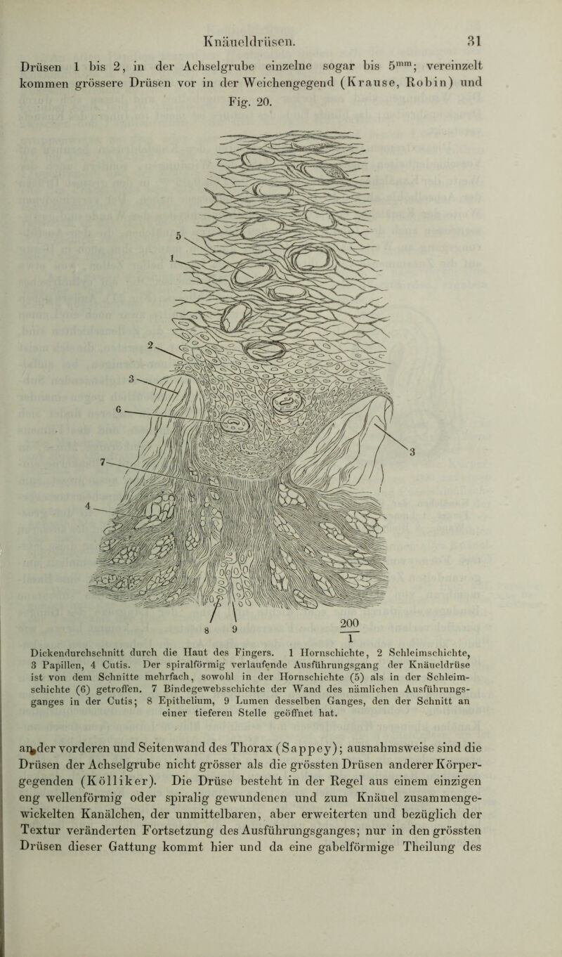 Drüsen 1 bis 2, in der Achselgrube einzelne sogar bis 5mm; vereinzelt kommen grössere Drüsen vor in der Weichengegend (Krause, Robin) und Fig. 20. Dickendurchschnitt durch die Haut des Fingers. 1 Hornschichte, 2 Schleimschichte, 3 Papillen, 4 Cutis. Der spiralförmig verlaufende Ausführungsgang der Knäueldrüse ist von dem Schnitte mehrfach, sowohl in der Hornschichte (5) als in der Schleim- schichte (6) getroffen. 7 Bindegewebsschichte der Wand des nämlichen Ausführungs- ganges in der Cutis; 8 Epithelium, 9 Lumen desselben Ganges, den der Schnitt an einer tieferen Stelle geöffnet hat. arider vorderen und Seitenwand des Thorax (Sappey); ausnahmsweise sind die Drüsen der Achselgrube nicht grösser als die grössten Drüsen anderer Körper- gegenden (K öl liker). Die Drüse besteht in der Regel aus einem einzigen eng wellenförmig oder spiralig gewundenen und zum Knäuel zusammenge- wickelten Kanälchen, der unmittelbaren, aber erweiterten und bezüglich der Textur veränderten Fortsetzung des Ausführungsganges; nur in den grössten Drüsen dieser Gattung kommt hier und da eine gabelförmige Theilung des