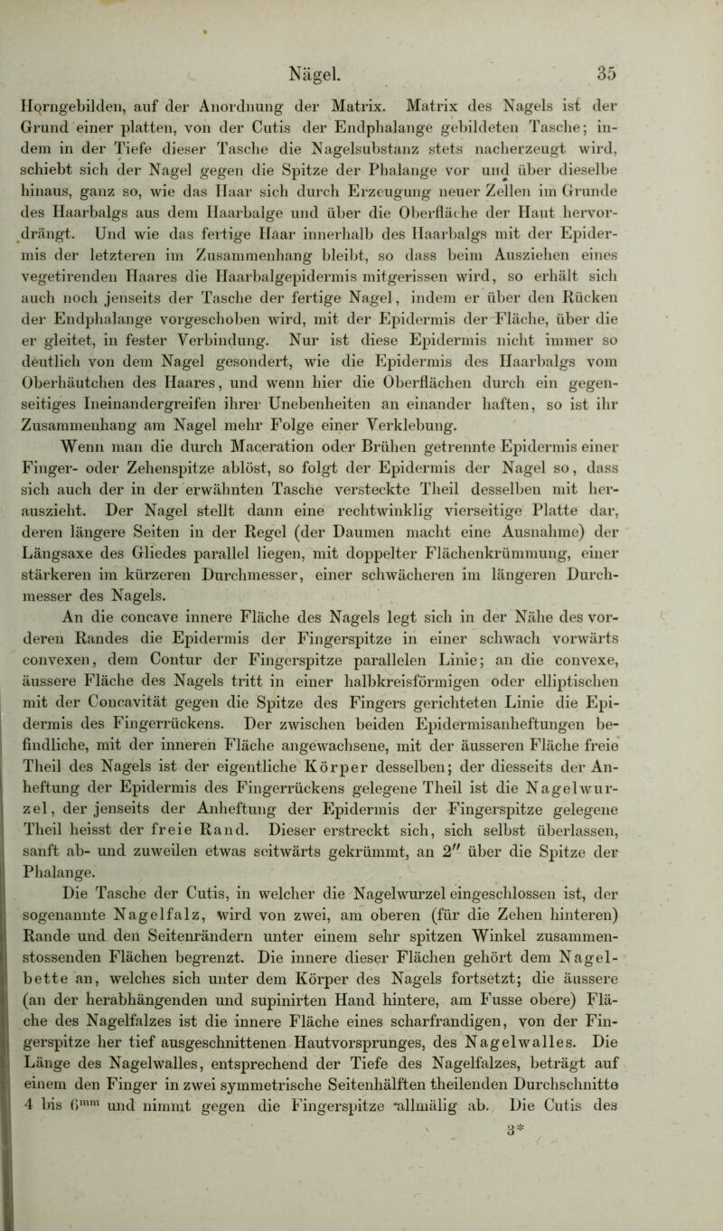 Ilqrngebilden, auf der Anordnung der Matrix. Matrix des Nagels ist der Grund einer platten, von der Cutis der Endphalange gebildeten Tasche; in- dem in der Tiefe dieser Tasche die Nagelsubstanz stets nacherzeugt wird, schiebt sich der Nagel gegen die Spitze der Phalange vor und über dieselbe hinaus, ganz so, wie das Haar sich durch Erzeugung neuer Zellen im Grunde des Haarbalgs aus dem Haarbalge und über die Oberfläche der Haut hervor- drängt. Und wie das fertige Haar innerhalb des Haarbalgs mit der Epider- mis der letzteren im Zusammenhang bleibt, so dass beim Ausziehen eines vegetirenden Haares die Haarbalgepidermis mitgerissen wird, so erhält sich auch noch jenseits der Tasche der fertige Nagel, indem er über den Rücken der Endphalange vorgeschoben wird, mit der Epidermis der Fläche, über die er gleitet, in fester Verbindung. Nur ist diese Epidermis nicht immer so deutlich von dem Nagel gesondert, wie die Epidermis des Haarbalgs vom Oberhäutchen des Haares, und wenn hier die Oberflächen durch ein gegen- seitiges Ineinandergreifen ihrer Unebenheiten an einander haften, so ist ihr Zusammenhang am Nagel mehr Folge einer Verklebung. Wenn man die durch Maceration oder Brühen getrennte Epidermis einer Finger- oder Zehenspitze ablöst, so folgt der Epidermis der Nagel so, dass sich auch der in der erwähnten Tasche versteckte Theil desselben mit her- auszieht. Der Nagel stellt dann eine rechtwinklig vierseitige Platte dar, deren längere Seiten in der Regel (der Daumen macht eine Ausnahme) der Längsaxe des Gliedes parallel liegen, mit doppelter Flächenkrümmung, einer stärkeren im kürzeren Durchmesser, einer schwächeren im längeren Durch- messer des Nagels. An die concave innere Fläche des Nagels legt sich in der Nähe des vor- deren Randes die Epidermis der Fingerspitze in einer schwach vorwärts convexen, dem Contur der Fingerspitze parallelen Linie; an die convexe, äussere Fläche des Nagels tritt in einer halbkreisförmigen oder elliptischen mit der Concavität gegen die Spitze des Fingers gerichteten Linie die Epi- dermis des Fingerrückens. Der zwischen beiden Epidermisanheftungen be- findliche, mit der inneren Fläche angewachsene, mit der äusseren Fläche freie Theil des Nagels ist der eigentliche Körper desselben; der diesseits der An- heftung der Epidermis des Fingerrückens gelegene Theil ist die Nagel Wur- zel, der jenseits der Anheftung der Epidermis der Fingerspitze gelegene Theil heisst der freie Rand. Dieser erstreckt sich, sich selbst überlassen, sanft ab- und zuweilen etwas seitwärts gekrümmt, an 2 über die Spitze der Phalange. Die Tasche der Cutis, in welcher die Nagelwurzel eingeschlossen ist, der sogenannte Nagelfalz, wird von zwei, am oberen (für die Zehen hinteren) Rande und den Seitenrändern unter einem sehr spitzen Winkel zusammen- stossenden Flächen begrenzt. Die innere dieser Flächen gehört dem Nagel- bette an, welches sich unter dem Körper des Nagels fortsetzt; die äussere (an der herabhängenden und supinirten Hand hintere, am Fusse obere) Flä- che des Nagelfalzes ist die innere Fläche eines scharfrandigen, von der Fin- gerspitze her tief ausgeschnittenen Hautvorsprunges, des Nagelwalles. Die Länge des Nagelwalles, entsprechend der Tiefe des Nagelfalzes, beträgt auf einem den Finger in zwei symmetrische Seitenhälften theilenden Durchschnitte 4 bis 0mm und nimmt gegen die Fingerspitze *allmälig ab. Die Cutis des 3*