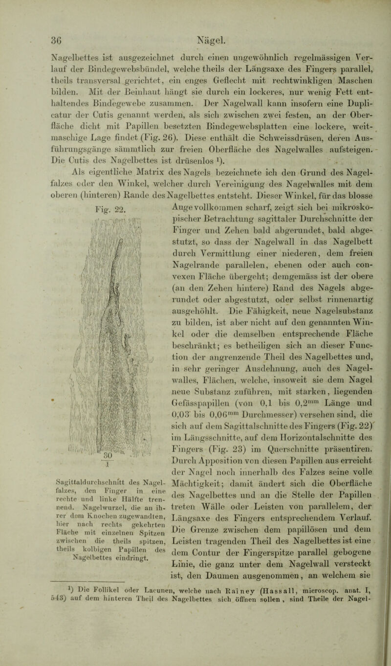 Nagelbettes ist ausgezeichnet durch einen ungewöhnlich regelmässigen Ver- lauf der Bindegewebsbündel, welche theils der Längsaxe des Finger^ parallel, theils transversal gerichtet, ein enges Geflecht mit rechtwinkligen Maschen bilden. Mit der Beinhaut hängt sie durch ein lockeres, nur wenig Fett ent- haltendes Bindegewebe zusammen. Der Nagelwall kann insofern eine Dupli- catur der Cutis genannt werden, als sich zwischen zwei festen, an der Ober- fläche dicht mit Papillen besetzten Bindegewebsplatten eine lockere, weit- maschige Lage findet (Fig. 26). Diese enthält die Schweissdrüsen, deren Aus- führungsgänge sämmtlich zur freien Oberfläche des Nagelwalles aufsteigen. Die Cutis des Nagelbettes ist drüsenlos !). Als eigentliche Matrix des Nagels bezeichnete ich den Grund des Nagel- falzes oder den Winkel, welcher durch Vereinigung des Nagehvalles mit dem oberen (hinteren) Rande des Nagelbettes entsteht. Dieser Winkel, für das blosse Fig. 22. Auge vollkommen scharf, zeigt sich bei mikrosko- pischer Betrachtung sagittaler Durchschnitte der Finger und Zehen bald abgerundet,( bald abge- stutzt, so dass der Nagelwall in das Nagelbett durch Vermittlung einer niederen, dem freien Nagelrande parallelen, ebenen oder auch con- vexen Fläche übergeht; demgemäss ist der obere (an den Zehen hintere) Rand des Nagels abge- rundet oder abgestutzt, oder selbst rinnenartig ausgehöhlt. Die Fähigkeit, neue Nagelsubstanz zu bilden, ist aber nicht auf den genannten Win- kel oder die demselben entsprechende Fläche beschränkt; es betheiligen sich an dieser Func- tion der angrenzende Theil des Nagelbettes und, in sehr geringer Ausdehnung, auch des Nagel- walles, Flächen, welche, insoweit sie dem Nagel neue Substanz zuführen, mit starken, liegenden Gefässpapiflen (von 0,1 bis 0,2mm Länge und 0,03' bis 0,06mm Durchmesser) versehen sind, die sich auf dem Sagittalschnitte des Fingers (Fig. 22)' im Längsschnitte, auf dem Horizontalschnitte des Fingers (Fig. 23) im Querschnitte präsentiren. Durch Apposition von diesen Papillen aus erreicht der Nagel noch innerhalb des Falzes seine volle Mächtigkeit; damit ändert sich die Oberfläche des Nagelbettes und an die Stelle der Papillen nend. Nagelwurzel, die an ih- treten Wälle oder Leisten von parallelem, der rer dem Knochen zugewandten, Längsaxe des Fingers entsprechendem Verlauf. Fläche mit einzelnen Spitzen Die Grenze zwischen dem papillosen und dem zwischen die theils spitzen, Leisten tragenden Theil des Nagelbettes ist eine theils kolbigen Papillen des jem (jontur der Fingerspitze parallel gebogene Nagelbettes eindringt. x j at i n x ix Lime, die ganz unter dem JNagelwall versteckt ist, den Daumen ausgenommen, an welchem sie Sagittaldurchschmtt des Nagel- falzes, den Finger in eine rechte und linke Hälfte tren- 543) *) Die Follikel oder Lacunen, welche nach Rainey (Hass all, microscop. anat. I, auf dem hinteren Theil des Nagelbettes sich öffnen sollen , sind Tlieile der Nagel-