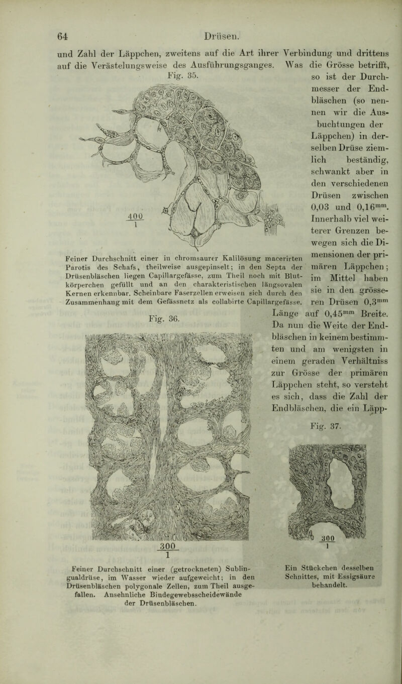 und Zahl der Läppchen, zweitens auf die Art ihrer Verbindung und drittens auf die Verästelungsweise des Ausführungsganges. Was die Grösse betrifft, Fig. 35. so ist der Durch- messer der End- bläschen (so nen- nen wir die Aus- buchtungen der Läppchen) in der- selben Drüse ziem- lich beständig, schwankt aber in den verschiedenen Drüsen zwischen 0,03 und 0,16mm. Innerhalb viel wei- terer Grenzen be- wegen sich die Di- mensionen der pri- mären Läppchen; im Mittel haben sie in den grösse- ren Drüsen 0,3mm auf 0,45mm Breite. Da nun die Weite der End- bläschen in keinem bestimm- ten und am wenigsten in einem geraden Verhältniss zur Grösse der primären Läppchen steht, so versteht es sich, dass die Zahl der Endbläschen, die ein Läpp- Feiner Durchschnitt einer in chromsaurer Kalilösung macerirten Parotis des Schafs, theihveise ausgepinselt; in den Septa der Drüsenbläschen liegen Capillargefässe, zum Theil noch mit Blut- körperchen gefüllt und an den charakteristischen längsovalen Kernen erkennbar. Scheinbare Faserzellen erweisen sich durch den Zusammenhang mit dem Gefässnetz als collabirte Capillargefässe. Fig. 36. Limge Fig. 37. 300 Feiner Durchschnitt einer (getrockneten) Sublin- Ein Stückchen desselben gualdrüse, im Wasser wieder aufgeweicht; in den Schnittes, mit Essigsäure Drüsenbläschen polygonale Zellen, zum Theil ausge- behandelt, fallen. Ansehnliche Bindegewebsscheidewände der Drüsenbläschen.